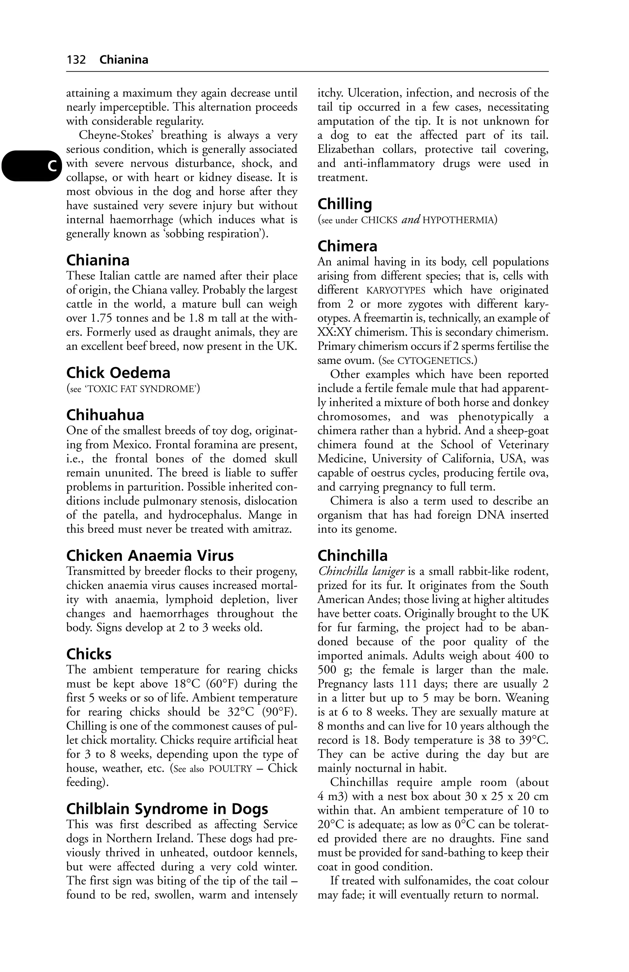 attaining a maximum they again decrease until 
nearly imperceptible. This alternation proceeds 
with considerable regularity. 
Cheyne-Stokes’ breathing is always a very 
serious condition, which is generally associated 
with severe nervous disturbance, shock, and 
collapse, or with heart or kidney disease. It is 
most obvious in the dog and horse after they 
have sustained very severe injury but without 
internal haemorrhage (which induces what is 
generally known as ‘sobbing respiration’). 
Chianina 
These Italian cattle are named after their place 
of origin, the Chiana valley. Probably the largest 
cattle in the world, a mature bull can weigh 
over 1.75 tonnes and be 1.8 m tall at the with-ers. 
Formerly used as draught animals, they are 
an excellent beef breed, now present in the UK. 
Chick Oedema 
(see ‘TOXIC FAT SYNDROME’) 
Chihuahua 
One of the smallest breeds of toy dog, originat-ing 
from Mexico. Frontal foramina are present, 
i.e., the frontal bones of the domed skull 
remain ununited. The breed is liable to suffer 
problems in parturition. Possible inherited con-ditions 
include pulmonary stenosis, dislocation 
of the patella, and hydrocephalus. Mange in 
this breed must never be treated with amitraz. 
Chicken Anaemia Virus 
Transmitted by breeder flocks to their progeny, 
chicken anaemia virus causes increased mortal-ity 
with anaemia, lymphoid depletion, liver 
changes and haemorrhages throughout the 
body. Signs develop at 2 to 3 weeks old. 
Chicks 
The ambient temperature for rearing chicks 
must be kept above 18°C (60°F) during the 
first 5 weeks or so of life. Ambient temperature 
for rearing chicks should be 32°C (90°F). 
Chilling is one of the commonest causes of pul-let 
chick mortality. Chicks require artificial heat 
for 3 to 8 weeks, depending upon the type of 
house, weather, etc. (See also POULTRY – Chick 
feeding). 
Chilblain Syndrome in Dogs 
This was first described as affecting Service 
dogs in Northern Ireland. These dogs had pre-viously 
thrived in unheated, outdoor kennels, 
but were affected during a very cold winter. 
The first sign was biting of the tip of the tail – 
found to be red, swollen, warm and intensely 
itchy. Ulceration, infection, and necrosis of the 
tail tip occurred in a few cases, necessitating 
amputation of the tip. It is not unknown for 
a dog to eat the affected part of its tail. 
Elizabethan collars, protective tail covering, 
and anti-inflammatory drugs were used in 
treatment. 
Chilling 
(see under CHICKS and HYPOTHERMIA) 
Chimera 
An animal having in its body, cell populations 
arising from different species; that is, cells with 
different KARYOTYPES which have originated 
from 2 or more zygotes with different kary-otypes. 
A freemartin is, technically, an example of 
XX:XY chimerism. This is secondary chimerism. 
Primary chimerism occurs if 2 sperms fertilise the 
same ovum. (See CYTOGENETICS.) 
Other examples which have been reported 
include a fertile female mule that had apparent-ly 
inherited a mixture of both horse and donkey 
chromosomes, and was phenotypically a 
chimera rather than a hybrid. And a sheep-goat 
chimera found at the School of Veterinary 
Medicine, University of California, USA, was 
capable of oestrus cycles, producing fertile ova, 
and carrying pregnancy to full term. 
Chimera is also a term used to describe an 
organism that has had foreign DNA inserted 
into its genome. 
Chinchilla 
Chinchilla laniger is a small rabbit-like rodent, 
prized for its fur. It originates from the South 
American Andes; those living at higher altitudes 
have better coats. Originally brought to the UK 
for fur farming, the project had to be aban-doned 
because of the poor quality of the 
imported animals. Adults weigh about 400 to 
500 g; the female is larger than the male. 
Pregnancy lasts 111 days; there are usually 2 
in a litter but up to 5 may be born. Weaning 
is at 6 to 8 weeks. They are sexually mature at 
8 months and can live for 10 years although the 
record is 18. Body temperature is 38 to 39°C. 
They can be active during the day but are 
mainly nocturnal in habit. 
Chinchillas require ample room (about 
4 m3) with a nest box about 30 x 25 x 20 cm 
within that. An ambient temperature of 10 to 
20°C is adequate; as low as 0°C can be tolerat-ed 
provided there are no draughts. Fine sand 
must be provided for sand-bathing to keep their 
coat in good condition. 
If treated with sulfonamides, the coat colour 
may fade; it will eventually return to normal. 
132 Chianina 
C 
 