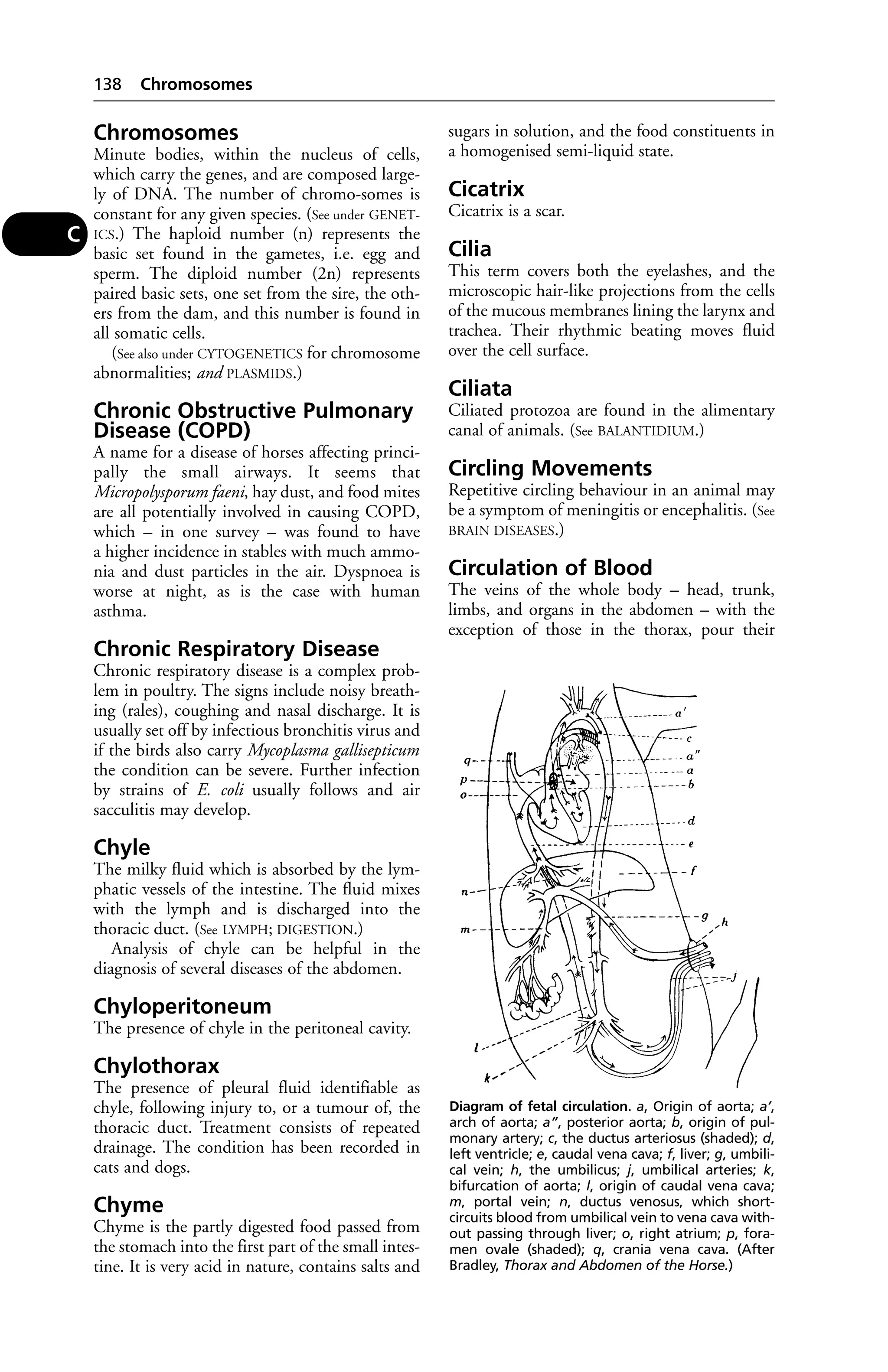 Chromosomes 
Minute bodies, within the nucleus of cells, 
which carry the genes, and are composed large-ly 
of DNA. The number of chromo-somes is 
constant for any given species. (See under GENET-ICS.) 
The haploid number (n) represents the 
basic set found in the gametes, i.e. egg and 
sperm. The diploid number (2n) represents 
paired basic sets, one set from the sire, the oth-ers 
from the dam, and this number is found in 
all somatic cells. 
(See also under CYTOGENETICS for chromosome 
abnormalities; and PLASMIDS.) 
Chronic Obstructive Pulmonary 
Disease (COPD) 
A name for a disease of horses affecting princi-pally 
the small airways. It seems that 
Micropolysporum faeni, hay dust, and food mites 
are all potentially involved in causing COPD, 
which – in one survey – was found to have 
a higher incidence in stables with much ammo-nia 
and dust particles in the air. Dyspnoea is 
worse at night, as is the case with human 
asthma. 
Chronic Respiratory Disease 
Chronic respiratory disease is a complex prob-lem 
in poultry. The signs include noisy breath-ing 
(rales), coughing and nasal discharge. It is 
usually set off by infectious bronchitis virus and 
if the birds also carry Mycoplasma gallisepticum 
the condition can be severe. Further infection 
by strains of E. coli usually follows and air 
sacculitis may develop. 
Chyle 
The milky fluid which is absorbed by the lym-phatic 
vessels of the intestine. The fluid mixes 
with the lymph and is discharged into the 
thoracic duct. (See LYMPH; DIGESTION.) 
Analysis of chyle can be helpful in the 
diagnosis of several diseases of the abdomen. 
Chyloperitoneum 
The presence of chyle in the peritoneal cavity. 
Chylothorax 
The presence of pleural fluid identifiable as 
chyle, following injury to, or a tumour of, the 
thoracic duct. Treatment consists of repeated 
drainage. The condition has been recorded in 
cats and dogs. 
Chyme 
Chyme is the partly digested food passed from 
the stomach into the first part of the small intes-tine. 
It is very acid in nature, contains salts and 
sugars in solution, and the food constituents in 
a homogenised semi-liquid state. 
Cicatrix 
Cicatrix is a scar. 
Cilia 
This term covers both the eyelashes, and the 
microscopic hair-like projections from the cells 
of the mucous membranes lining the larynx and 
trachea. Their rhythmic beating moves fluid 
over the cell surface. 
Ciliata 
Ciliated protozoa are found in the alimentary 
canal of animals. (See BALANTIDIUM.) 
Circling Movements 
Repetitive circling behaviour in an animal may 
be a symptom of meningitis or encephalitis. (See 
BRAIN DISEASES.) 
Circulation of Blood 
The veins of the whole body – head, trunk, 
limbs, and organs in the abdomen – with the 
exception of those in the thorax, pour their 
138 Chromosomes 
C 
Diagram of fetal circulation. a, Origin of aorta; a’, 
arch of aorta; a”, posterior aorta; b, origin of pul-monary 
artery; c, the ductus arteriosus (shaded); d, 
left ventricle; e, caudal vena cava; f, liver; g, umbili-cal 
vein; h, the umbilicus; j, umbilical arteries; k, 
bifurcation of aorta; l, origin of caudal vena cava; 
m, portal vein; n, ductus venosus, which short-circuits 
blood from umbilical vein to vena cava with-out 
passing through liver; o, right atrium; p, fora-men 
ovale (shaded); q, crania vena cava. (After 
Bradley, Thorax and Abdomen of the Horse.) 
 