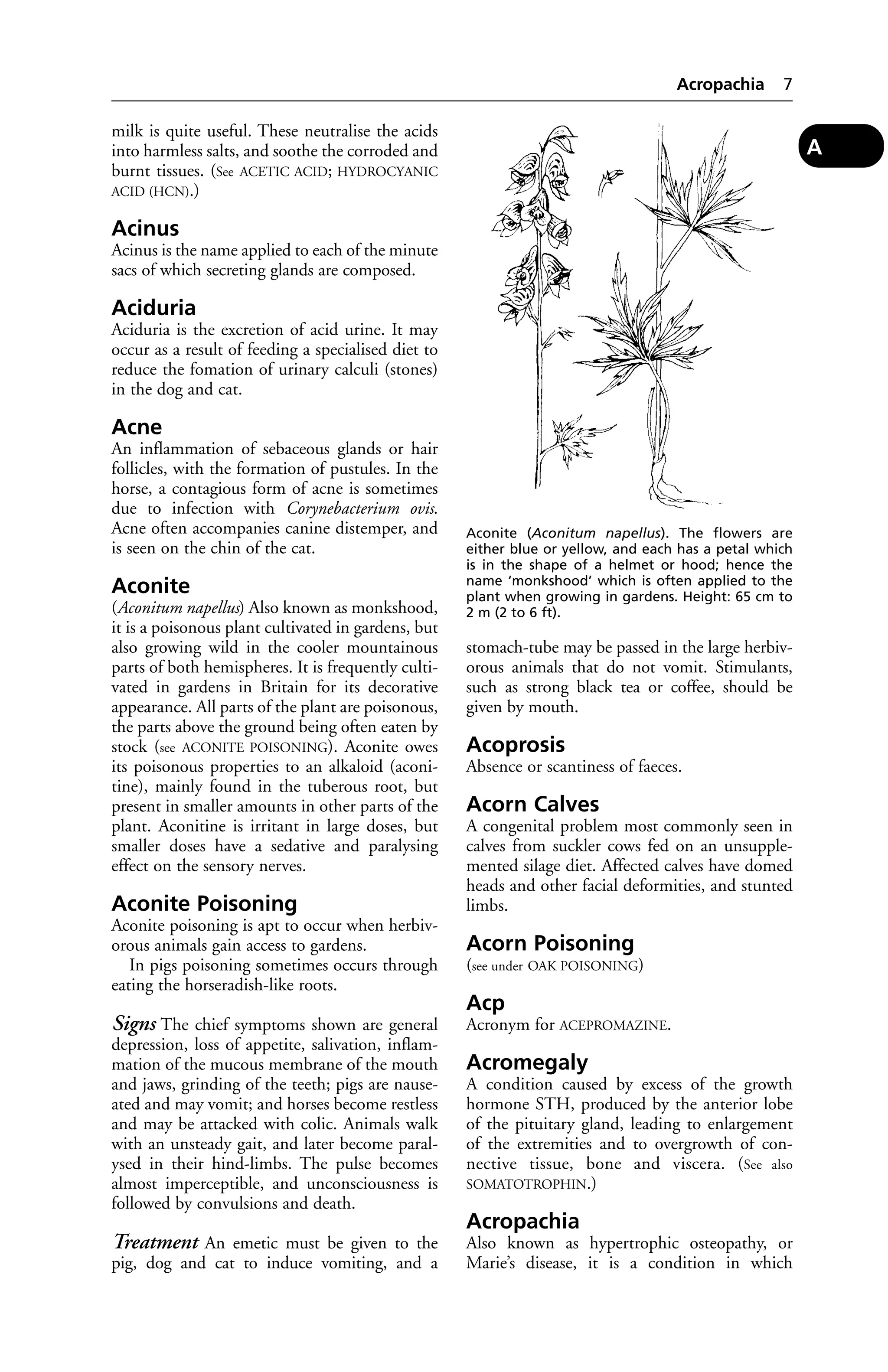 milk is quite useful. These neutralise the acids 
into harmless salts, and soothe the corroded and 
burnt tissues. (See ACETIC ACID; HYDROCYANIC 
ACID (HCN).) 
Acinus 
Acinus is the name applied to each of the minute 
sacs of which secreting glands are composed. 
Aciduria 
Aciduria is the excretion of acid urine. It may 
occur as a result of feeding a specialised diet to 
reduce the fomation of urinary calculi (stones) 
in the dog and cat. 
Acne 
An inflammation of sebaceous glands or hair 
follicles, with the formation of pustules. In the 
horse, a contagious form of acne is sometimes 
due to infection with Corynebacterium ovis. 
Acne often accompanies canine distemper, and 
is seen on the chin of the cat. 
Aconite 
(Aconitum napellus) Also known as monkshood, 
it is a poisonous plant cultivated in gardens, but 
also growing wild in the cooler mountainous 
parts of both hemispheres. It is frequently culti-vated 
in gardens in Britain for its decorative 
appearance. All parts of the plant are poisonous, 
the parts above the ground being often eaten by 
stock (see ACONITE POISONING). Aconite owes 
its poisonous properties to an alkaloid (aconi-tine), 
mainly found in the tuberous root, but 
present in smaller amounts in other parts of the 
plant. Aconitine is irritant in large doses, but 
smaller doses have a sedative and paralysing 
effect on the sensory nerves. 
Aconite Poisoning 
Aconite poisoning is apt to occur when herbiv-orous 
animals gain access to gardens. 
In pigs poisoning sometimes occurs through 
eating the horseradish-like roots. 
Signs The chief symptoms shown are general 
depression, loss of appetite, salivation, inflam-mation 
of the mucous membrane of the mouth 
and jaws, grinding of the teeth; pigs are nause-ated 
and may vomit; and horses become restless 
and may be attacked with colic. Animals walk 
with an unsteady gait, and later become paral-ysed 
in their hind-limbs. The pulse becomes 
almost imperceptible, and unconsciousness is 
followed by convulsions and death. 
Treatment An emetic must be given to the 
pig, dog and cat to induce vomiting, and a 
Acropachia 7 
stomach-tube may be passed in the large herbiv-orous 
animals that do not vomit. Stimulants, 
such as strong black tea or coffee, should be 
given by mouth. 
Acoprosis 
Absence or scantiness of faeces. 
Acorn Calves 
A congenital problem most commonly seen in 
calves from suckler cows fed on an unsupple-mented 
silage diet. Affected calves have domed 
heads and other facial deformities, and stunted 
limbs. 
Acorn Poisoning 
(see under OAK POISONING) 
Acp 
Acronym for ACEPROMAZINE. 
Acromegaly 
A condition caused by excess of the growth 
hormone STH, produced by the anterior lobe 
of the pituitary gland, leading to enlargement 
of the extremities and to overgrowth of con-nective 
tissue, bone and viscera. (See also 
SOMATOTROPHIN.) 
Acropachia 
Also known as hypertrophic osteopathy, or 
Marie’s disease, it is a condition in which 
A 
Aconite (Aconitum napellus). The flowers are 
either blue or yellow, and each has a petal which 
is in the shape of a helmet or hood; hence the 
name ‘monkshood’ which is often applied to the 
plant when growing in gardens. Height: 65 cm to 
2 m (2 to 6 ft). 
 