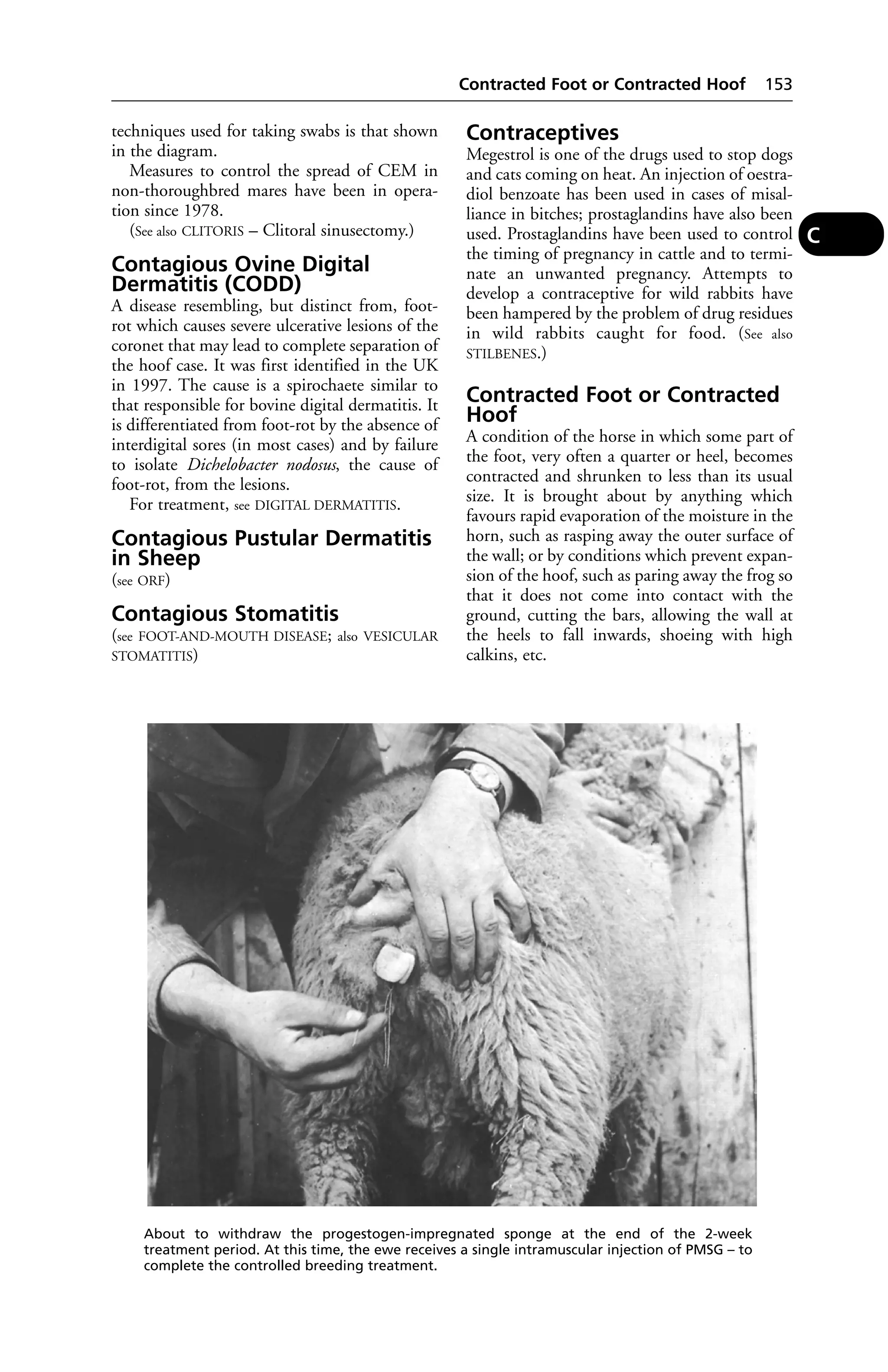 techniques used for taking swabs is that shown 
in the diagram. 
Measures to control the spread of CEM in 
non-thoroughbred mares have been in opera-tion 
since 1978. 
(See also CLITORIS – Clitoral sinusectomy.) 
Contagious Ovine Digital 
Dermatitis (CODD) 
A disease resembling, but distinct from, foot-rot 
which causes severe ulcerative lesions of the 
coronet that may lead to complete separation of 
the hoof case. It was first identified in the UK 
in 1997. The cause is a spirochaete similar to 
that responsible for bovine digital dermatitis. It 
is differentiated from foot-rot by the absence of 
interdigital sores (in most cases) and by failure 
to isolate Dichelobacter nodosus, the cause of 
foot-rot, from the lesions. 
For treatment, see DIGITAL DERMATITIS. 
Contagious Pustular Dermatitis 
in Sheep 
(see ORF) 
Contagious Stomatitis 
(see FOOT-AND-MOUTH DISEASE; also VESICULAR 
STOMATITIS) 
Contracted Foot or Contracted Hoof 153 
Contraceptives 
Megestrol is one of the drugs used to stop dogs 
and cats coming on heat. An injection of oestra-diol 
benzoate has been used in cases of misal-liance 
in bitches; prostaglandins have also been 
used. Prostaglandins have been used to control 
the timing of pregnancy in cattle and to termi-nate 
an unwanted pregnancy. Attempts to 
develop a contraceptive for wild rabbits have 
been hampered by the problem of drug residues 
in wild rabbits caught for food. (See also 
STILBENES.) 
Contracted Foot or Contracted 
Hoof 
A condition of the horse in which some part of 
the foot, very often a quarter or heel, becomes 
contracted and shrunken to less than its usual 
size. It is brought about by anything which 
favours rapid evaporation of the moisture in the 
horn, such as rasping away the outer surface of 
the wall; or by conditions which prevent expan-sion 
of the hoof, such as paring away the frog so 
that it does not come into contact with the 
ground, cutting the bars, allowing the wall at 
the heels to fall inwards, shoeing with high 
calkins, etc. 
C 
About to withdraw the progestogen-impregnated sponge at the end of the 2-week 
treatment period. At this time, the ewe receives a single intramuscular injection of PMSG – to 
complete the controlled breeding treatment. 
 