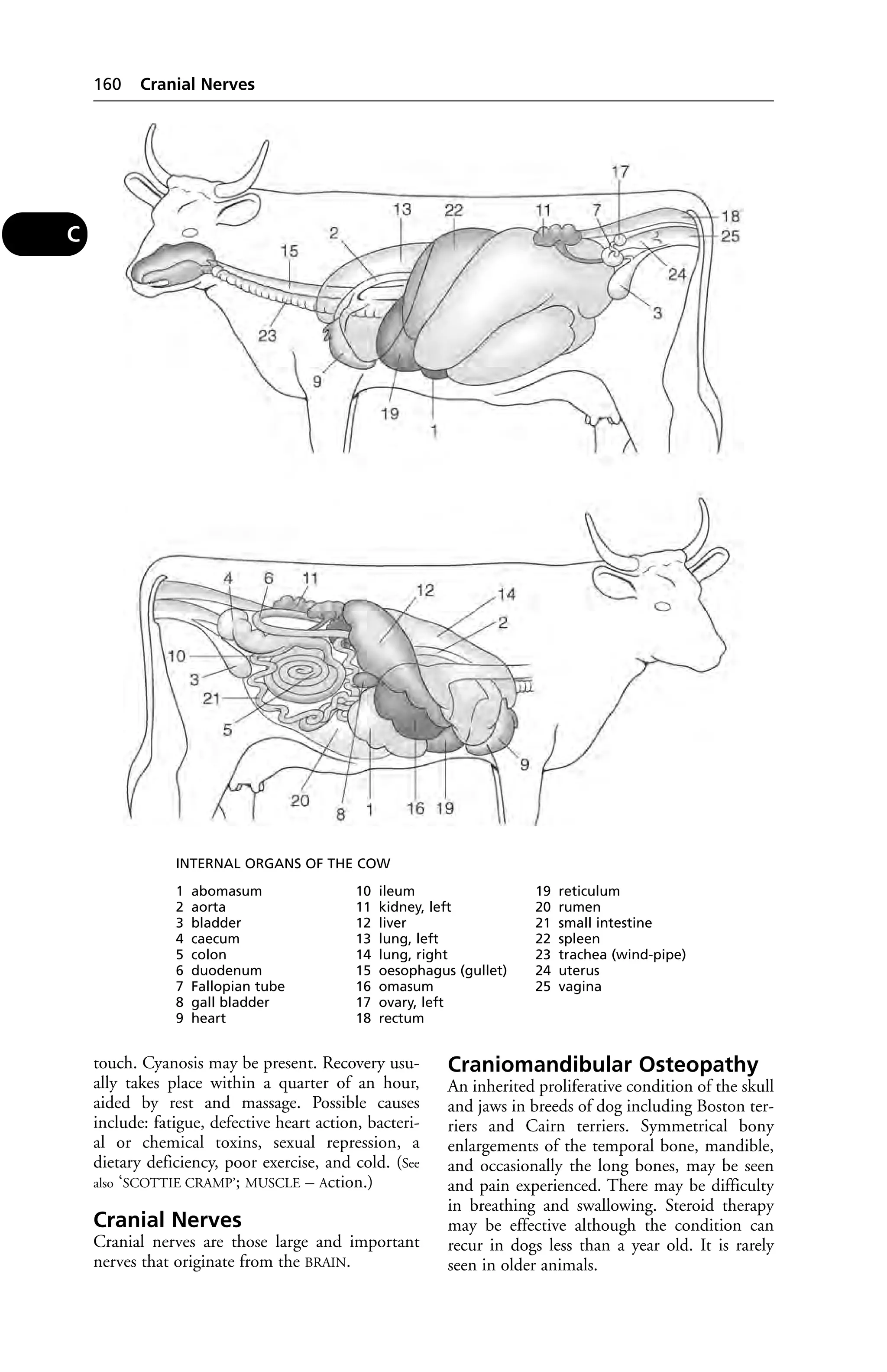 touch. Cyanosis may be present. Recovery usu-ally 
takes place within a quarter of an hour, 
aided by rest and massage. Possible causes 
include: fatigue, defective heart action, bacteri-al 
or chemical toxins, sexual repression, a 
dietary deficiency, poor exercise, and cold. (See 
also ‘SCOTTIE CRAMP’; MUSCLE – Action.) 
Cranial Nerves 
Cranial nerves are those large and important 
nerves that originate from the BRAIN. 
Craniomandibular Osteopathy 
An inherited proliferative condition of the skull 
and jaws in breeds of dog including Boston ter-riers 
and Cairn terriers. Symmetrical bony 
enlargements of the temporal bone, mandible, 
and occasionally the long bones, may be seen 
and pain experienced. There may be difficulty 
in breathing and swallowing. Steroid therapy 
may be effective although the condition can 
recur in dogs less than a year old. It is rarely 
seen in older animals. 
160 Cranial Nerves 
C 
1 abomasum 
2 aorta 
3 bladder 
4 caecum 
5 colon 
6 duodenum 
7 Fallopian tube 
8 gall bladder 
9 heart 
10 ileum 
11 kidney, left 
12 liver 
13 lung, left 
14 lung, right 
15 oesophagus (gullet) 
16 omasum 
17 ovary, left 
18 rectum 
19 reticulum 
20 rumen 
21 small intestine 
22 spleen 
23 trachea (wind-pipe) 
24 uterus 
25 vagina 
INTERNAL ORGANS OF THE COW 
 