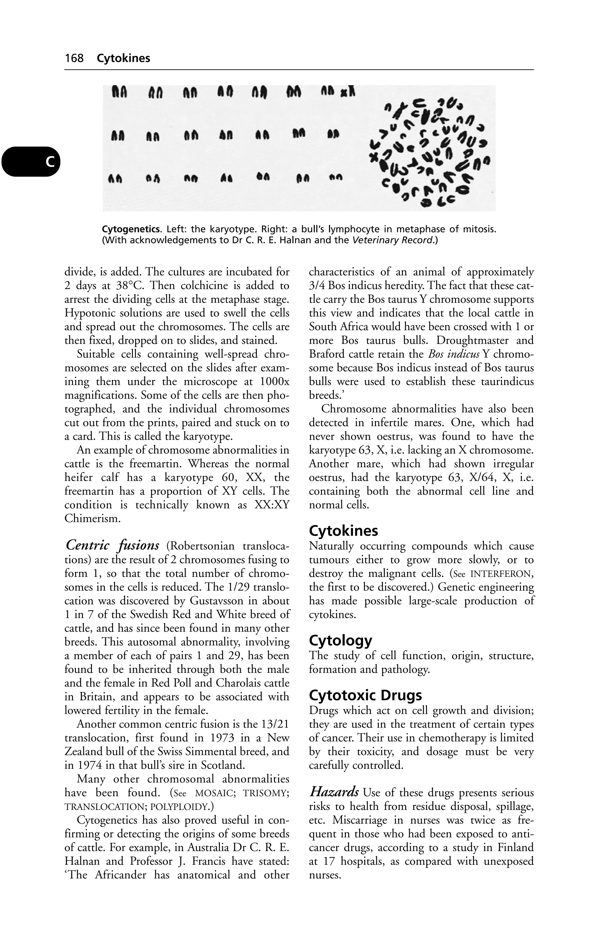 divide, is added. The cultures are incubated for 
2 days at 38°C. Then colchicine is added to 
arrest the dividing cells at the metaphase stage. 
Hypotonic solutions are used to swell the cells 
and spread out the chromosomes. The cells are 
then fixed, dropped on to slides, and stained. 
Suitable cells containing well-spread chro-mosomes 
are selected on the slides after exam-ining 
them under the microscope at 1000x 
magnifications. Some of the cells are then pho-tographed, 
and the individual chromosomes 
cut out from the prints, paired and stuck on to 
a card. This is called the karyotype. 
An example of chromosome abnormalities in 
cattle is the freemartin. Whereas the normal 
heifer calf has a karyotype 60, XX, the 
freemartin has a proportion of XY cells. The 
condition is technically known as XX:XY 
Chimerism. 
Centric fusions (Robertsonian transloca-tions) 
are the result of 2 chromosomes fusing to 
form 1, so that the total number of chromo-somes 
in the cells is reduced. The 1/29 translo-cation 
was discovered by Gustavsson in about 
1 in 7 of the Swedish Red and White breed of 
cattle, and has since been found in many other 
breeds. This autosomal abnormality, involving 
a member of each of pairs 1 and 29, has been 
found to be inherited through both the male 
and the female in Red Poll and Charolais cattle 
in Britain, and appears to be associated with 
lowered fertility in the female. 
Another common centric fusion is the 13/21 
translocation, first found in 1973 in a New 
Zealand bull of the Swiss Simmental breed, and 
in 1974 in that bull’s sire in Scotland. 
Many other chromosomal abnormalities 
have been found. (See MOSAIC; TRISOMY; 
TRANSLOCATION; POLYPLOIDY.) 
Cytogenetics has also proved useful in con-firming 
or detecting the origins of some breeds 
of cattle. For example, in Australia Dr C. R. E. 
Halnan and Professor J. Francis have stated: 
‘The Africander has anatomical and other 
characteristics of an animal of approximately 
3/4 Bos indicus heredity. The fact that these cat-tle 
carry the Bos taurus Y chromosome supports 
this view and indicates that the local cattle in 
South Africa would have been crossed with 1 or 
more Bos taurus bulls. Droughtmaster and 
Braford cattle retain the Bos indicus Y chromo-some 
because Bos indicus instead of Bos taurus 
bulls were used to establish these taurindicus 
breeds.’ 
Chromosome abnormalities have also been 
detected in infertile mares. One, which had 
never shown oestrus, was found to have the 
karyotype 63, X, i.e. lacking an X chromosome. 
Another mare, which had shown irregular 
oestrus, had the karyotype 63, X/64, X, i.e. 
containing both the abnormal cell line and 
normal cells. 
Cytokines 
Naturally occurring compounds which cause 
tumours either to grow more slowly, or to 
destroy the malignant cells. (See INTERFERON, 
the first to be discovered.) Genetic engineering 
has made possible large-scale production of 
cytokines. 
Cytology 
The study of cell function, origin, structure, 
formation and pathology. 
Cytotoxic Drugs 
Drugs which act on cell growth and division; 
they are used in the treatment of certain types 
of cancer. Their use in chemotherapy is limited 
by their toxicity, and dosage must be very 
carefully controlled. 
Hazards Use of these drugs presents serious 
risks to health from residue disposal, spillage, 
etc. Miscarriage in nurses was twice as fre-quent 
in those who had been exposed to anti-cancer 
drugs, according to a study in Finland 
at 17 hospitals, as compared with unexposed 
nurses. 
168 Cytokines 
C 
Cytogenetics. Left: the karyotype. Right: a bull’s lymphocyte in metaphase of mitosis. 
(With acknowledgements to Dr C. R. E. Halnan and the Veterinary Record.) 
 