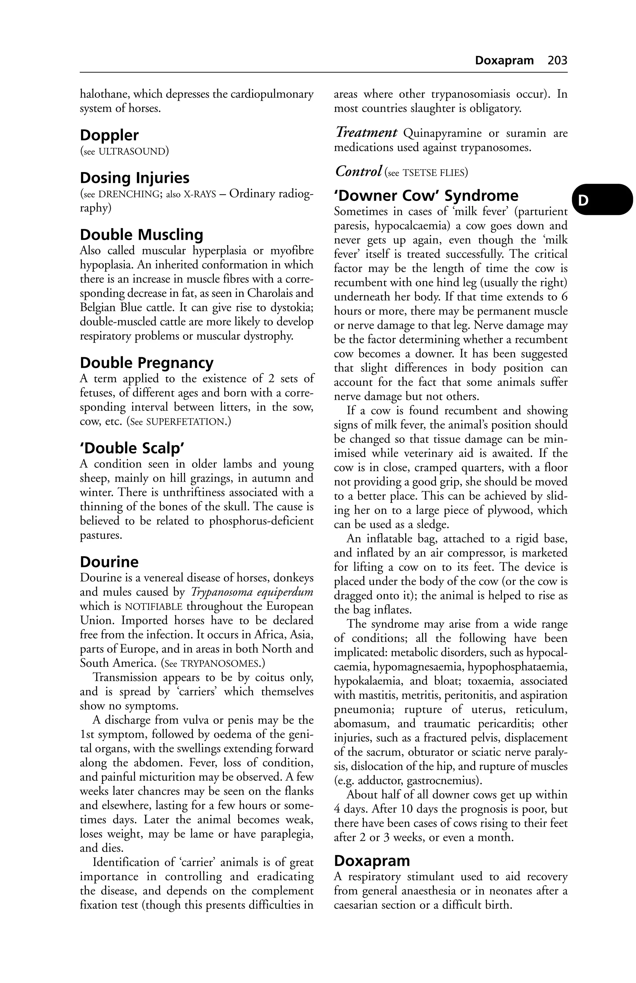 halothane, which depresses the cardiopulmonary 
system of horses. 
Doppler 
(see ULTRASOUND) 
Dosing Injuries 
(see DRENCHING; also X-RAYS – Ordinary radiog-raphy) 
Double Muscling 
Also called muscular hyperplasia or myofibre 
hypoplasia. An inherited conformation in which 
there is an increase in muscle fibres with a corre-sponding 
decrease in fat, as seen in Charolais and 
Belgian Blue cattle. It can give rise to dystokia; 
double-muscled cattle are more likely to develop 
respiratory problems or muscular dystrophy. 
Double Pregnancy 
A term applied to the existence of 2 sets of 
fetuses, of different ages and born with a corre-sponding 
interval between litters, in the sow, 
cow, etc. (See SUPERFETATION.) 
‘Double Scalp’ 
A condition seen in older lambs and young 
sheep, mainly on hill grazings, in autumn and 
winter. There is unthriftiness associated with a 
thinning of the bones of the skull. The cause is 
believed to be related to phosphorus-deficient 
pastures. 
Dourine 
Dourine is a venereal disease of horses, donkeys 
and mules caused by Trypanosoma equiperdum 
which is NOTIFIABLE throughout the European 
Union. Imported horses have to be declared 
free from the infection. It occurs in Africa, Asia, 
parts of Europe, and in areas in both North and 
South America. (See TRYPANOSOMES.) 
Transmission appears to be by coitus only, 
and is spread by ‘carriers’ which themselves 
show no symptoms. 
A discharge from vulva or penis may be the 
1st symptom, followed by oedema of the geni-tal 
organs, with the swellings extending forward 
along the abdomen. Fever, loss of condition, 
and painful micturition may be observed. A few 
weeks later chancres may be seen on the flanks 
and elsewhere, lasting for a few hours or some-times 
days. Later the animal becomes weak, 
loses weight, may be lame or have paraplegia, 
and dies. 
Identification of ‘carrier’ animals is of great 
importance in controlling and eradicating 
the disease, and depends on the complement 
fixation test (though this presents difficulties in 
Doxapram 203 
areas where other trypanosomiasis occur). In 
most countries slaughter is obligatory. 
Treatment Quinapyramine or suramin are 
medications used against trypanosomes. 
Control (see TSETSE FLIES) 
‘Downer Cow’ Syndrome 
Sometimes in cases of ‘milk fever’ (parturient 
paresis, hypocalcaemia) a cow goes down and 
never gets up again, even though the ‘milk 
fever’ itself is treated successfully. The critical 
factor may be the length of time the cow is 
recumbent with one hind leg (usually the right) 
underneath her body. If that time extends to 6 
hours or more, there may be permanent muscle 
or nerve damage to that leg. Nerve damage may 
be the factor determining whether a recumbent 
cow becomes a downer. It has been suggested 
that slight differences in body position can 
account for the fact that some animals suffer 
nerve damage but not others. 
If a cow is found recumbent and showing 
signs of milk fever, the animal’s position should 
be changed so that tissue damage can be min-imised 
while veterinary aid is awaited. If the 
cow is in close, cramped quarters, with a floor 
not providing a good grip, she should be moved 
to a better place. This can be achieved by slid-ing 
her on to a large piece of plywood, which 
can be used as a sledge. 
An inflatable bag, attached to a rigid base, 
and inflated by an air compressor, is marketed 
for lifting a cow on to its feet. The device is 
placed under the body of the cow (or the cow is 
dragged onto it); the animal is helped to rise as 
the bag inflates. 
The syndrome may arise from a wide range 
of conditions; all the following have been 
implicated: metabolic disorders, such as hypocal-caemia, 
hypomagnesaemia, hypophosphataemia, 
hypokalaemia, and bloat; toxaemia, associated 
with mastitis, metritis, peritonitis, and aspiration 
pneumonia; rupture of uterus, reticulum, 
abomasum, and traumatic pericarditis; other 
injuries, such as a fractured pelvis, displacement 
of the sacrum, obturator or sciatic nerve paraly-sis, 
dislocation of the hip, and rupture of muscles 
(e.g. adductor, gastrocnemius). 
About half of all downer cows get up within 
4 days. After 10 days the prognosis is poor, but 
there have been cases of cows rising to their feet 
after 2 or 3 weeks, or even a month. 
Doxapram 
A respiratory stimulant used to aid recovery 
from general anaesthesia or in neonates after a 
caesarian section or a difficult birth. 
D 
 