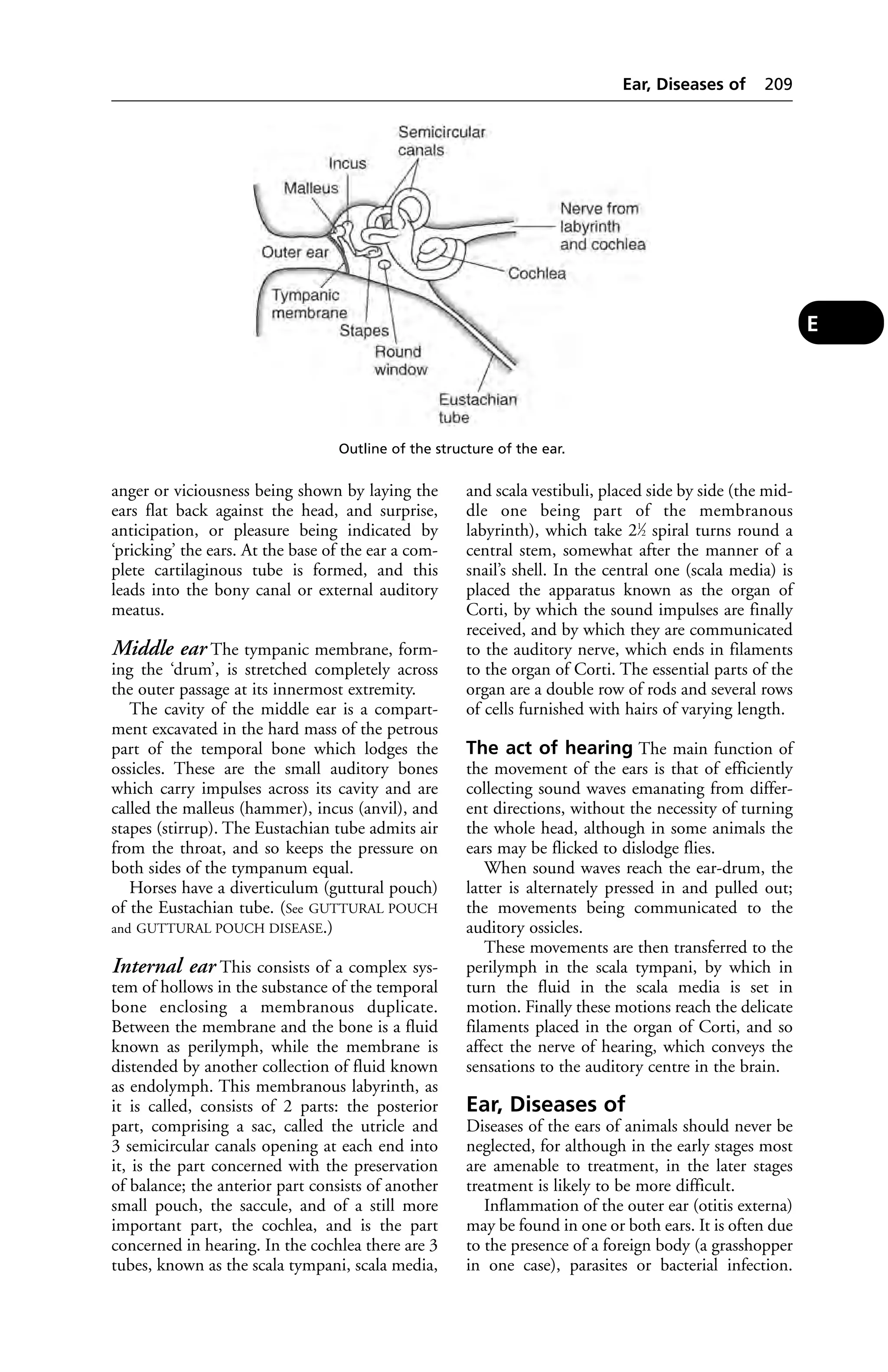 anger or viciousness being shown by laying the 
ears flat back against the head, and surprise, 
anticipation, or pleasure being indicated by 
‘pricking’ the ears. At the base of the ear a com-plete 
cartilaginous tube is formed, and this 
leads into the bony canal or external auditory 
meatus. 
Middle ear The tympanic membrane, form-ing 
the ‘drum’, is stretched completely across 
the outer passage at its innermost extremity. 
The cavity of the middle ear is a compart-ment 
excavated in the hard mass of the petrous 
part of the temporal bone which lodges the 
ossicles. These are the small auditory bones 
which carry impulses across its cavity and are 
called the malleus (hammer), incus (anvil), and 
stapes (stirrup). The Eustachian tube admits air 
from the throat, and so keeps the pressure on 
both sides of the tympanum equal. 
Horses have a diverticulum (guttural pouch) 
of the Eustachian tube. (See GUTTURAL POUCH 
and GUTTURAL POUCH DISEASE.) 
Internal ear This consists of a complex sys-tem 
of hollows in the substance of the temporal 
bone enclosing a membranous duplicate. 
Between the membrane and the bone is a fluid 
known as perilymph, while the membrane is 
distended by another collection of fluid known 
as endolymph. This membranous labyrinth, as 
it is called, consists of 2 parts: the posterior 
part, comprising a sac, called the utricle and 
3 semicircular canals opening at each end into 
it, is the part concerned with the preservation 
of balance; the anterior part consists of another 
small pouch, the saccule, and of a still more 
important part, the cochlea, and is the part 
concerned in hearing. In the cochlea there are 3 
tubes, known as the scala tympani, scala media, 
Ear, Diseases of 209 
and scala vestibuli, placed side by side (the mid-dle 
one being part of the membranous 
labyrinth), which take 21⁄2 spiral turns round a 
central stem, somewhat after the manner of a 
snail’s shell. In the central one (scala media) is 
placed the apparatus known as the organ of 
Corti, by which the sound impulses are finally 
received, and by which they are communicated 
to the auditory nerve, which ends in filaments 
to the organ of Corti. The essential parts of the 
organ are a double row of rods and several rows 
of cells furnished with hairs of varying length. 
The act of hearing The main function of 
the movement of the ears is that of efficiently 
collecting sound waves emanating from differ-ent 
directions, without the necessity of turning 
the whole head, although in some animals the 
ears may be flicked to dislodge flies. 
When sound waves reach the ear-drum, the 
latter is alternately pressed in and pulled out; 
the movements being communicated to the 
auditory ossicles. 
These movements are then transferred to the 
perilymph in the scala tympani, by which in 
turn the fluid in the scala media is set in 
motion. Finally these motions reach the delicate 
filaments placed in the organ of Corti, and so 
affect the nerve of hearing, which conveys the 
sensations to the auditory centre in the brain. 
Ear, Diseases of 
Diseases of the ears of animals should never be 
neglected, for although in the early stages most 
are amenable to treatment, in the later stages 
treatment is likely to be more difficult. 
Inflammation of the outer ear (otitis externa) 
may be found in one or both ears. It is often due 
to the presence of a foreign body (a grasshopper 
in one case), parasites or bacterial infection. 
E 
Outline of the structure of the ear. 
 