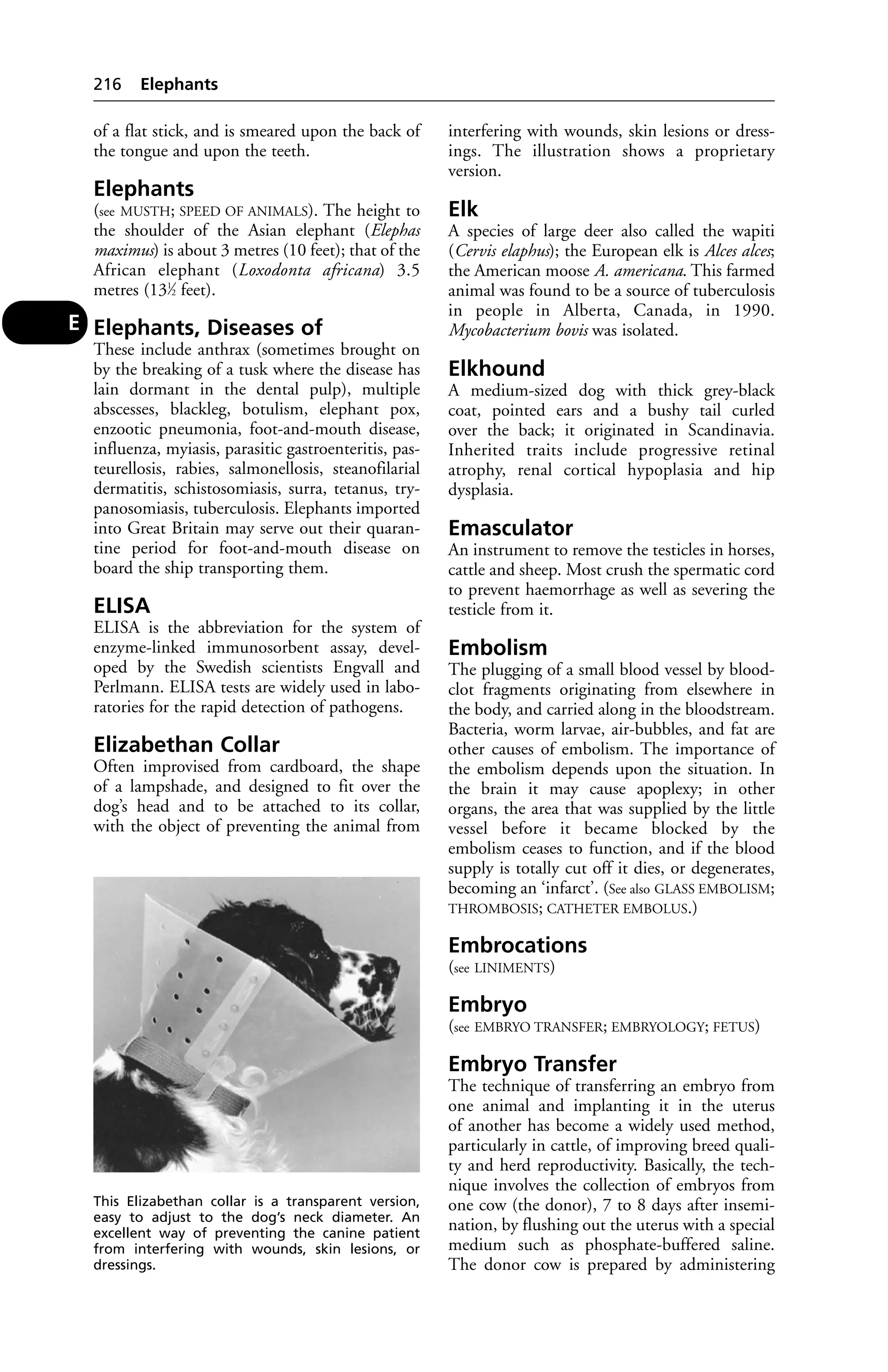 of a flat stick, and is smeared upon the back of 
the tongue and upon the teeth. 
Elephants 
(see MUSTH; SPEED OF ANIMALS). The height to 
the shoulder of the Asian elephant (Elephas 
maximus) is about 3 metres (10 feet); that of the 
African elephant (Loxodonta africana) 3.5 
metres (131⁄2 feet). 
Elephants, Diseases of 
These include anthrax (sometimes brought on 
by the breaking of a tusk where the disease has 
lain dormant in the dental pulp), multiple 
abscesses, blackleg, botulism, elephant pox, 
enzootic pneumonia, foot-and-mouth disease, 
influenza, myiasis, parasitic gastroenteritis, pas-teurellosis, 
rabies, salmonellosis, steanofilarial 
dermatitis, schistosomiasis, surra, tetanus, try-panosomiasis, 
tuberculosis. Elephants imported 
into Great Britain may serve out their quaran-tine 
period for foot-and-mouth disease on 
board the ship transporting them. 
ELISA 
ELISA is the abbreviation for the system of 
enzyme-linked immunosorbent assay, devel-oped 
by the Swedish scientists Engvall and 
Perlmann. ELISA tests are widely used in labo-ratories 
for the rapid detection of pathogens. 
Elizabethan Collar 
Often improvised from cardboard, the shape 
of a lampshade, and designed to fit over the 
dog’s head and to be attached to its collar, 
with the object of preventing the animal from 
interfering with wounds, skin lesions or dress-ings. 
The illustration shows a proprietary 
version. 
Elk 
A species of large deer also called the wapiti 
(Cervis elaphus); the European elk is Alces alces; 
the American moose A. americana. This farmed 
animal was found to be a source of tuberculosis 
in people in Alberta, Canada, in 1990. 
Mycobacterium bovis was isolated. 
Elkhound 
A medium-sized dog with thick grey-black 
coat, pointed ears and a bushy tail curled 
over the back; it originated in Scandinavia. 
Inherited traits include progressive retinal 
atrophy, renal cortical hypoplasia and hip 
dysplasia. 
Emasculator 
An instrument to remove the testicles in horses, 
cattle and sheep. Most crush the spermatic cord 
to prevent haemorrhage as well as severing the 
testicle from it. 
Embolism 
The plugging of a small blood vessel by blood-clot 
fragments originating from elsewhere in 
the body, and carried along in the bloodstream. 
Bacteria, worm larvae, air-bubbles, and fat are 
other causes of embolism. The importance of 
the embolism depends upon the situation. In 
the brain it may cause apoplexy; in other 
organs, the area that was supplied by the little 
vessel before it became blocked by the 
embolism ceases to function, and if the blood 
supply is totally cut off it dies, or degenerates, 
becoming an ‘infarct’. (See also GLASS EMBOLISM; 
THROMBOSIS; CATHETER EMBOLUS.) 
Embrocations 
(see LINIMENTS) 
Embryo 
(see EMBRYO TRANSFER; EMBRYOLOGY; FETUS) 
Embryo Transfer 
The technique of transferring an embryo from 
one animal and implanting it in the uterus 
of another has become a widely used method, 
particularly in cattle, of improving breed quali-ty 
and herd reproductivity. Basically, the tech-nique 
involves the collection of embryos from 
one cow (the donor), 7 to 8 days after insemi-nation, 
by flushing out the uterus with a special 
medium such as phosphate-buffered saline. 
The donor cow is prepared by administering 
216 Elephants 
E 
This Elizabethan collar is a transparent version, 
easy to adjust to the dog’s neck diameter. An 
excellent way of preventing the canine patient 
from interfering with wounds, skin lesions, or 
dressings. 
 