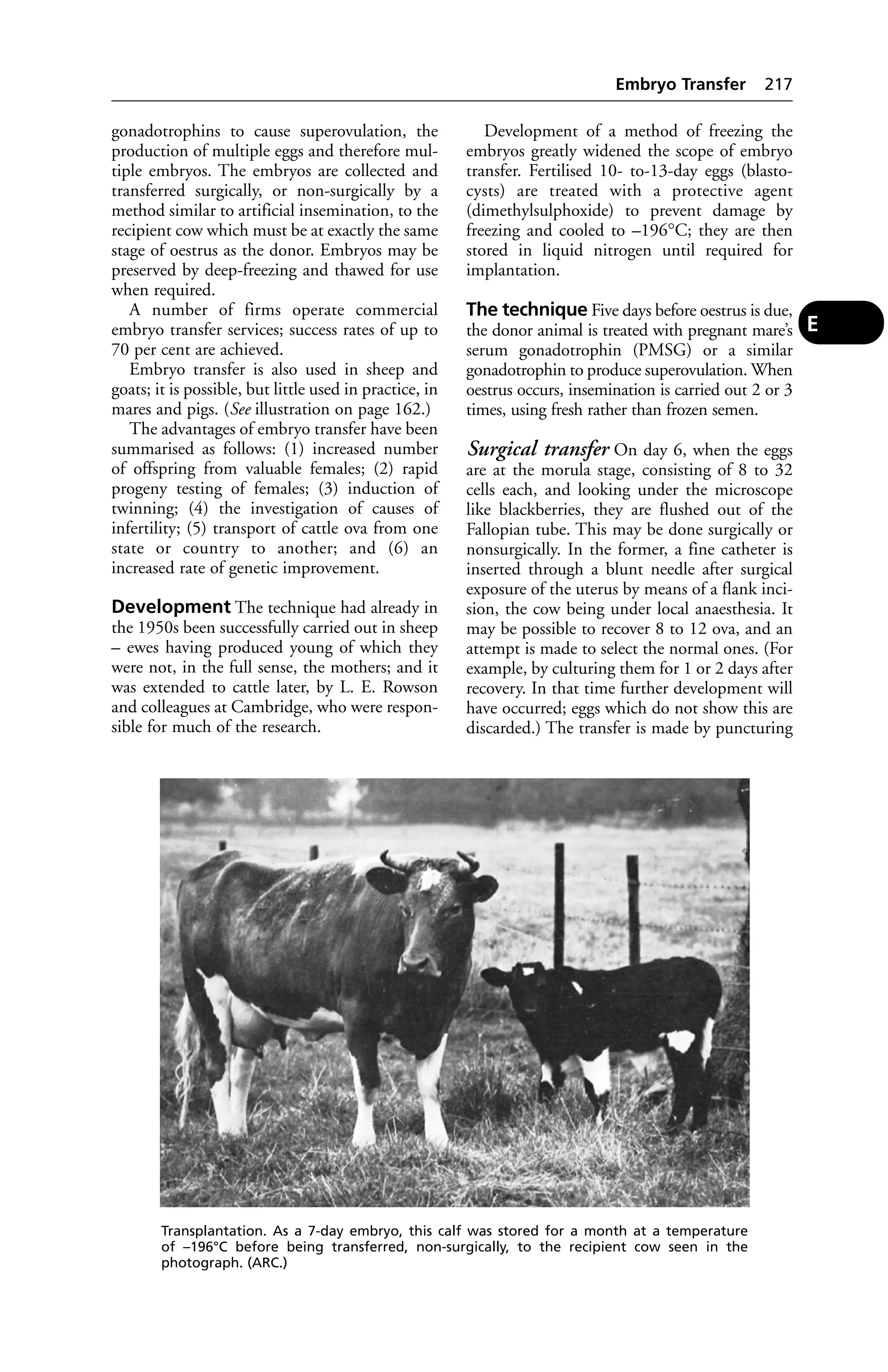 gonadotrophins to cause superovulation, the 
production of multiple eggs and therefore mul-tiple 
embryos. The embryos are collected and 
transferred surgically, or non-surgically by a 
method similar to artificial insemination, to the 
recipient cow which must be at exactly the same 
stage of oestrus as the donor. Embryos may be 
preserved by deep-freezing and thawed for use 
when required. 
A number of firms operate commercial 
embryo transfer services; success rates of up to 
70 per cent are achieved. 
Embryo transfer is also used in sheep and 
goats; it is possible, but little used in practice, in 
mares and pigs. (See illustration on page 162.) 
The advantages of embryo transfer have been 
summarised as follows: (1) increased number 
of offspring from valuable females; (2) rapid 
progeny testing of females; (3) induction of 
twinning; (4) the investigation of causes of 
infertility; (5) transport of cattle ova from one 
state or country to another; and (6) an 
increased rate of genetic improvement. 
Development The technique had already in 
the 1950s been successfully carried out in sheep 
– ewes having produced young of which they 
were not, in the full sense, the mothers; and it 
was extended to cattle later, by L. E. Rowson 
and colleagues at Cambridge, who were respon-sible 
for much of the research. 
Embryo Transfer 217 
Development of a method of freezing the 
embryos greatly widened the scope of embryo 
transfer. Fertilised 10- to-13-day eggs (blasto-cysts) 
are treated with a protective agent 
(dimethylsulphoxide) to prevent damage by 
freezing and cooled to –196°C; they are then 
stored in liquid nitrogen until required for 
implantation. 
The technique Five days before oestrus is due, 
the donor animal is treated with pregnant mare’s 
serum gonadotrophin (PMSG) or a similar 
gonadotrophin to produce superovulation. When 
oestrus occurs, insemination is carried out 2 or 3 
times, using fresh rather than frozen semen. 
Surgical transfer On day 6, when the eggs 
are at the morula stage, consisting of 8 to 32 
cells each, and looking under the microscope 
like blackberries, they are flushed out of the 
Fallopian tube. This may be done surgically or 
nonsurgically. In the former, a fine catheter is 
inserted through a blunt needle after surgical 
exposure of the uterus by means of a flank inci-sion, 
the cow being under local anaesthesia. It 
may be possible to recover 8 to 12 ova, and an 
attempt is made to select the normal ones. (For 
example, by culturing them for 1 or 2 days after 
recovery. In that time further development will 
have occurred; eggs which do not show this are 
discarded.) The transfer is made by puncturing 
Transplantation. As a 7-day embryo, this calf was stored for a month at a temperature 
of –196°C before being transferred, non-surgically, to the recipient cow seen in the 
photograph. (ARC.) 
E 
 