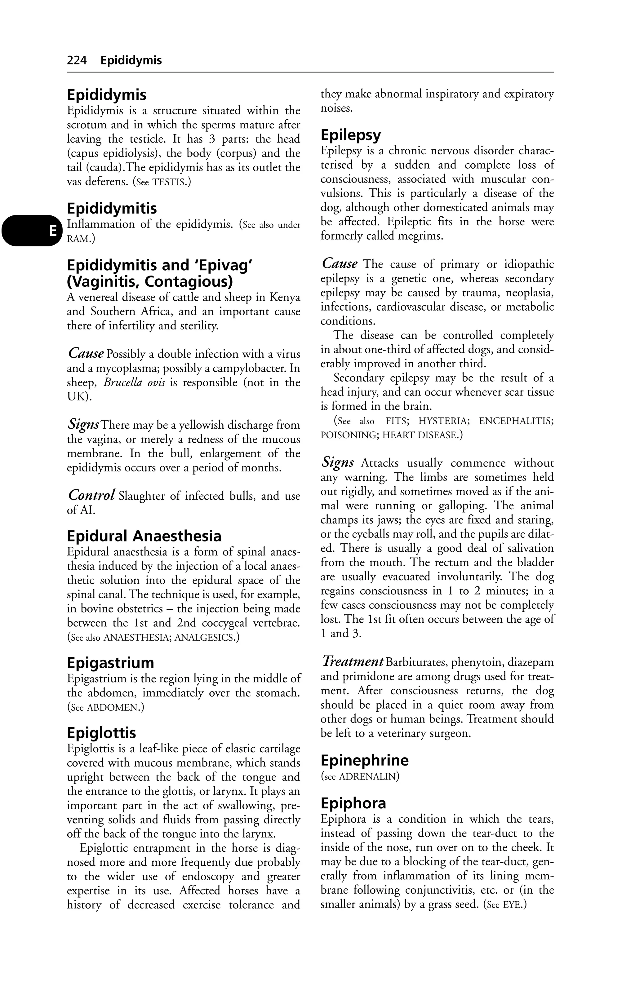 Epididymis 
Epididymis is a structure situated within the 
scrotum and in which the sperms mature after 
leaving the testicle. It has 3 parts: the head 
(capus epidiolysis), the body (corpus) and the 
tail (cauda).The epididymis has as its outlet the 
vas deferens. (See TESTIS.) 
Epididymitis 
Inflammation of the epididymis. (See also under 
RAM.) 
Epididymitis and ‘Epivag’ 
(Vaginitis, Contagious) 
A venereal disease of cattle and sheep in Kenya 
and Southern Africa, and an important cause 
there of infertility and sterility. 
Cause Possibly a double infection with a virus 
and a mycoplasma; possibly a campylobacter. In 
sheep, Brucella ovis is responsible (not in the 
UK). 
Signs There may be a yellowish discharge from 
the vagina, or merely a redness of the mucous 
membrane. In the bull, enlargement of the 
epididymis occurs over a period of months. 
Control Slaughter of infected bulls, and use 
of AI. 
Epidural Anaesthesia 
Epidural anaesthesia is a form of spinal anaes-thesia 
induced by the injection of a local anaes-thetic 
solution into the epidural space of the 
spinal canal. The technique is used, for example, 
in bovine obstetrics – the injection being made 
between the 1st and 2nd coccygeal vertebrae. 
(See also ANAESTHESIA; ANALGESICS.) 
Epigastrium 
Epigastrium is the region lying in the middle of 
the abdomen, immediately over the stomach. 
(See ABDOMEN.) 
Epiglottis 
Epiglottis is a leaf-like piece of elastic cartilage 
covered with mucous membrane, which stands 
upright between the back of the tongue and 
the entrance to the glottis, or larynx. It plays an 
important part in the act of swallowing, pre-venting 
solids and fluids from passing directly 
off the back of the tongue into the larynx. 
Epiglottic entrapment in the horse is diag-nosed 
more and more frequently due probably 
to the wider use of endoscopy and greater 
expertise in its use. Affected horses have a 
history of decreased exercise tolerance and 
they make abnormal inspiratory and expiratory 
noises. 
Epilepsy 
Epilepsy is a chronic nervous disorder charac-terised 
by a sudden and complete loss of 
consciousness, associated with muscular con-vulsions. 
This is particularly a disease of the 
dog, although other domesticated animals may 
be affected. Epileptic fits in the horse were 
formerly called megrims. 
Cause The cause of primary or idiopathic 
epilepsy is a genetic one, whereas secondary 
epilepsy may be caused by trauma, neoplasia, 
infections, cardiovascular disease, or metabolic 
conditions. 
The disease can be controlled completely 
in about one-third of affected dogs, and consid-erably 
improved in another third. 
Secondary epilepsy may be the result of a 
head injury, and can occur whenever scar tissue 
is formed in the brain. 
(See also FITS; HYSTERIA; ENCEPHALITIS; 
POISONING; HEART DISEASE.) 
Signs Attacks usually commence without 
any warning. The limbs are sometimes held 
out rigidly, and sometimes moved as if the ani-mal 
were running or galloping. The animal 
champs its jaws; the eyes are fixed and staring, 
or the eyeballs may roll, and the pupils are dilat-ed. 
There is usually a good deal of salivation 
from the mouth. The rectum and the bladder 
are usually evacuated involuntarily. The dog 
regains consciousness in 1 to 2 minutes; in a 
few cases consciousness may not be completely 
lost. The 1st fit often occurs between the age of 
1 and 3. 
Treatment Barbiturates, phenytoin, diazepam 
and primidone are among drugs used for treat-ment. 
After consciousness returns, the dog 
should be placed in a quiet room away from 
other dogs or human beings. Treatment should 
be left to a veterinary surgeon. 
Epinephrine 
(see ADRENALIN) 
Epiphora 
Epiphora is a condition in which the tears, 
instead of passing down the tear-duct to the 
inside of the nose, run over on to the cheek. It 
may be due to a blocking of the tear-duct, gen-erally 
from inflammation of its lining mem-brane 
following conjunctivitis, etc. or (in the 
smaller animals) by a grass seed. (See EYE.) 
224 Epididymis 
E 
 