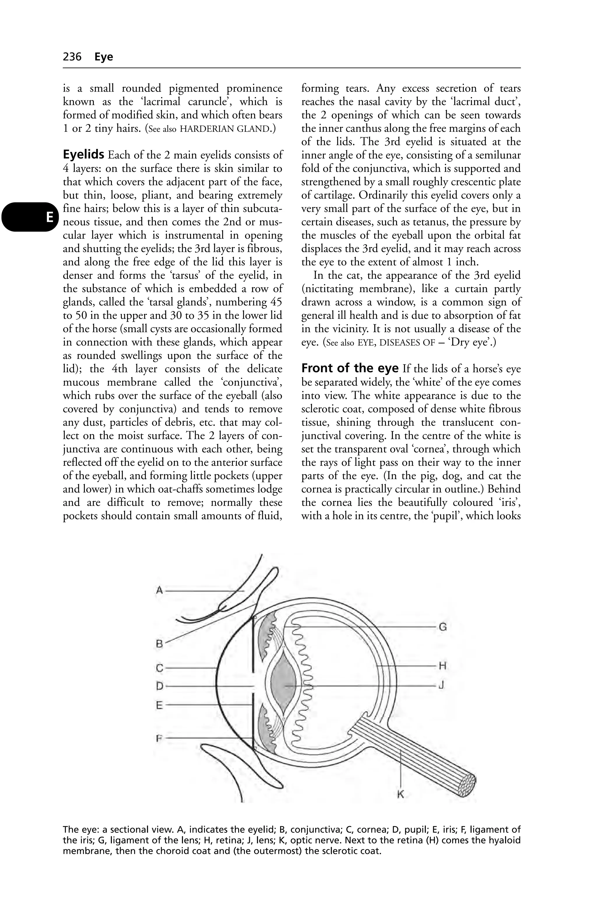 is a small rounded pigmented prominence 
known as the ‘lacrimal caruncle’, which is 
formed of modified skin, and which often bears 
1 or 2 tiny hairs. (See also HARDERIAN GLAND.) 
Eyelids Each of the 2 main eyelids consists of 
4 layers: on the surface there is skin similar to 
that which covers the adjacent part of the face, 
but thin, loose, pliant, and bearing extremely 
fine hairs; below this is a layer of thin subcuta-neous 
tissue, and then comes the 2nd or mus-cular 
layer which is instrumental in opening 
and shutting the eyelids; the 3rd layer is fibrous, 
and along the free edge of the lid this layer is 
denser and forms the ‘tarsus’ of the eyelid, in 
the substance of which is embedded a row of 
glands, called the ‘tarsal glands’, numbering 45 
to 50 in the upper and 30 to 35 in the lower lid 
of the horse (small cysts are occasionally formed 
in connection with these glands, which appear 
as rounded swellings upon the surface of the 
lid); the 4th layer consists of the delicate 
mucous membrane called the ‘conjunctiva’, 
which rubs over the surface of the eyeball (also 
covered by conjunctiva) and tends to remove 
any dust, particles of debris, etc. that may col-lect 
on the moist surface. The 2 layers of con-junctiva 
are continuous with each other, being 
reflected off the eyelid on to the anterior surface 
of the eyeball, and forming little pockets (upper 
and lower) in which oat-chaffs sometimes lodge 
and are difficult to remove; normally these 
pockets should contain small amounts of fluid, 
forming tears. Any excess secretion of tears 
reaches the nasal cavity by the ‘lacrimal duct’, 
the 2 openings of which can be seen towards 
the inner canthus along the free margins of each 
of the lids. The 3rd eyelid is situated at the 
inner angle of the eye, consisting of a semilunar 
fold of the conjunctiva, which is supported and 
strengthened by a small roughly crescentic plate 
of cartilage. Ordinarily this eyelid covers only a 
very small part of the surface of the eye, but in 
certain diseases, such as tetanus, the pressure by 
the muscles of the eyeball upon the orbital fat 
displaces the 3rd eyelid, and it may reach across 
the eye to the extent of almost 1 inch. 
In the cat, the appearance of the 3rd eyelid 
(nictitating membrane), like a curtain partly 
drawn across a window, is a common sign of 
general ill health and is due to absorption of fat 
in the vicinity. It is not usually a disease of the 
eye. (See also EYE, DISEASES OF – ‘Dry eye’.) 
Front of the eye If the lids of a horse’s eye 
be separated widely, the ‘white’ of the eye comes 
into view. The white appearance is due to the 
sclerotic coat, composed of dense white fibrous 
tissue, shining through the translucent con-junctival 
covering. In the centre of the white is 
set the transparent oval ‘cornea’, through which 
the rays of light pass on their way to the inner 
parts of the eye. (In the pig, dog, and cat the 
cornea is practically circular in outline.) Behind 
the cornea lies the beautifully coloured ‘iris’, 
with a hole in its centre, the ‘pupil’, which looks 
236 Eye 
E 
The eye: a sectional view. A, indicates the eyelid; B, conjunctiva; C, cornea; D, pupil; E, iris; F, ligament of 
the iris; G, ligament of the lens; H, retina; J, lens; K, optic nerve. Next to the retina (H) comes the hyaloid 
membrane, then the choroid coat and (the outermost) the sclerotic coat. 
 