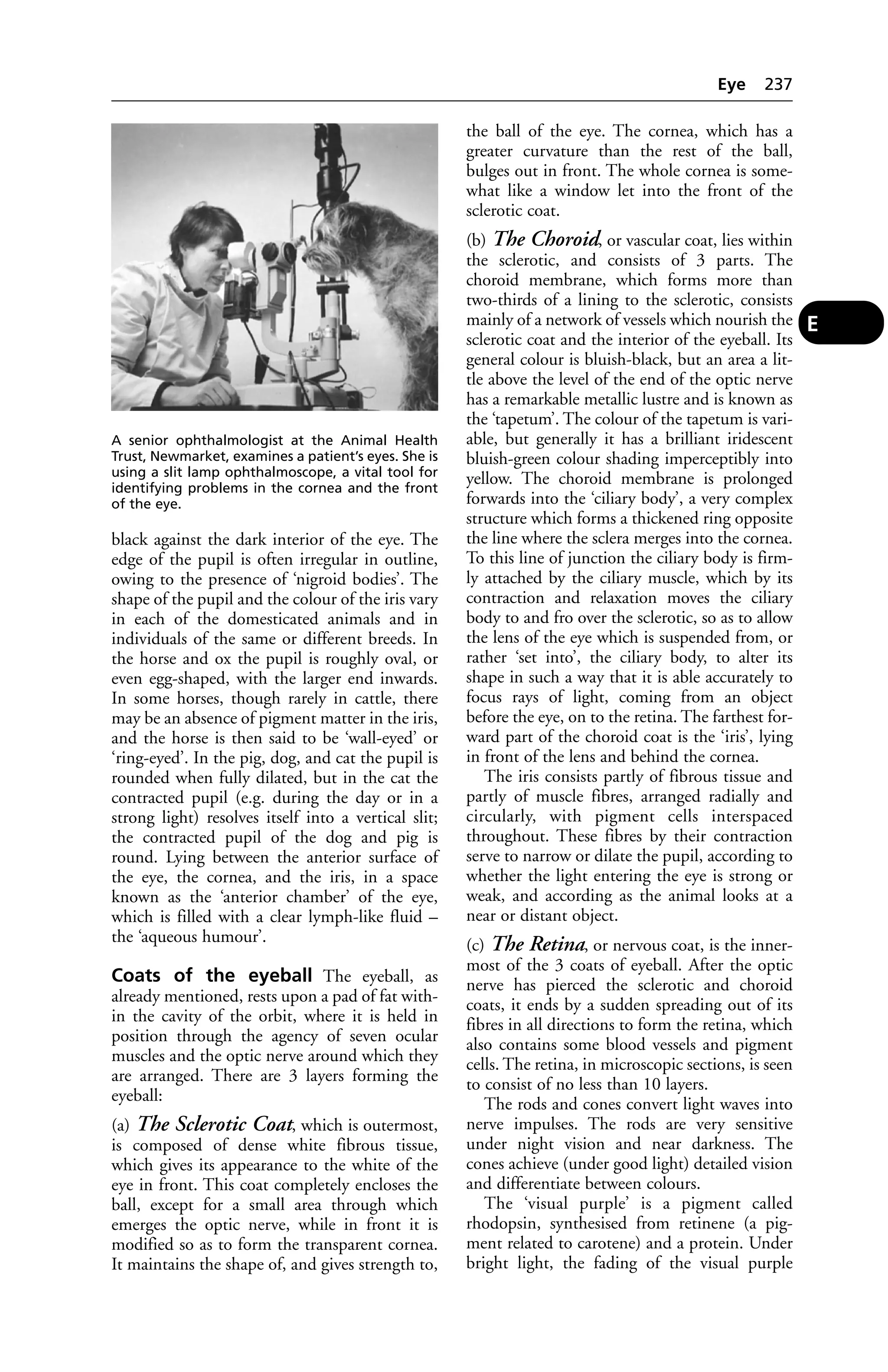 black against the dark interior of the eye. The 
edge of the pupil is often irregular in outline, 
owing to the presence of ‘nigroid bodies’. The 
shape of the pupil and the colour of the iris vary 
in each of the domesticated animals and in 
individuals of the same or different breeds. In 
the horse and ox the pupil is roughly oval, or 
even egg-shaped, with the larger end inwards. 
In some horses, though rarely in cattle, there 
may be an absence of pigment matter in the iris, 
and the horse is then said to be ‘wall-eyed’ or 
‘ring-eyed’. In the pig, dog, and cat the pupil is 
rounded when fully dilated, but in the cat the 
contracted pupil (e.g. during the day or in a 
strong light) resolves itself into a vertical slit; 
the contracted pupil of the dog and pig is 
round. Lying between the anterior surface of 
the eye, the cornea, and the iris, in a space 
known as the ‘anterior chamber’ of the eye, 
which is filled with a clear lymph-like fluid – 
the ‘aqueous humour’. 
Coats of the eyeball The eyeball, as 
already mentioned, rests upon a pad of fat with-in 
the cavity of the orbit, where it is held in 
position through the agency of seven ocular 
muscles and the optic nerve around which they 
are arranged. There are 3 layers forming the 
eyeball: 
(a) The Sclerotic Coat, which is outermost, 
is composed of dense white fibrous tissue, 
which gives its appearance to the white of the 
eye in front. This coat completely encloses the 
ball, except for a small area through which 
emerges the optic nerve, while in front it is 
modified so as to form the transparent cornea. 
It maintains the shape of, and gives strength to, 
the ball of the eye. The cornea, which has a 
greater curvature than the rest of the ball, 
bulges out in front. The whole cornea is some-what 
like a window let into the front of the 
sclerotic coat. 
(b) The Choroid, or vascular coat, lies within 
the sclerotic, and consists of 3 parts. The 
choroid membrane, which forms more than 
two-thirds of a lining to the sclerotic, consists 
mainly of a network of vessels which nourish the 
sclerotic coat and the interior of the eyeball. Its 
general colour is bluish-black, but an area a lit-tle 
above the level of the end of the optic nerve 
has a remarkable metallic lustre and is known as 
the ‘tapetum’. The colour of the tapetum is vari-able, 
but generally it has a brilliant iridescent 
bluish-green colour shading imperceptibly into 
yellow. The choroid membrane is prolonged 
forwards into the ‘ciliary body’, a very complex 
structure which forms a thickened ring opposite 
the line where the sclera merges into the cornea. 
To this line of junction the ciliary body is firm-ly 
attached by the ciliary muscle, which by its 
contraction and relaxation moves the ciliary 
body to and fro over the sclerotic, so as to allow 
the lens of the eye which is suspended from, or 
rather ‘set into’, the ciliary body, to alter its 
shape in such a way that it is able accurately to 
focus rays of light, coming from an object 
before the eye, on to the retina. The farthest for-ward 
part of the choroid coat is the ‘iris’, lying 
in front of the lens and behind the cornea. 
The iris consists partly of fibrous tissue and 
partly of muscle fibres, arranged radially and 
circularly, with pigment cells interspaced 
throughout. These fibres by their contraction 
serve to narrow or dilate the pupil, according to 
whether the light entering the eye is strong or 
weak, and according as the animal looks at a 
near or distant object. 
(c) The Retina, or nervous coat, is the inner-most 
of the 3 coats of eyeball. After the optic 
nerve has pierced the sclerotic and choroid 
coats, it ends by a sudden spreading out of its 
fibres in all directions to form the retina, which 
also contains some blood vessels and pigment 
cells. The retina, in microscopic sections, is seen 
to consist of no less than 10 layers. 
The rods and cones convert light waves into 
nerve impulses. The rods are very sensitive 
under night vision and near darkness. The 
cones achieve (under good light) detailed vision 
and differentiate between colours. 
The ‘visual purple’ is a pigment called 
rhodopsin, synthesised from retinene (a pig-ment 
related to carotene) and a protein. Under 
bright light, the fading of the visual purple 
A senior ophthalmologist at the Animal Health 
Trust, Newmarket, examines a patient’s eyes. She is 
using a slit lamp ophthalmoscope, a vital tool for 
identifying problems in the cornea and the front 
of the eye. 
Eye 237 
E 
 