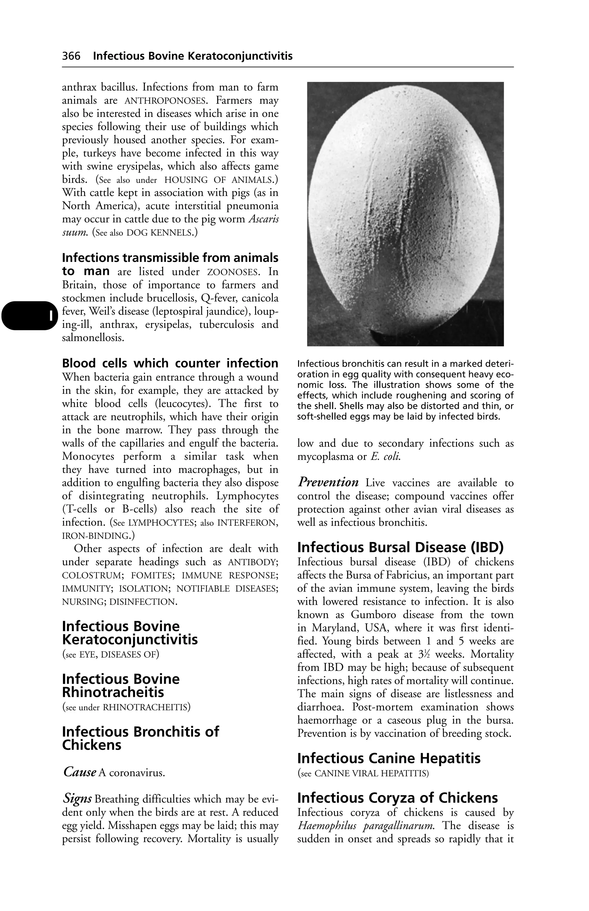 Veterinary dictionary _21st_edition