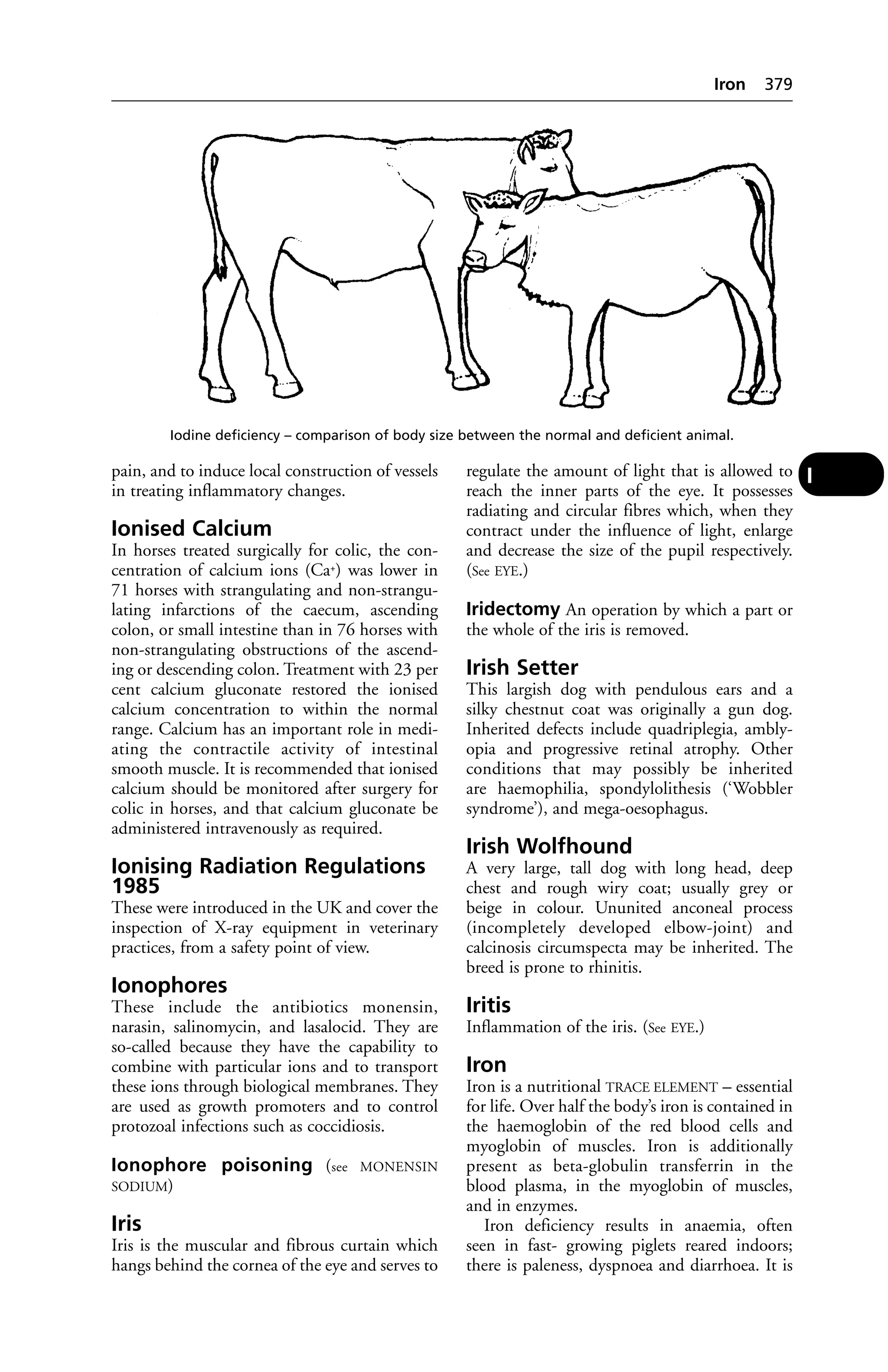 Veterinary dictionary _21st_edition