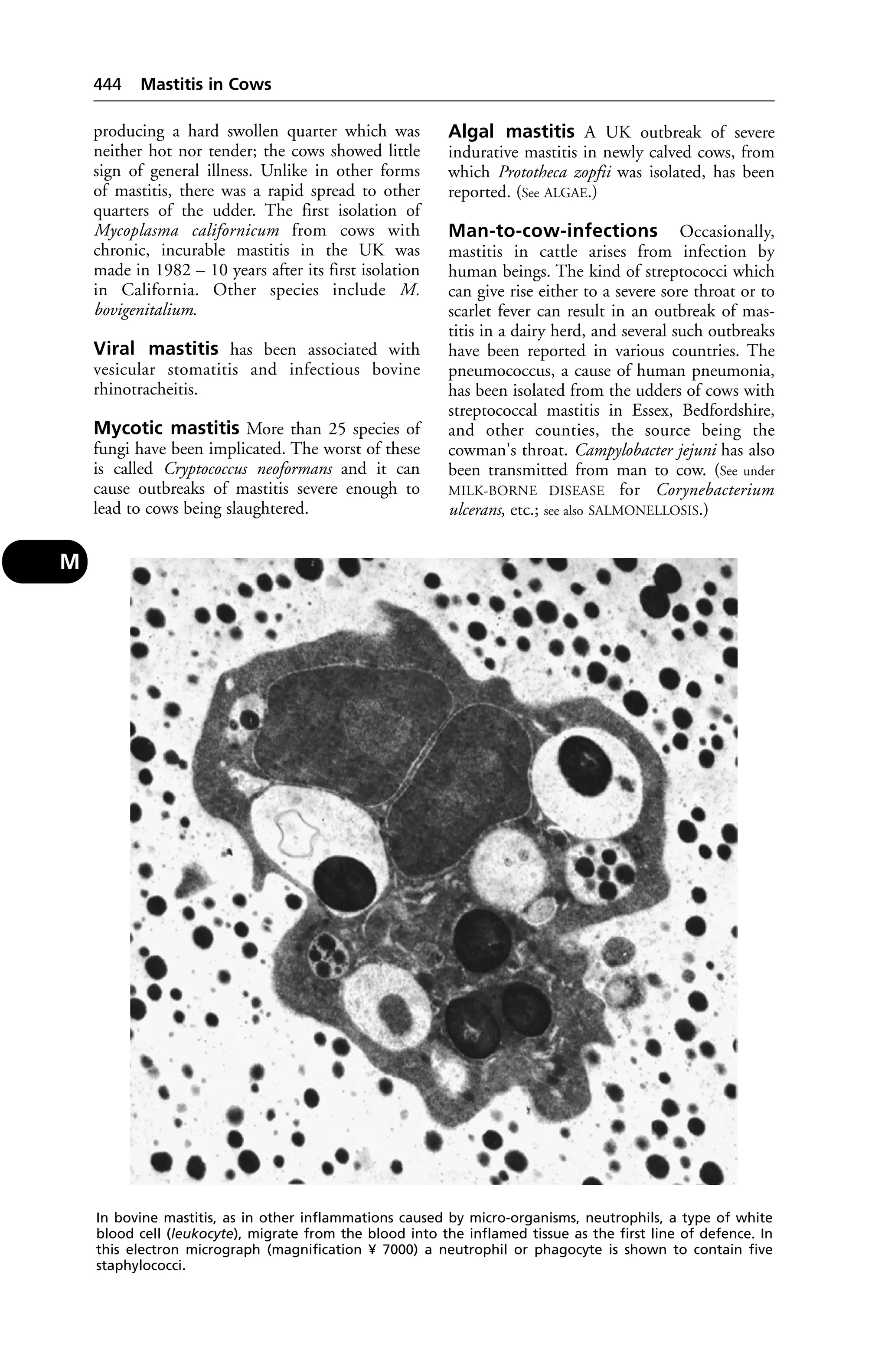 Veterinary dictionary _21st_edition