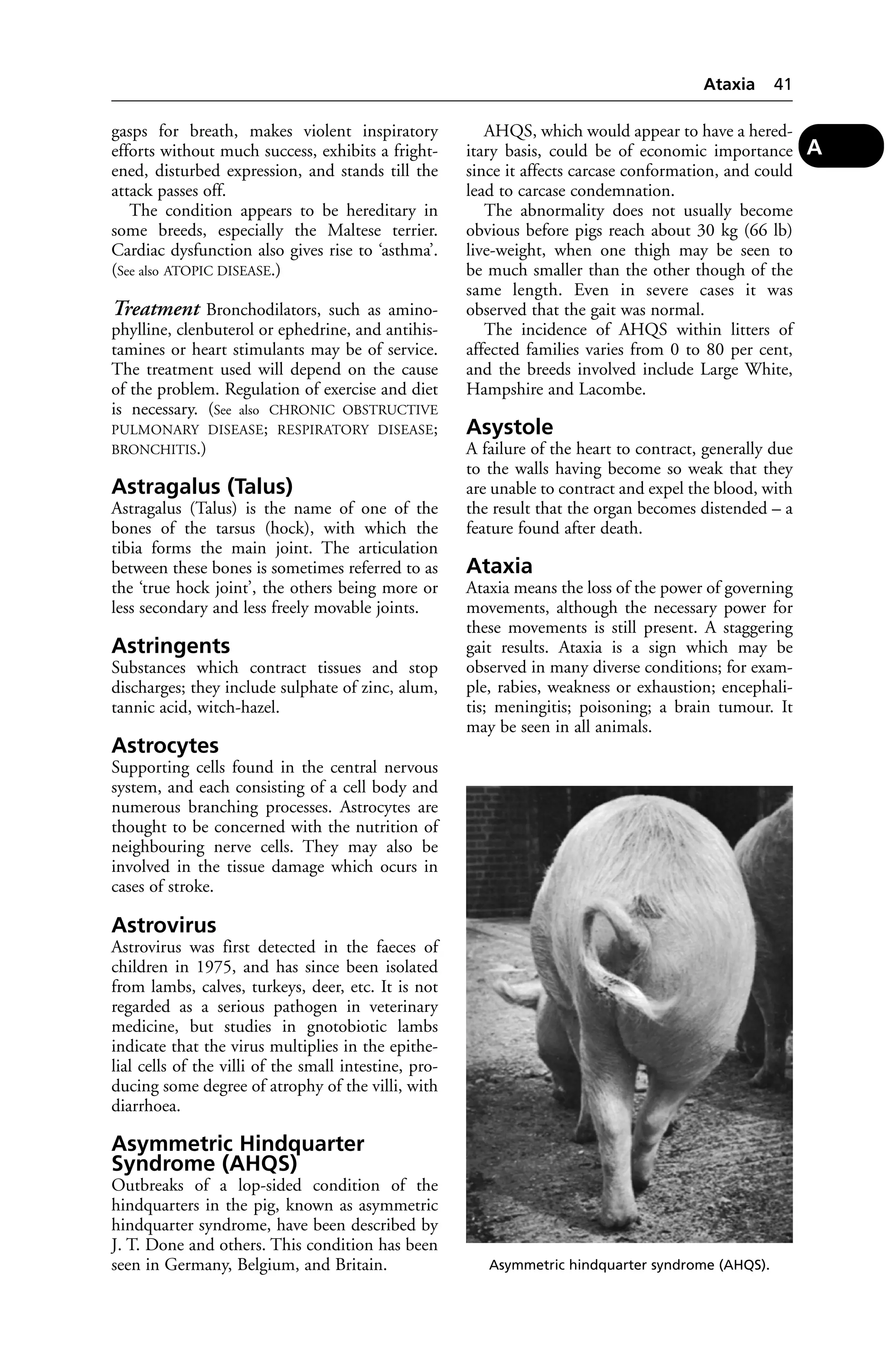 gasps for breath, makes violent inspiratory 
efforts without much success, exhibits a fright-ened, 
disturbed expression, and stands till the 
attack passes off. 
The condition appears to be hereditary in 
some breeds, especially the Maltese terrier. 
Cardiac dysfunction also gives rise to ‘asthma’. 
(See also ATOPIC DISEASE.) 
Treatment Bronchodilators, such as amino-phylline, 
clenbuterol or ephedrine, and antihis-tamines 
or heart stimulants may be of service. 
The treatment used will depend on the cause 
of the problem. Regulation of exercise and diet 
is necessary. (See also CHRONIC OBSTRUCTIVE 
PULMONARY DISEASE; RESPIRATORY DISEASE; 
BRONCHITIS.) 
Astragalus (Talus) 
Astragalus (Talus) is the name of one of the 
bones of the tarsus (hock), with which the 
tibia forms the main joint. The articulation 
between these bones is sometimes referred to as 
the ‘true hock joint’, the others being more or 
less secondary and less freely movable joints. 
Astringents 
Substances which contract tissues and stop 
discharges; they include sulphate of zinc, alum, 
tannic acid, witch-hazel. 
Astrocytes 
Supporting cells found in the central nervous 
system, and each consisting of a cell body and 
numerous branching processes. Astrocytes are 
thought to be concerned with the nutrition of 
neighbouring nerve cells. They may also be 
involved in the tissue damage which ocurs in 
cases of stroke. 
Astrovirus 
Astrovirus was first detected in the faeces of 
children in 1975, and has since been isolated 
from lambs, calves, turkeys, deer, etc. It is not 
regarded as a serious pathogen in veterinary 
medicine, but studies in gnotobiotic lambs 
indicate that the virus multiplies in the epithe-lial 
cells of the villi of the small intestine, pro-ducing 
some degree of atrophy of the villi, with 
diarrhoea. 
Asymmetric Hindquarter 
Syndrome (AHQS) 
Outbreaks of a lop-sided condition of the 
hindquarters in the pig, known as asymmetric 
hindquarter syndrome, have been described by 
J. T. Done and others. This condition has been 
seen in Germany, Belgium, and Britain. 
AHQS, which would appear to have a hered-itary 
basis, could be of economic importance 
since it affects carcase conformation, and could 
lead to carcase condemnation. 
The abnormality does not usually become 
obvious before pigs reach about 30 kg (66 lb) 
live-weight, when one thigh may be seen to 
be much smaller than the other though of the 
same length. Even in severe cases it was 
observed that the gait was normal. 
The incidence of AHQS within litters of 
affected families varies from 0 to 80 per cent, 
and the breeds involved include Large White, 
Hampshire and Lacombe. 
Asystole 
A failure of the heart to contract, generally due 
to the walls having become so weak that they 
are unable to contract and expel the blood, with 
the result that the organ becomes distended – a 
feature found after death. 
Ataxia 
Ataxia means the loss of the power of governing 
movements, although the necessary power for 
these movements is still present. A staggering 
gait results. Ataxia is a sign which may be 
observed in many diverse conditions; for exam-ple, 
rabies, weakness or exhaustion; encephali-tis; 
meningitis; poisoning; a brain tumour. It 
may be seen in all animals. 
Ataxia 41 
A 
Asymmetric hindquarter syndrome (AHQS). 
 