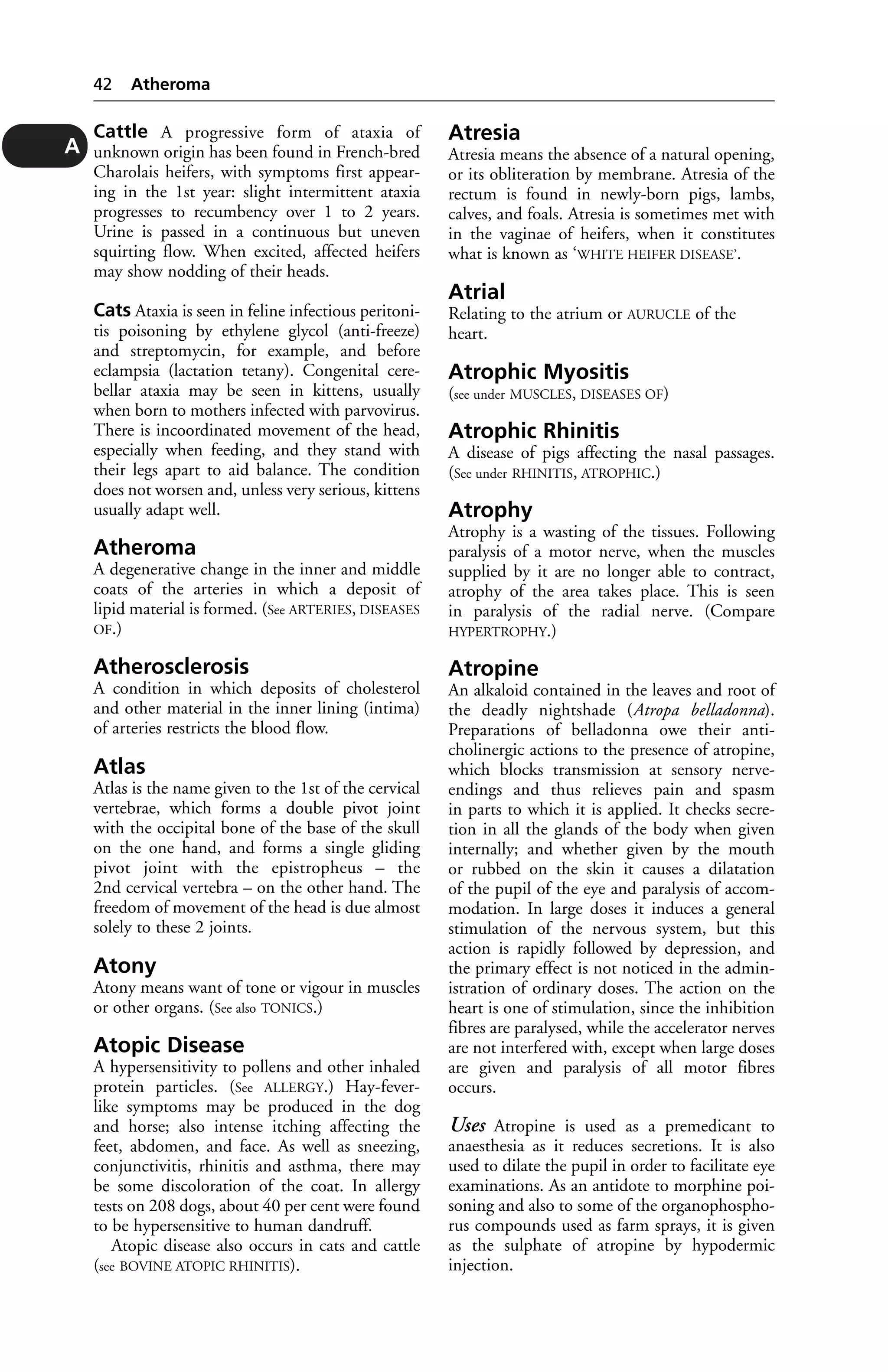 Cattle A progressive form of ataxia of 
unknown origin has been found in French-bred 
Charolais heifers, with symptoms first appear-ing 
in the 1st year: slight intermittent ataxia 
progresses to recumbency over 1 to 2 years. 
Urine is passed in a continuous but uneven 
squirting flow. When excited, affected heifers 
may show nodding of their heads. 
Cats Ataxia is seen in feline infectious peritoni-tis 
poisoning by ethylene glycol (anti-freeze) 
and streptomycin, for example, and before 
eclampsia (lactation tetany). Congenital cere-bellar 
ataxia may be seen in kittens, usually 
when born to mothers infected with parvovirus. 
There is incoordinated movement of the head, 
especially when feeding, and they stand with 
their legs apart to aid balance. The condition 
does not worsen and, unless very serious, kittens 
usually adapt well. 
Atheroma 
A degenerative change in the inner and middle 
coats of the arteries in which a deposit of 
lipid material is formed. (See ARTERIES, DISEASES 
OF.) 
Atherosclerosis 
A condition in which deposits of cholesterol 
and other material in the inner lining (intima) 
of arteries restricts the blood flow. 
Atlas 
Atlas is the name given to the 1st of the cervical 
vertebrae, which forms a double pivot joint 
with the occipital bone of the base of the skull 
on the one hand, and forms a single gliding 
pivot joint with the epistropheus – the 
2nd cervical vertebra – on the other hand. The 
freedom of movement of the head is due almost 
solely to these 2 joints. 
Atony 
Atony means want of tone or vigour in muscles 
or other organs. (See also TONICS.) 
Atopic Disease 
A hypersensitivity to pollens and other inhaled 
protein particles. (See ALLERGY.) Hay-fever-like 
symptoms may be produced in the dog 
and horse; also intense itching affecting the 
feet, abdomen, and face. As well as sneezing, 
conjunctivitis, rhinitis and asthma, there may 
be some discoloration of the coat. In allergy 
tests on 208 dogs, about 40 per cent were found 
to be hypersensitive to human dandruff. 
Atopic disease also occurs in cats and cattle 
(see BOVINE ATOPIC RHINITIS). 
Atresia 
Atresia means the absence of a natural opening, 
or its obliteration by membrane. Atresia of the 
rectum is found in newly-born pigs, lambs, 
calves, and foals. Atresia is sometimes met with 
in the vaginae of heifers, when it constitutes 
what is known as ‘WHITE HEIFER DISEASE’. 
Atrial 
Relating to the atrium or AURUCLE of the 
heart. 
Atrophic Myositis 
(see under MUSCLES, DISEASES OF) 
Atrophic Rhinitis 
A disease of pigs affecting the nasal passages. 
(See under RHINITIS, ATROPHIC.) 
Atrophy 
Atrophy is a wasting of the tissues. Following 
paralysis of a motor nerve, when the muscles 
supplied by it are no longer able to contract, 
atrophy of the area takes place. This is seen 
in paralysis of the radial nerve. (Compare 
HYPERTROPHY.) 
Atropine 
An alkaloid contained in the leaves and root of 
the deadly nightshade (Atropa belladonna). 
Preparations of belladonna owe their anti-cholinergic 
actions to the presence of atropine, 
which blocks transmission at sensory nerve-endings 
and thus relieves pain and spasm 
in parts to which it is applied. It checks secre-tion 
in all the glands of the body when given 
internally; and whether given by the mouth 
or rubbed on the skin it causes a dilatation 
of the pupil of the eye and paralysis of accom-modation. 
In large doses it induces a general 
stimulation of the nervous system, but this 
action is rapidly followed by depression, and 
the primary effect is not noticed in the admin-istration 
of ordinary doses. The action on the 
heart is one of stimulation, since the inhibition 
fibres are paralysed, while the accelerator nerves 
are not interfered with, except when large doses 
are given and paralysis of all motor fibres 
occurs. 
Uses Atropine is used as a premedicant to 
anaesthesia as it reduces secretions. It is also 
used to dilate the pupil in order to facilitate eye 
examinations. As an antidote to morphine poi-soning 
and also to some of the organophospho-rus 
compounds used as farm sprays, it is given 
as the sulphate of atropine by hypodermic 
injection. 
42 Atheroma 
A 
 