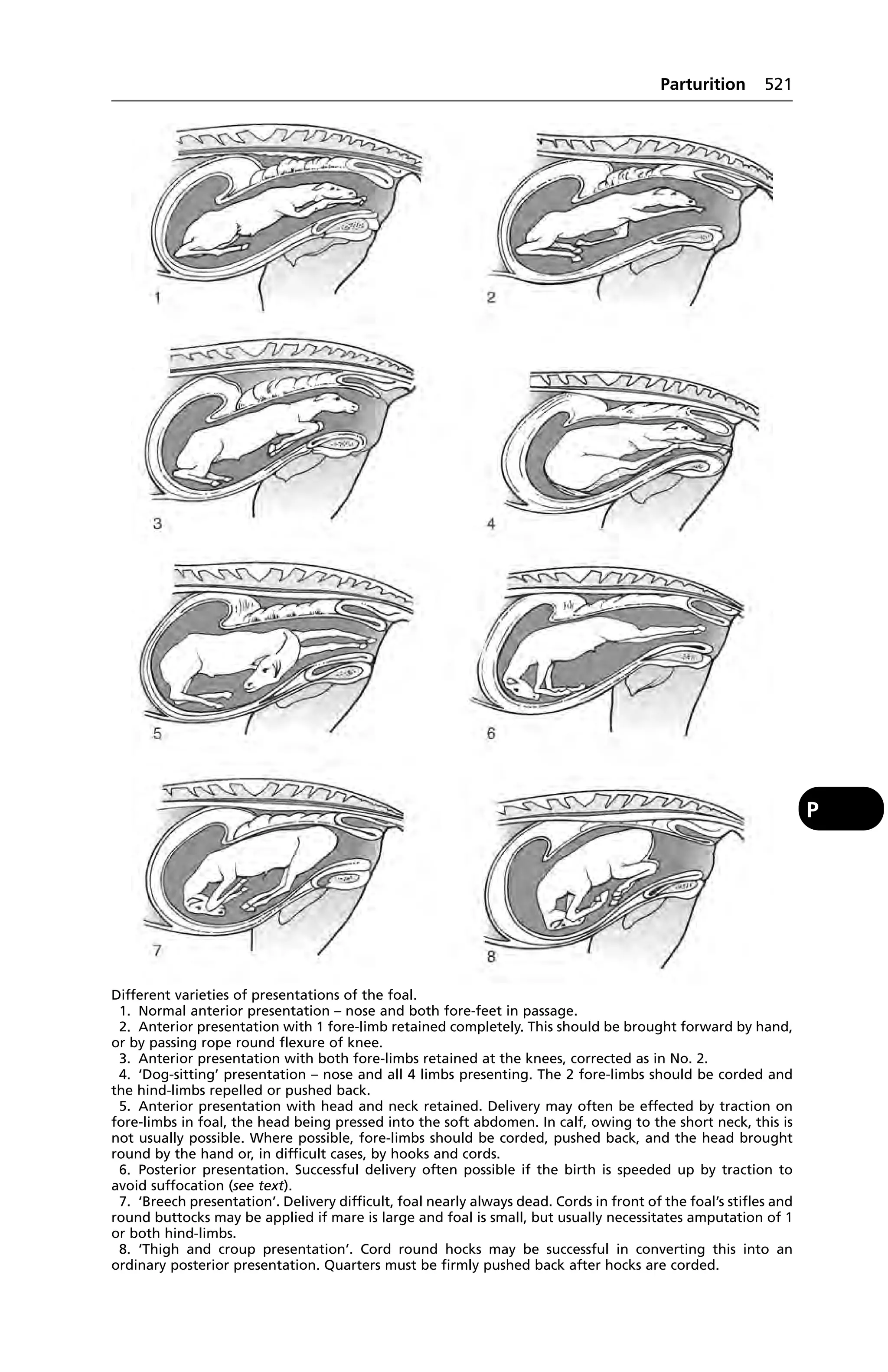 Veterinary dictionary _21st_edition