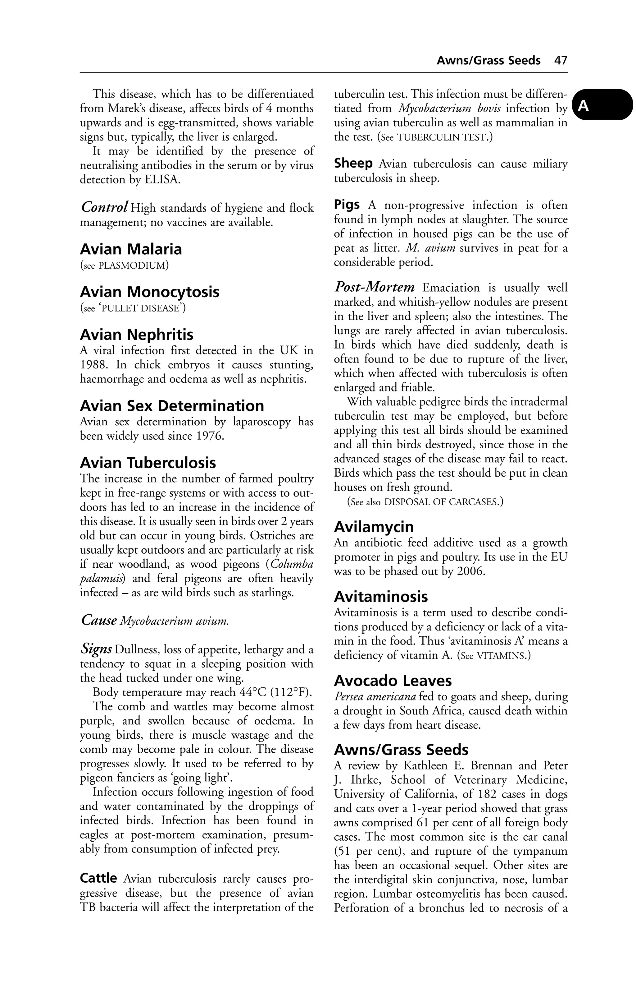 This disease, which has to be differentiated 
from Marek’s disease, affects birds of 4 months 
upwards and is egg-transmitted, shows variable 
signs but, typically, the liver is enlarged. 
It may be identified by the presence of 
neutralising antibodies in the serum or by virus 
detection by ELISA. 
Control High standards of hygiene and flock 
management; no vaccines are available. 
Avian Malaria 
(see PLASMODIUM) 
Avian Monocytosis 
(see ‘PULLET DISEASE’) 
Avian Nephritis 
A viral infection first detected in the UK in 
1988. In chick embryos it causes stunting, 
haemorrhage and oedema as well as nephritis. 
Avian Sex Determination 
Avian sex determination by laparoscopy has 
been widely used since 1976. 
Avian Tuberculosis 
The increase in the number of farmed poultry 
kept in free-range systems or with access to out-doors 
has led to an increase in the incidence of 
this disease. It is usually seen in birds over 2 years 
old but can occur in young birds. Ostriches are 
usually kept outdoors and are particularly at risk 
if near woodland, as wood pigeons (Columba 
palamuis) and feral pigeons are often heavily 
infected – as are wild birds such as starlings. 
Cause Mycobacterium avium. 
Signs Dullness, loss of appetite, lethargy and a 
tendency to squat in a sleeping position with 
the head tucked under one wing. 
Body temperature may reach 44°C (112°F). 
The comb and wattles may become almost 
purple, and swollen because of oedema. In 
young birds, there is muscle wastage and the 
comb may become pale in colour. The disease 
progresses slowly. It used to be referred to by 
pigeon fanciers as ‘going light’. 
Infection occurs following ingestion of food 
and water contaminated by the droppings of 
infected birds. Infection has been found in 
eagles at post-mortem examination, presum-ably 
from consumption of infected prey. 
Cattle Avian tuberculosis rarely causes pro-gressive 
disease, but the presence of avian 
TB bacteria will affect the interpretation of the 
Awns/Grass Seeds 47 
tuberculin test. This infection must be differen-tiated 
from Mycobacterium bovis infection by 
using avian tuberculin as well as mammalian in 
the test. (See TUBERCULIN TEST.) 
Sheep Avian tuberculosis can cause miliary 
tuberculosis in sheep. 
Pigs A non-progressive infection is often 
found in lymph nodes at slaughter. The source 
of infection in housed pigs can be the use of 
peat as litter. M. avium survives in peat for a 
considerable period. 
Post-Mortem Emaciation is usually well 
marked, and whitish-yellow nodules are present 
in the liver and spleen; also the intestines. The 
lungs are rarely affected in avian tuberculosis. 
In birds which have died suddenly, death is 
often found to be due to rupture of the liver, 
which when affected with tuberculosis is often 
enlarged and friable. 
With valuable pedigree birds the intradermal 
tuberculin test may be employed, but before 
applying this test all birds should be examined 
and all thin birds destroyed, since those in the 
advanced stages of the disease may fail to react. 
Birds which pass the test should be put in clean 
houses on fresh ground. 
(See also DISPOSAL OF CARCASES.) 
Avilamycin 
An antibiotic feed additive used as a growth 
promoter in pigs and poultry. Its use in the EU 
was to be phased out by 2006. 
Avitaminosis 
Avitaminosis is a term used to describe condi-tions 
produced by a deficiency or lack of a vita-min 
in the food. Thus ‘avitaminosis A’ means a 
deficiency of vitamin A. (See VITAMINS.) 
Avocado Leaves 
Persea americana fed to goats and sheep, during 
a drought in South Africa, caused death within 
a few days from heart disease. 
Awns/Grass Seeds 
A review by Kathleen E. Brennan and Peter 
J. Ihrke, School of Veterinary Medicine, 
University of California, of 182 cases in dogs 
and cats over a 1-year period showed that grass 
awns comprised 61 per cent of all foreign body 
cases. The most common site is the ear canal 
(51 per cent), and rupture of the tympanum 
has been an occasional sequel. Other sites are 
the interdigital skin conjunctiva, nose, lumbar 
region. Lumbar osteomyelitis has been caused. 
Perforation of a bronchus led to necrosis of a 
A 
 