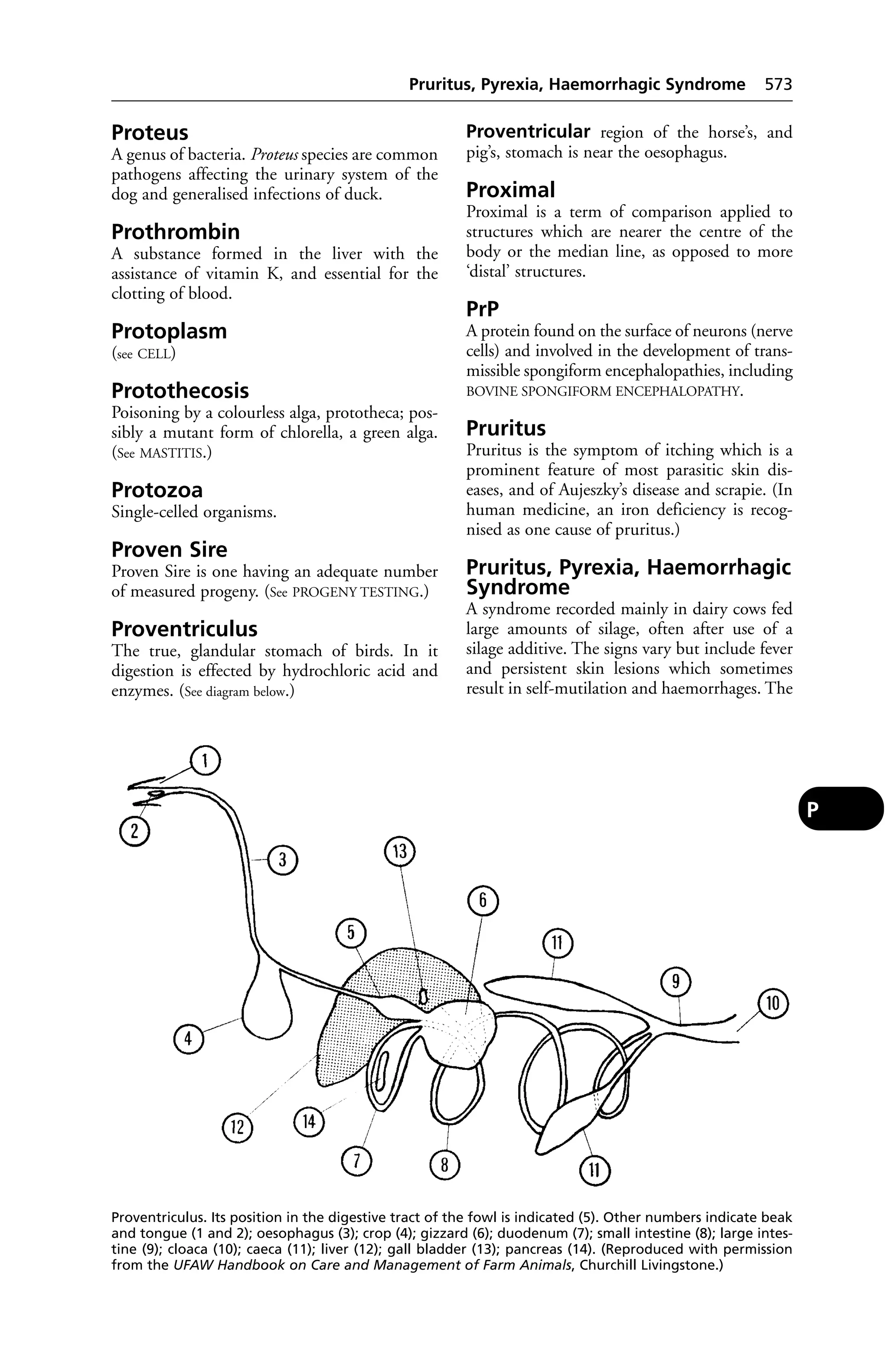 Veterinary dictionary _21st_edition