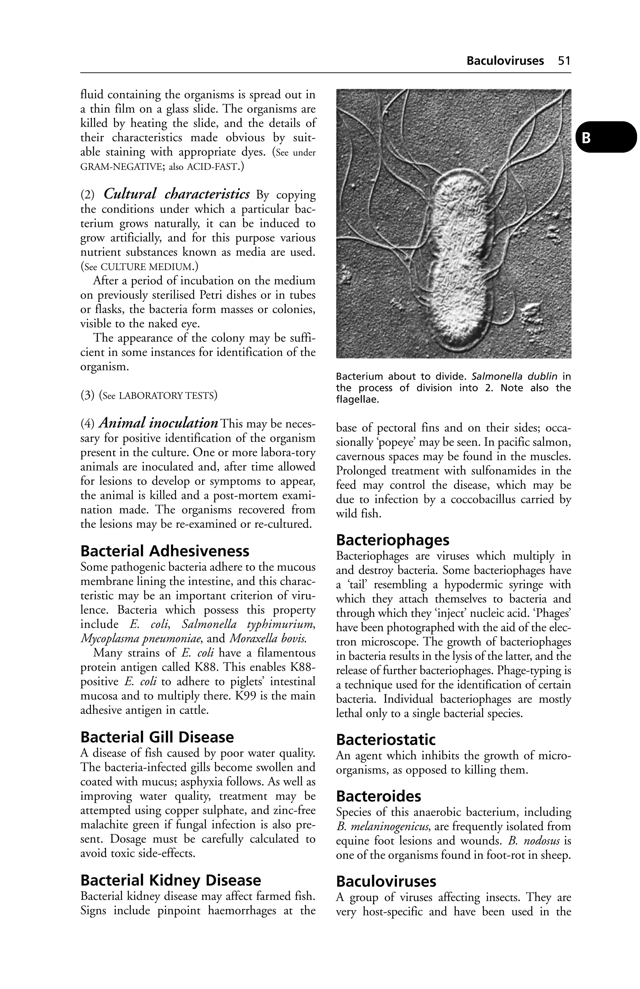 fluid containing the organisms is spread out in 
a thin film on a glass slide. The organisms are 
killed by heating the slide, and the details of 
their characteristics made obvious by suit-able 
staining with appropriate dyes. (See under 
GRAM-NEGATIVE; also ACID-FAST.) 
(2) Cultural characteristics By copying 
the conditions under which a particular bac-terium 
grows naturally, it can be induced to 
grow artificially, and for this purpose various 
nutrient substances known as media are used. 
(See CULTURE MEDIUM.) 
After a period of incubation on the medium 
on previously sterilised Petri dishes or in tubes 
or flasks, the bacteria form masses or colonies, 
visible to the naked eye. 
The appearance of the colony may be suffi-cient 
in some instances for identification of the 
organism. 
(3) (See LABORATORY TESTS) 
(4) Animal inoculation This may be neces-sary 
for positive identification of the organism 
present in the culture. One or more labora-tory 
animals are inoculated and, after time allowed 
for lesions to develop or symptoms to appear, 
the animal is killed and a post-mortem exami-nation 
made. The organisms recovered from 
the lesions may be re-examined or re-cultured. 
Bacterial Adhesiveness 
Some pathogenic bacteria adhere to the mucous 
membrane lining the intestine, and this charac-teristic 
may be an important criterion of viru-lence. 
Bacteria which possess this property 
include E. coli, Salmonella typhimurium, 
Mycoplasma pneumoniae, and Moraxella bovis. 
Many strains of E. coli have a filamentous 
protein antigen called K88. This enables K88- 
positive E. coli to adhere to piglets’ intestinal 
mucosa and to multiply there. K99 is the main 
adhesive antigen in cattle. 
Bacterial Gill Disease 
A disease of fish caused by poor water quality. 
The bacteria-infected gills become swollen and 
coated with mucus; asphyxia follows. As well as 
improving water quality, treatment may be 
attempted using copper sulphate, and zinc-free 
malachite green if fungal infection is also pre-sent. 
Dosage must be carefully calculated to 
avoid toxic side-effects. 
Bacterial Kidney Disease 
Bacterial kidney disease may affect farmed fish. 
Signs include pinpoint haemorrhages at the 
Baculoviruses 51 
base of pectoral fins and on their sides; occa-sionally 
‘popeye’ may be seen. In pacific salmon, 
cavernous spaces may be found in the muscles. 
Prolonged treatment with sulfonamides in the 
feed may control the disease, which may be 
due to infection by a coccobacillus carried by 
wild fish. 
Bacteriophages 
Bacteriophages are viruses which multiply in 
and destroy bacteria. Some bacteriophages have 
a ‘tail’ resembling a hypodermic syringe with 
which they attach themselves to bacteria and 
through which they ‘inject’ nucleic acid. ‘Phages’ 
have been photographed with the aid of the elec-tron 
microscope. The growth of bacteriophages 
in bacteria results in the lysis of the latter, and the 
release of further bacteriophages. Phage-typing is 
a technique used for the identification of certain 
bacteria. Individual bacteriophages are mostly 
lethal only to a single bacterial species. 
Bacteriostatic 
An agent which inhibits the growth of micro-organisms, 
as opposed to killing them. 
Bacteroides 
Species of this anaerobic bacterium, including 
B. melaninogenicus, are frequently isolated from 
equine foot lesions and wounds. B. nodosus is 
one of the organisms found in foot-rot in sheep. 
Baculoviruses 
A group of viruses affecting insects. They are 
very host-specific and have been used in the 
B 
Bacterium about to divide. Salmonella dublin in 
the process of division into 2. Note also the 
flagellae. 
 