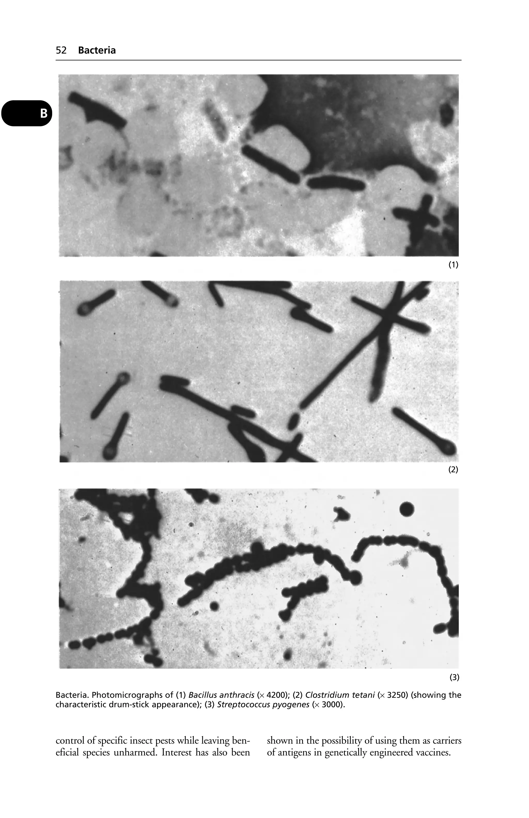 control of specific insect pests while leaving ben-eficial 
species unharmed. Interest has also been 
(1) 
(2) 
(3) 
shown in the possibility of using them as carriers 
of antigens in genetically engineered vaccines. 
52 Bacteria 
B 
Bacteria. Photomicrographs of (1) Bacillus anthracis (× 4200); (2) Clostridium tetani (× 3250) (showing the 
characteristic drum-stick appearance); (3) Streptococcus pyogenes (× 3000). 
 