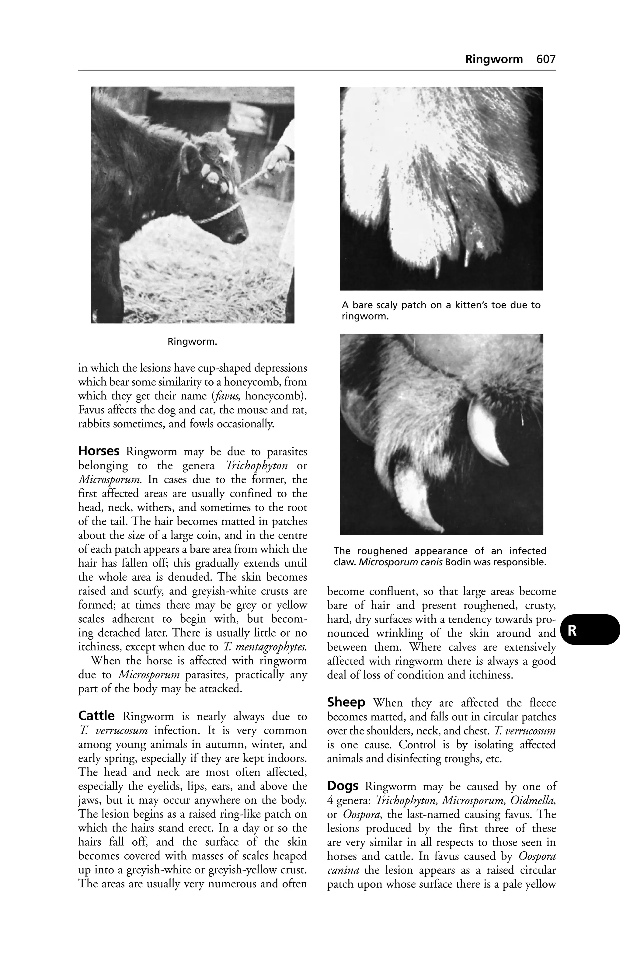 Veterinary dictionary _21st_edition