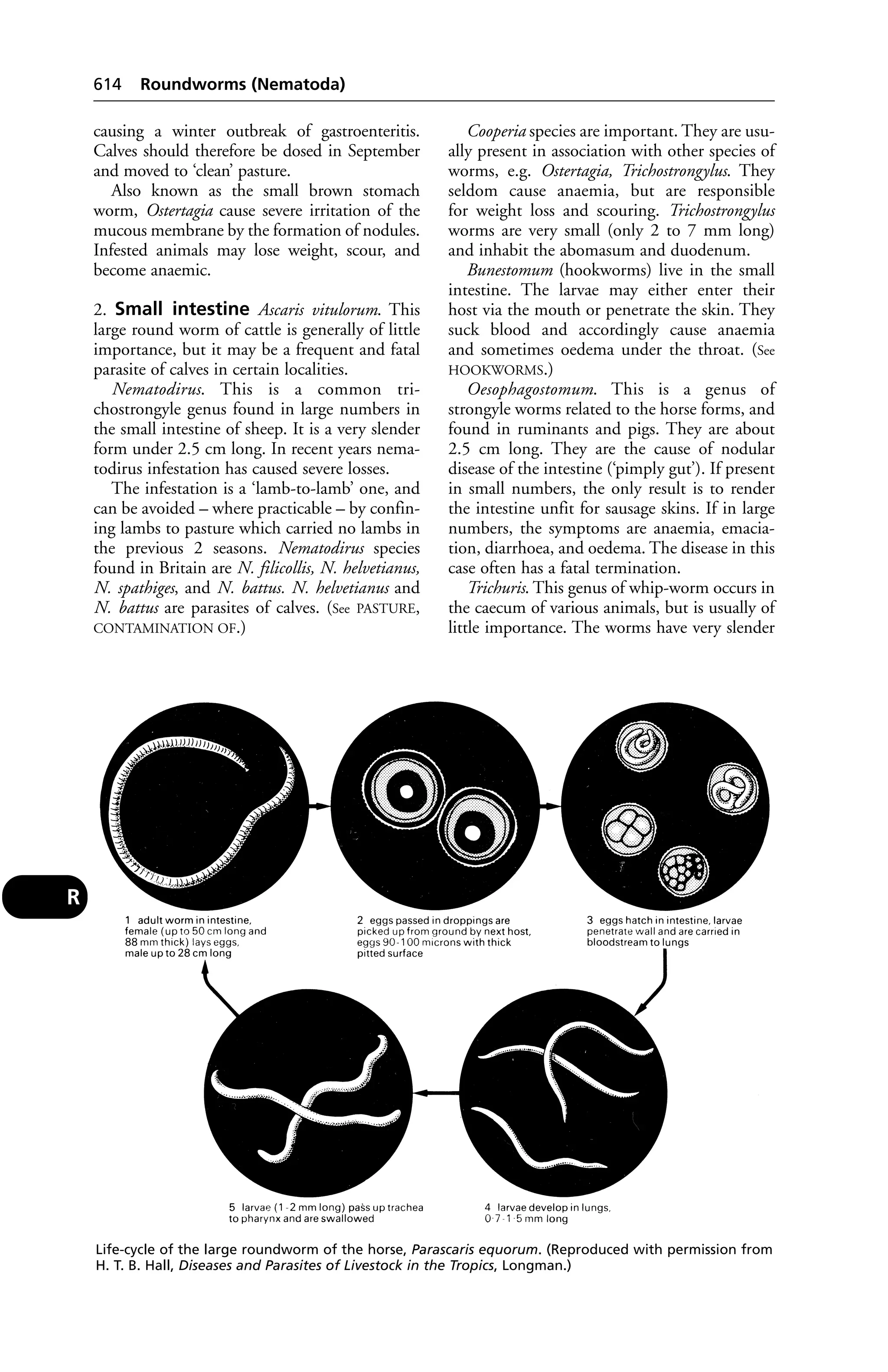 Veterinary dictionary _21st_edition