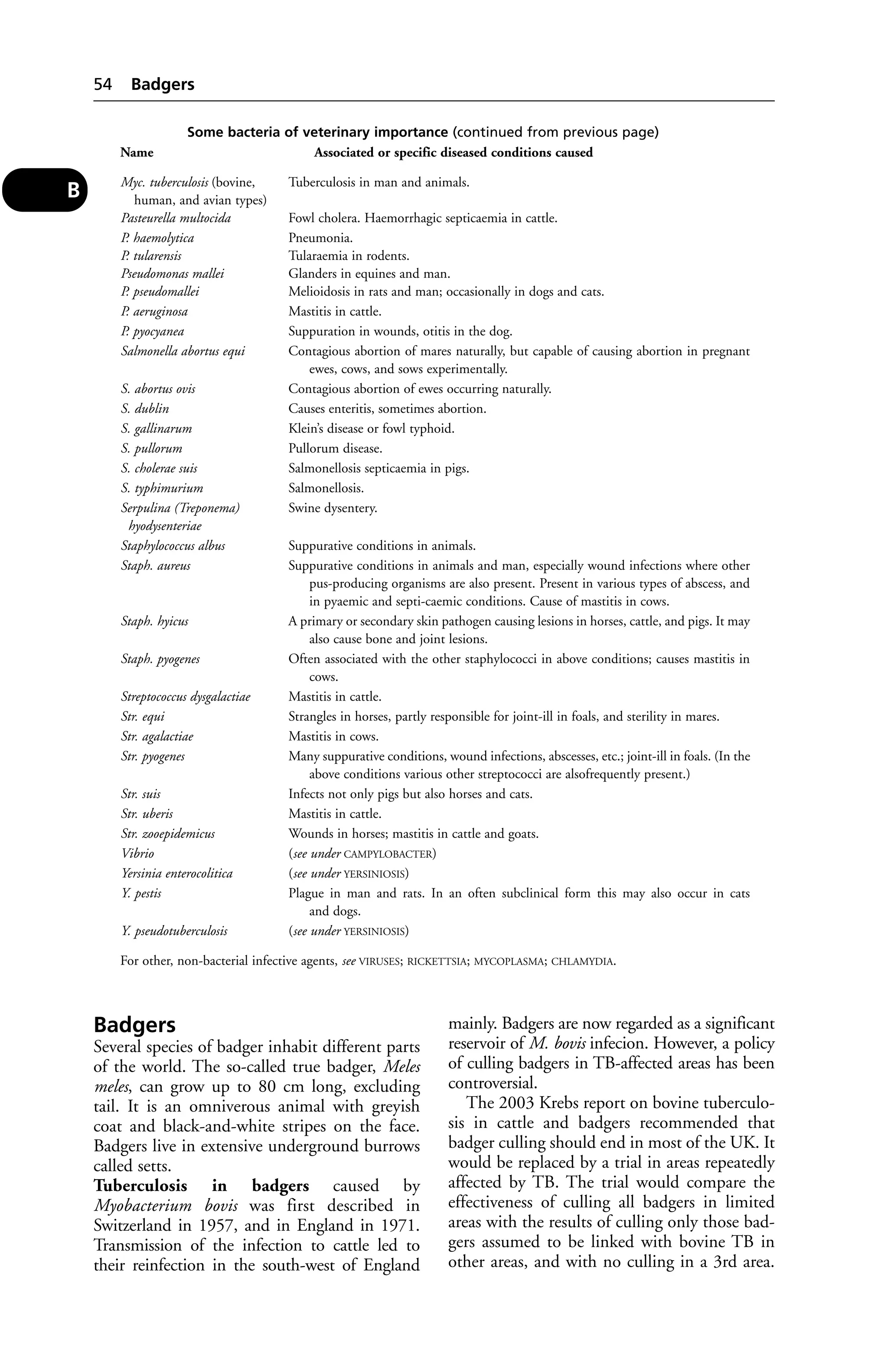 Badgers 
Several species of badger inhabit different parts 
of the world. The so-called true badger, Meles 
meles, can grow up to 80 cm long, excluding 
tail. It is an omniverous animal with greyish 
coat and black-and-white stripes on the face. 
Badgers live in extensive underground burrows 
called setts. 
Tuberculosis in badgers caused by 
Myobacterium bovis was first described in 
Switzerland in 1957, and in England in 1971. 
Transmission of the infection to cattle led to 
their reinfection in the south-west of England 
mainly. Badgers are now regarded as a significant 
reservoir of M. bovis infecion. However, a policy 
of culling badgers in TB-affected areas has been 
controversial. 
The 2003 Krebs report on bovine tuberculo-sis 
in cattle and badgers recommended that 
badger culling should end in most of the UK. It 
would be replaced by a trial in areas repeatedly 
affected by TB. The trial would compare the 
effectiveness of culling all badgers in limited 
areas with the results of culling only those bad-gers 
assumed to be linked with bovine TB in 
other areas, and with no culling in a 3rd area. 
54 Badgers 
B 
Some bacteria of veterinary importance (continued from previous page) 
Name Associated or specific diseased conditions caused 
Myc. tuberculosis (bovine, Tuberculosis in man and animals. 
human, and avian types) 
Pasteurella multocida Fowl cholera. Haemorrhagic septicaemia in cattle. 
P. haemolytica Pneumonia. 
P. tularensis Tularaemia in rodents. 
Pseudomonas mallei Glanders in equines and man. 
P. pseudomallei Melioidosis in rats and man; occasionally in dogs and cats. 
P. aeruginosa Mastitis in cattle. 
P. pyocyanea Suppuration in wounds, otitis in the dog. 
Salmonella abortus equi Contagious abortion of mares naturally, but capable of causing abortion in pregnant 
ewes, cows, and sows experimentally. 
S. abortus ovis Contagious abortion of ewes occurring naturally. 
S. dublin Causes enteritis, sometimes abortion. 
S. gallinarum Klein’s disease or fowl typhoid. 
S. pullorum Pullorum disease. 
S. cholerae suis Salmonellosis septicaemia in pigs. 
S. typhimurium Salmonellosis. 
Serpulina (Treponema) Swine dysentery. 
hyodysenteriae 
Staphylococcus albus Suppurative conditions in animals. 
Staph. aureus Suppurative conditions in animals and man, especially wound infections where other 
pus-producing organisms are also present. Present in various types of abscess, and 
in pyaemic and septi-caemic conditions. Cause of mastitis in cows. 
Staph. hyicus A primary or secondary skin pathogen causing lesions in horses, cattle, and pigs. It may 
also cause bone and joint lesions. 
Staph. pyogenes Often associated with the other staphylococci in above conditions; causes mastitis in 
cows. 
Streptococcus dysgalactiae Mastitis in cattle. 
Str. equi Strangles in horses, partly responsible for joint-ill in foals, and sterility in mares. 
Str. agalactiae Mastitis in cows. 
Str. pyogenes Many suppurative conditions, wound infections, abscesses, etc.; joint-ill in foals. (In the 
above conditions various other streptococci are alsofrequently present.) 
Str. suis Infects not only pigs but also horses and cats. 
Str. uberis Mastitis in cattle. 
Str. zooepidemicus Wounds in horses; mastitis in cattle and goats. 
Vibrio (see under CAMPYLOBACTER) 
Yersinia enterocolitica (see under YERSINIOSIS) 
Y. pestis Plague in man and rats. In an often subclinical form this may also occur in cats 
and dogs. 
Y. pseudotuberculosis (see under YERSINIOSIS) 
For other, non-bacterial infective agents, see VIRUSES; RICKETTSIA; MYCOPLASMA; CHLAMYDIA. 
 