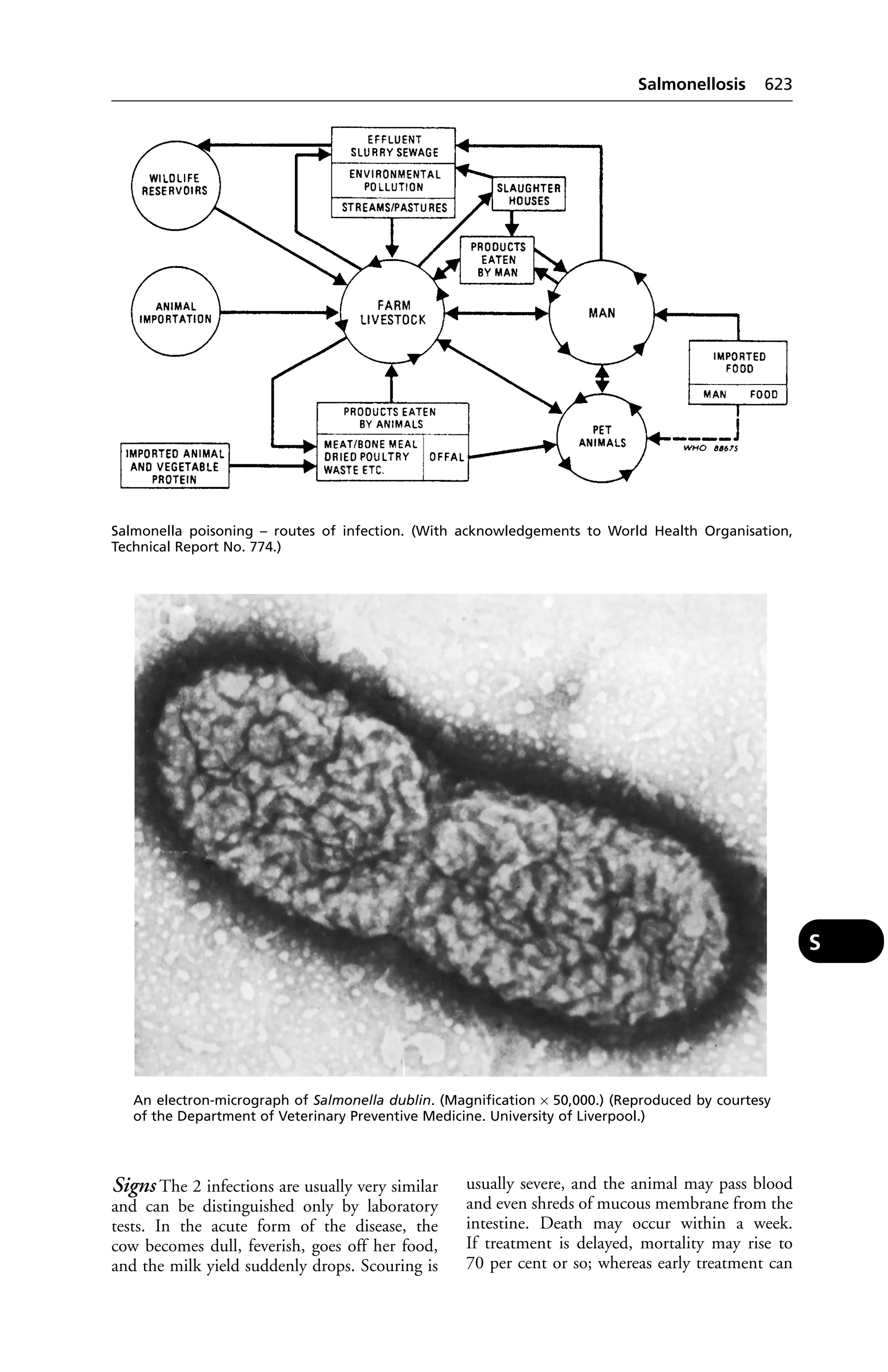Veterinary dictionary _21st_edition
