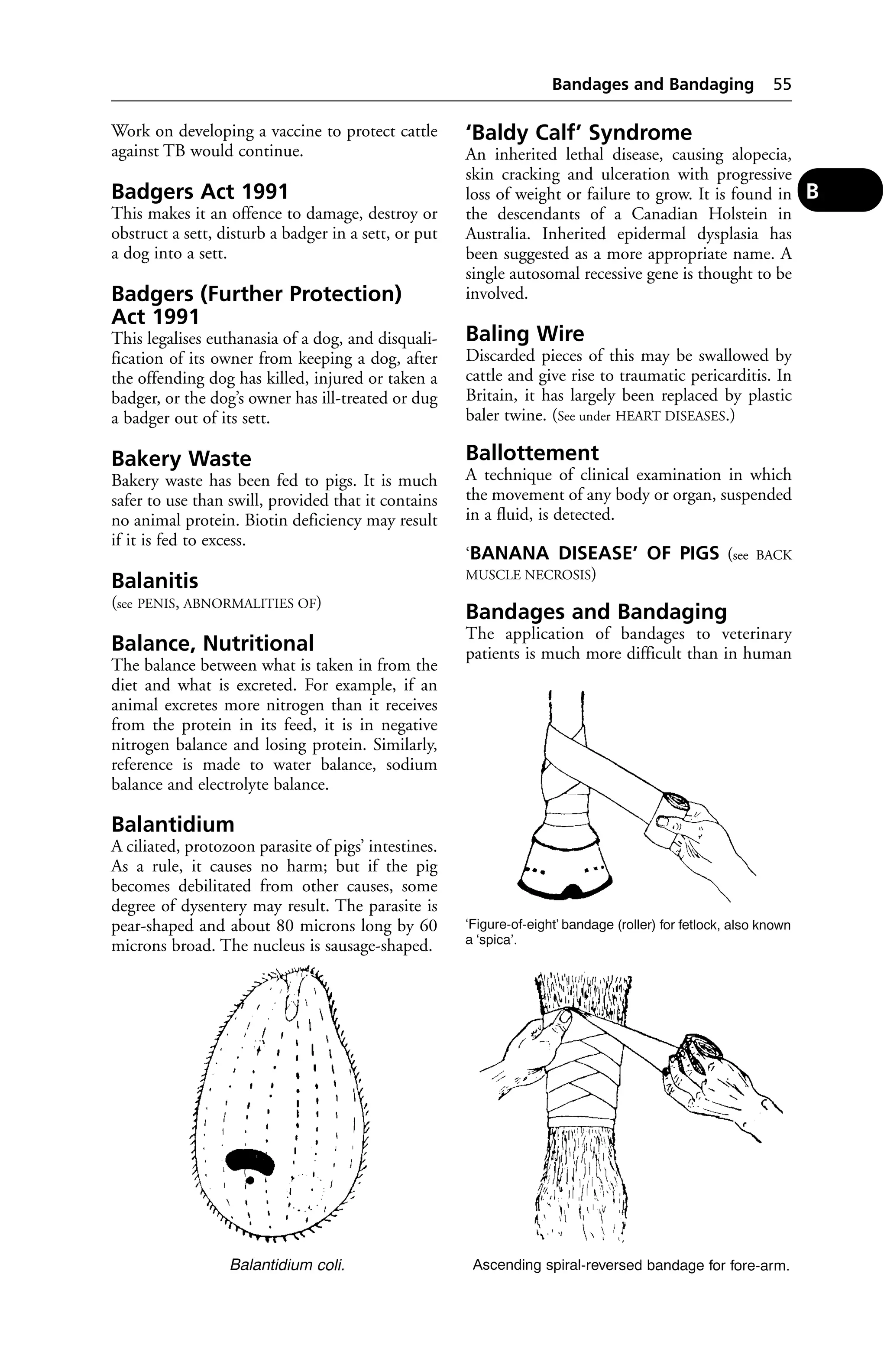 Work on developing a vaccine to protect cattle 
against TB would continue. 
Badgers Act 1991 
This makes it an offence to damage, destroy or 
obstruct a sett, disturb a badger in a sett, or put 
a dog into a sett. 
Badgers (Further Protection) 
Act 1991 
This legalises euthanasia of a dog, and disquali-fication 
of its owner from keeping a dog, after 
the offending dog has killed, injured or taken a 
badger, or the dog’s owner has ill-treated or dug 
a badger out of its sett. 
Bakery Waste 
Bakery waste has been fed to pigs. It is much 
safer to use than swill, provided that it contains 
no animal protein. Biotin deficiency may result 
if it is fed to excess. 
Balanitis 
(see PENIS, ABNORMALITIES OF) 
Balance, Nutritional 
The balance between what is taken in from the 
diet and what is excreted. For example, if an 
animal excretes more nitrogen than it receives 
from the protein in its feed, it is in negative 
nitrogen balance and losing protein. Similarly, 
reference is made to water balance, sodium 
balance and electrolyte balance. 
Balantidium 
A ciliated, protozoon parasite of pigs’ intestines. 
As a rule, it causes no harm; but if the pig 
becomes debilitated from other causes, some 
degree of dysentery may result. The parasite is 
pear-shaped and about 80 microns long by 60 
microns broad. The nucleus is sausage-shaped. 
Bandages and Bandaging 55 
‘Baldy Calf’ Syndrome 
An inherited lethal disease, causing alopecia, 
skin cracking and ulceration with progressive 
loss of weight or failure to grow. It is found in 
the descendants of a Canadian Holstein in 
Australia. Inherited epidermal dysplasia has 
been suggested as a more appropriate name. A 
single autosomal recessive gene is thought to be 
involved. 
Baling Wire 
Discarded pieces of this may be swallowed by 
cattle and give rise to traumatic pericarditis. In 
Britain, it has largely been replaced by plastic 
baler twine. (See under HEART DISEASES.) 
Ballottement 
A technique of clinical examination in which 
the movement of any body or organ, suspended 
in a fluid, is detected. 
‘BANANA DISEASE’ OF PIGS (see BACK 
MUSCLE NECROSIS) 
Bandages and Bandaging 
The application of bandages to veterinary 
patients is much more difficult than in human 
B 
 
