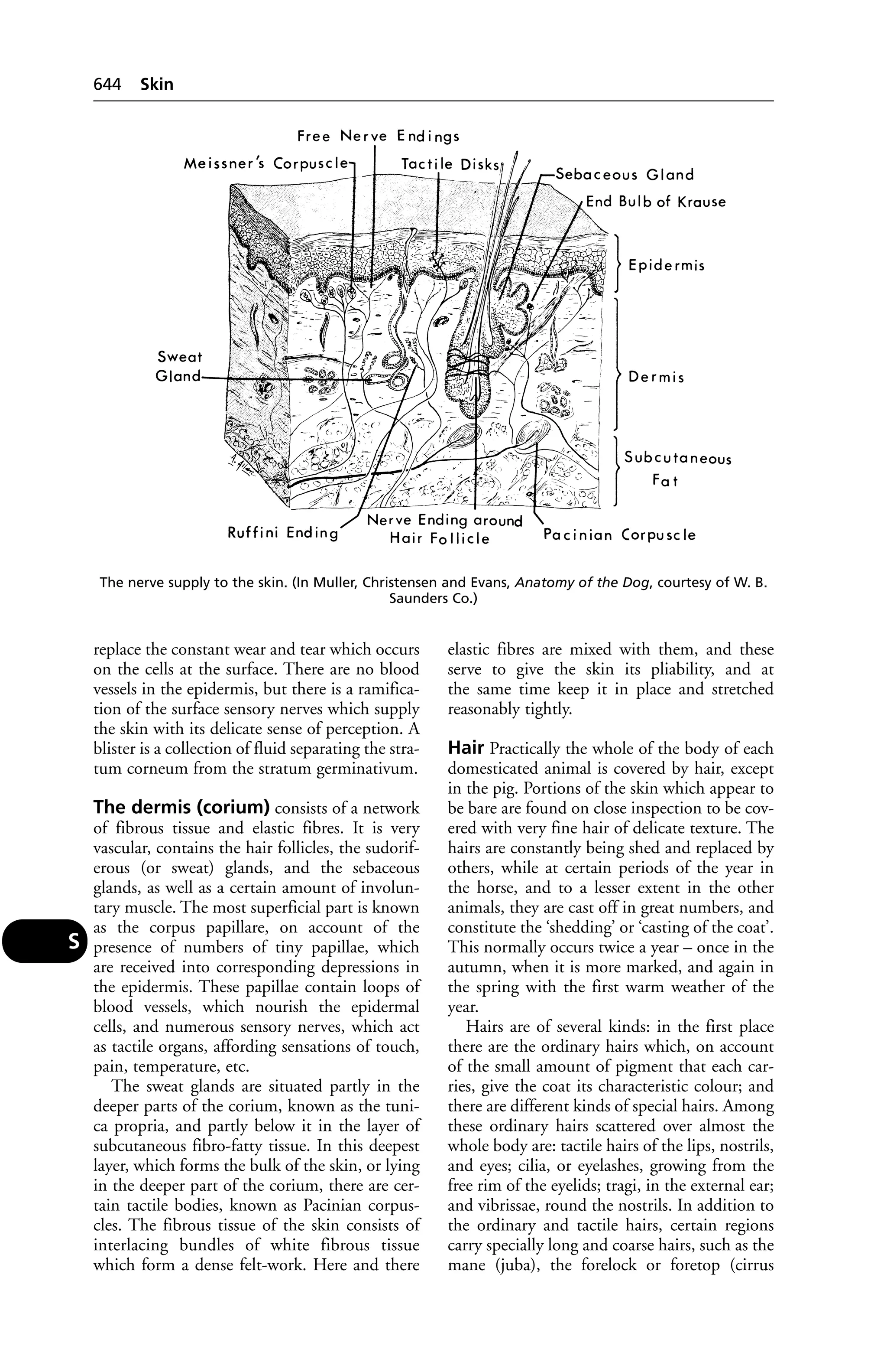 Veterinary dictionary _21st_edition