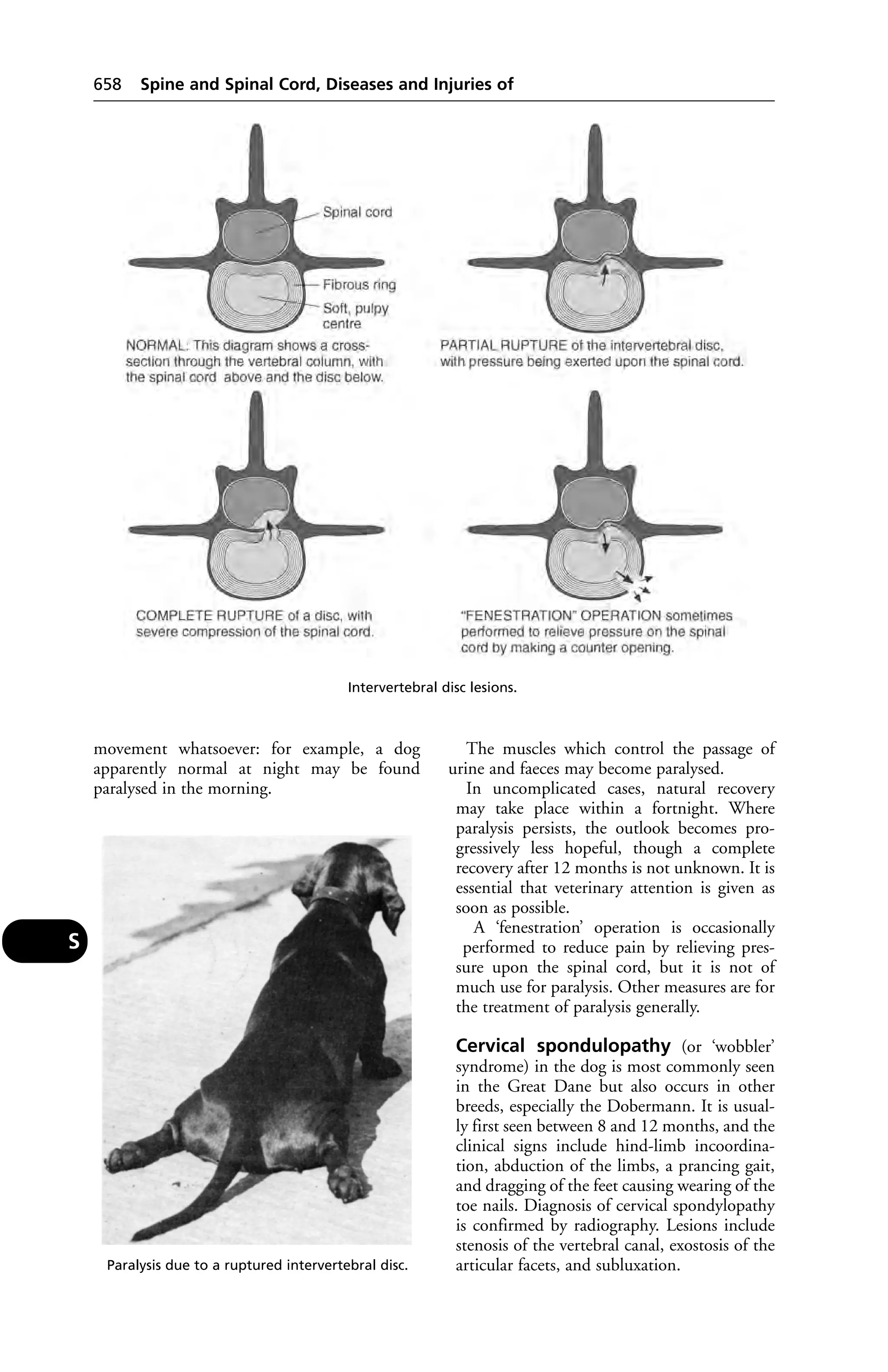 Veterinary dictionary _21st_edition