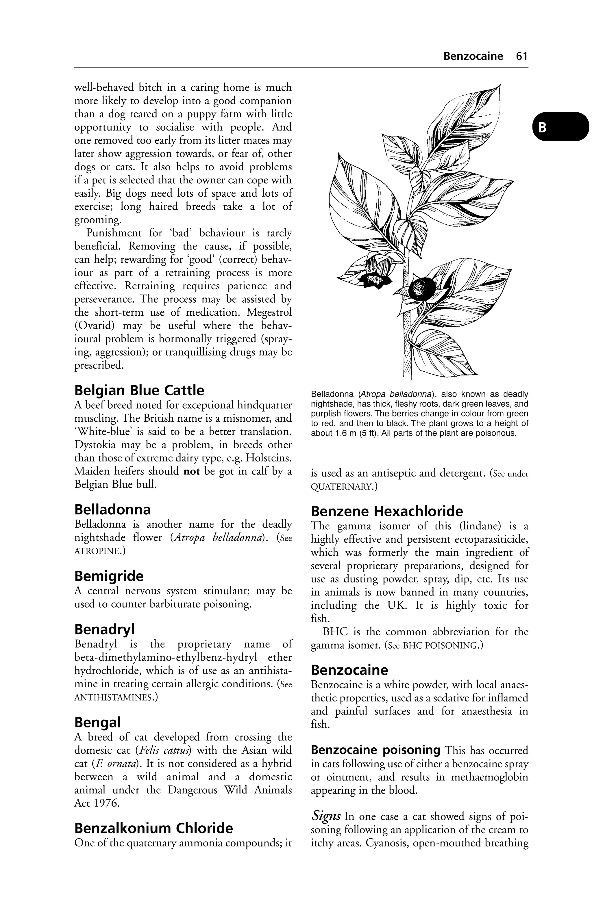 well-behaved bitch in a caring home is much 
more likely to develop into a good companion 
than a dog reared on a puppy farm with little 
opportunity to socialise with people. And 
one removed too early from its litter mates may 
later show aggression towards, or fear of, other 
dogs or cats. It also helps to avoid problems 
if a pet is selected that the owner can cope with 
easily. Big dogs need lots of space and lots of 
exercise; long haired breeds take a lot of 
grooming. 
Punishment for ‘bad’ behaviour is rarely 
beneficial. Removing the cause, if possible, 
can help; rewarding for ‘good’ (correct) behav-iour 
as part of a retraining process is more 
effective. Retraining requires patience and 
perseverance. The process may be assisted by 
the short-term use of medication. Megestrol 
(Ovarid) may be useful where the behav-ioural 
problem is hormonally triggered (spray-ing, 
aggression); or tranquillising drugs may be 
prescribed. 
Belgian Blue Cattle 
A beef breed noted for exceptional hindquarter 
muscling. The British name is a misnomer, and 
‘White-blue’ is said to be a better translation. 
Dystokia may be a problem, in breeds other 
than those of extreme dairy type, e.g. Holsteins. 
Maiden heifers should not be got in calf by a 
Belgian Blue bull. 
Belladonna 
Belladonna is another name for the deadly 
nightshade flower (Atropa belladonna). (See 
ATROPINE.) 
Bemigride 
A central nervous system stimulant; may be 
used to counter barbiturate poisoning. 
Benadryl 
Benadryl is the proprietary name of 
beta-dimethylamino-ethylbenz-hydryl ether 
hydrochloride, which is of use as an antihista-mine 
in treating certain allergic conditions. (See 
ANTIHISTAMINES.) 
Bengal 
A breed of cat developed from crossing the 
domesic cat (Felis cattus) with the Asian wild 
cat (F. ornata). It is not considered as a hybrid 
between a wild animal and a domestic 
animal under the Dangerous Wild Animals 
Act 1976. 
Benzalkonium Chloride 
One of the quaternary ammonia compounds; it 
Benzocaine 61 
is used as an antiseptic and detergent. (See under 
QUATERNARY.) 
Benzene Hexachloride 
The gamma isomer of this (lindane) is a 
highly effective and persistent ectoparasiticide, 
which was formerly the main ingredient of 
several proprietary preparations, designed for 
use as dusting powder, spray, dip, etc. Its use 
in animals is now banned in many countries, 
including the UK. It is highly toxic for 
fish. 
BHC is the common abbreviation for the 
gamma isomer. (See BHC POISONING.) 
Benzocaine 
Benzocaine is a white powder, with local anaes-thetic 
properties, used as a sedative for inflamed 
and painful surfaces and for anaesthesia in 
fish. 
Benzocaine poisoning This has occurred 
in cats following use of either a benzocaine spray 
or ointment, and results in methaemoglobin 
appearing in the blood. 
Signs In one case a cat showed signs of poi-soning 
following an application of the cream to 
itchy areas. Cyanosis, open-mouthed breathing 
B 
 
