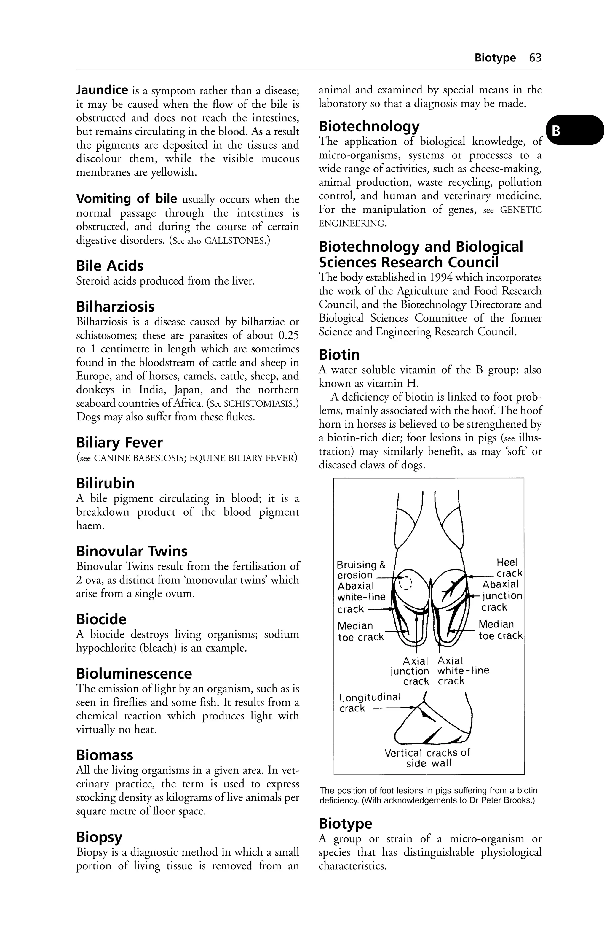 Jaundice is a symptom rather than a disease; 
it may be caused when the flow of the bile is 
obstructed and does not reach the intestines, 
but remains circulating in the blood. As a result 
the pigments are deposited in the tissues and 
discolour them, while the visible mucous 
membranes are yellowish. 
Vomiting of bile usually occurs when the 
normal passage through the intestines is 
obstructed, and during the course of certain 
digestive disorders. (See also GALLSTONES.) 
Bile Acids 
Steroid acids produced from the liver. 
Bilharziosis 
Bilharziosis is a disease caused by bilharziae or 
schistosomes; these are parasites of about 0.25 
to 1 centimetre in length which are sometimes 
found in the bloodstream of cattle and sheep in 
Europe, and of horses, camels, cattle, sheep, and 
donkeys in India, Japan, and the northern 
seaboard countries of Africa. (See SCHISTOMIASIS.) 
Dogs may also suffer from these flukes. 
Biliary Fever 
(see CANINE BABESIOSIS; EQUINE BILIARY FEVER) 
Bilirubin 
A bile pigment circulating in blood; it is a 
breakdown product of the blood pigment 
haem. 
Binovular Twins 
Binovular Twins result from the fertilisation of 
2 ova, as distinct from ‘monovular twins’ which 
arise from a single ovum. 
Biocide 
A biocide destroys living organisms; sodium 
hypochlorite (bleach) is an example. 
Bioluminescence 
The emission of light by an organism, such as is 
seen in fireflies and some fish. It results from a 
chemical reaction which produces light with 
virtually no heat. 
Biomass 
All the living organisms in a given area. In vet-erinary 
practice, the term is used to express 
stocking density as kilograms of live animals per 
square metre of floor space. 
Biopsy 
Biopsy is a diagnostic method in which a small 
portion of living tissue is removed from an 
Biotype 63 
animal and examined by special means in the 
laboratory so that a diagnosis may be made. 
Biotechnology 
The application of biological knowledge, of 
micro-organisms, systems or processes to a 
wide range of activities, such as cheese-making, 
animal production, waste recycling, pollution 
control, and human and veterinary medicine. 
For the manipulation of genes, see GENETIC 
ENGINEERING. 
Biotechnology and Biological 
Sciences Research Council 
The body established in 1994 which incorporates 
the work of the Agriculture and Food Research 
Council, and the Biotechnology Directorate and 
Biological Sciences Committee of the former 
Science and Engineering Research Council. 
Biotin 
A water soluble vitamin of the B group; also 
known as vitamin H. 
A deficiency of biotin is linked to foot prob-lems, 
mainly associated with the hoof. The hoof 
horn in horses is believed to be strengthened by 
a biotin-rich diet; foot lesions in pigs (see illus-tration) 
may similarly benefit, as may ‘soft’ or 
diseased claws of dogs. 
Biotype 
A group or strain of a micro-organism or 
species that has distinguishable physiological 
characteristics. 
B 
 