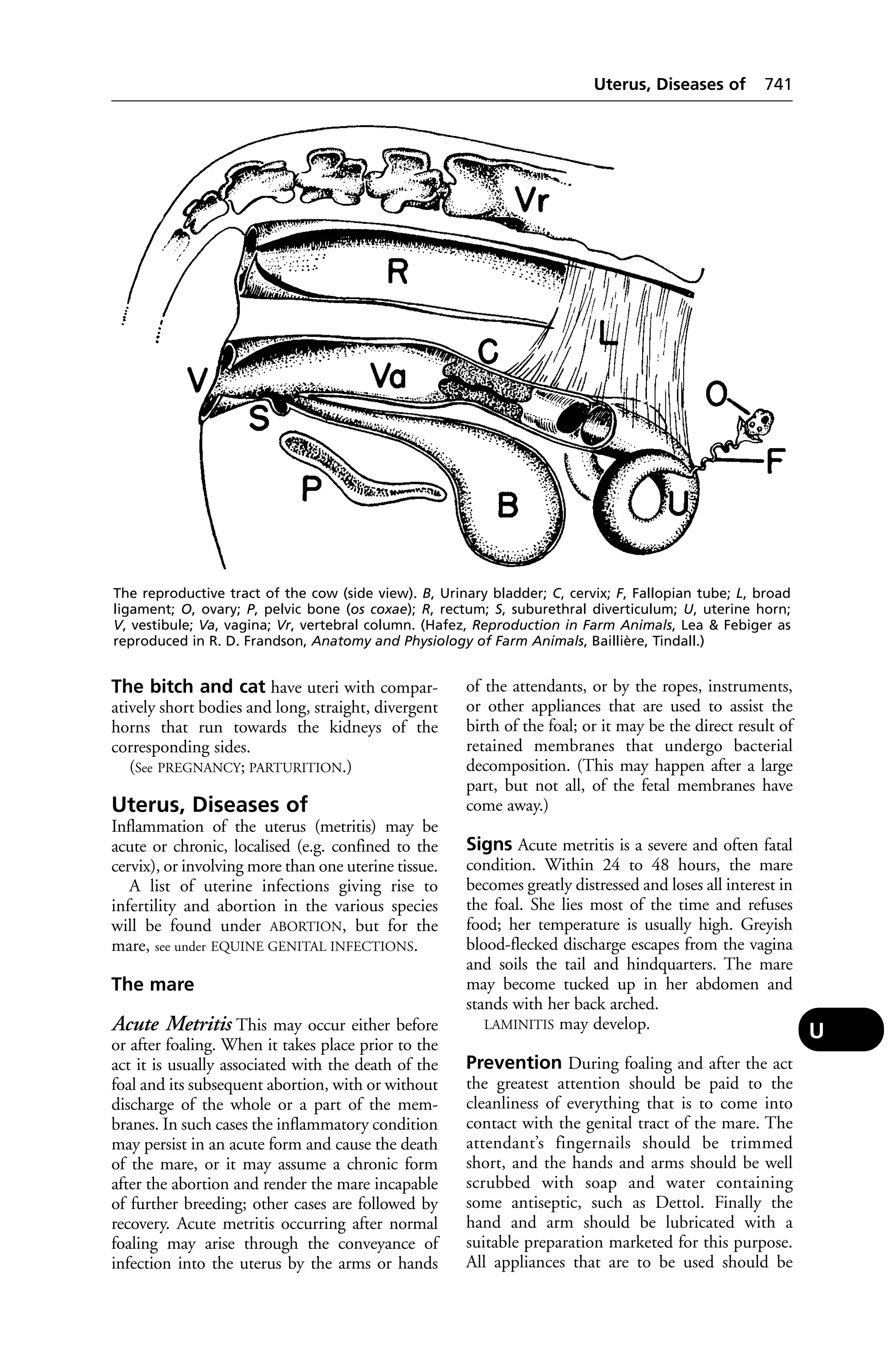 Veterinary dictionary _21st_edition