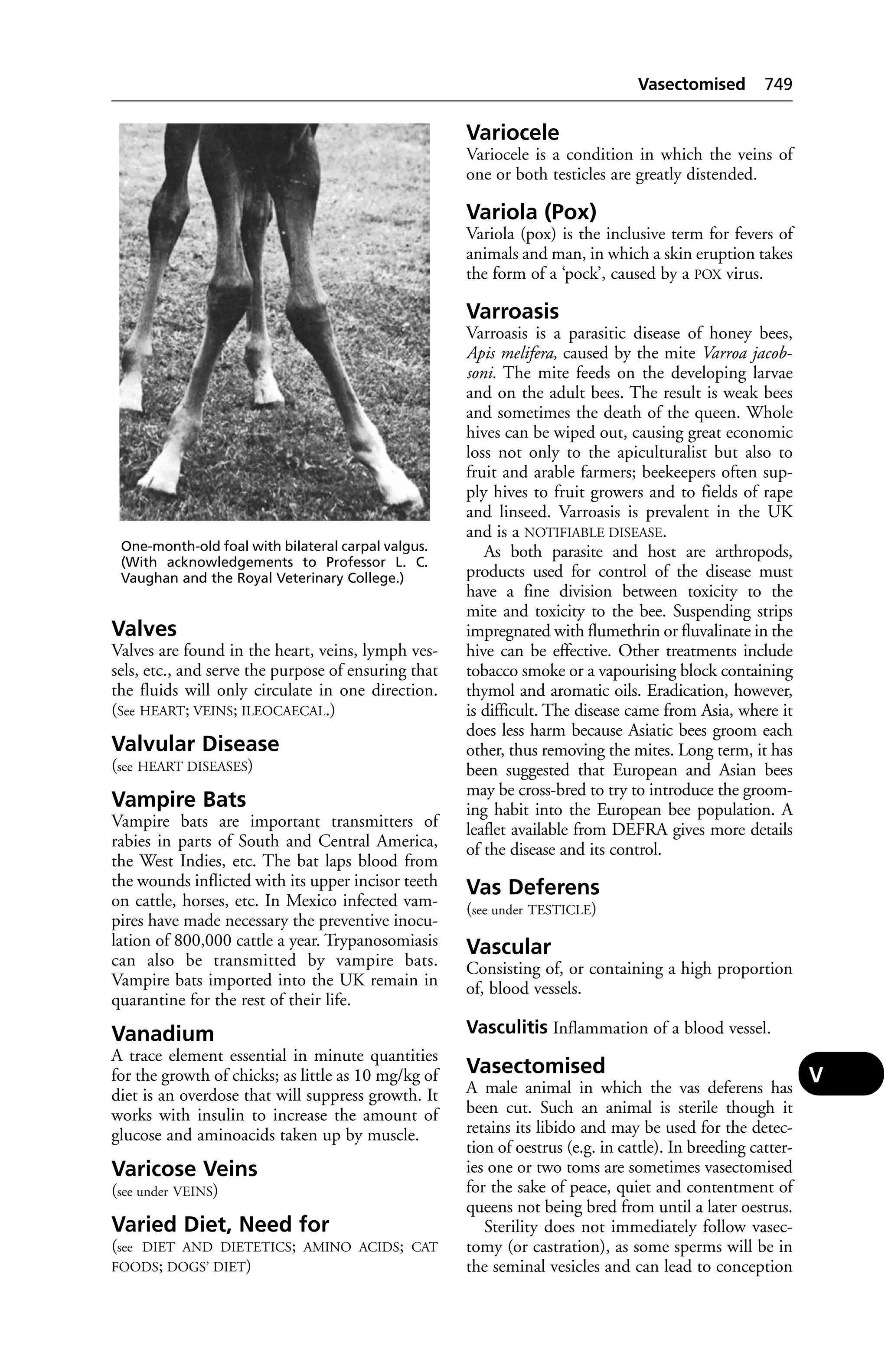 Veterinary dictionary _21st_edition