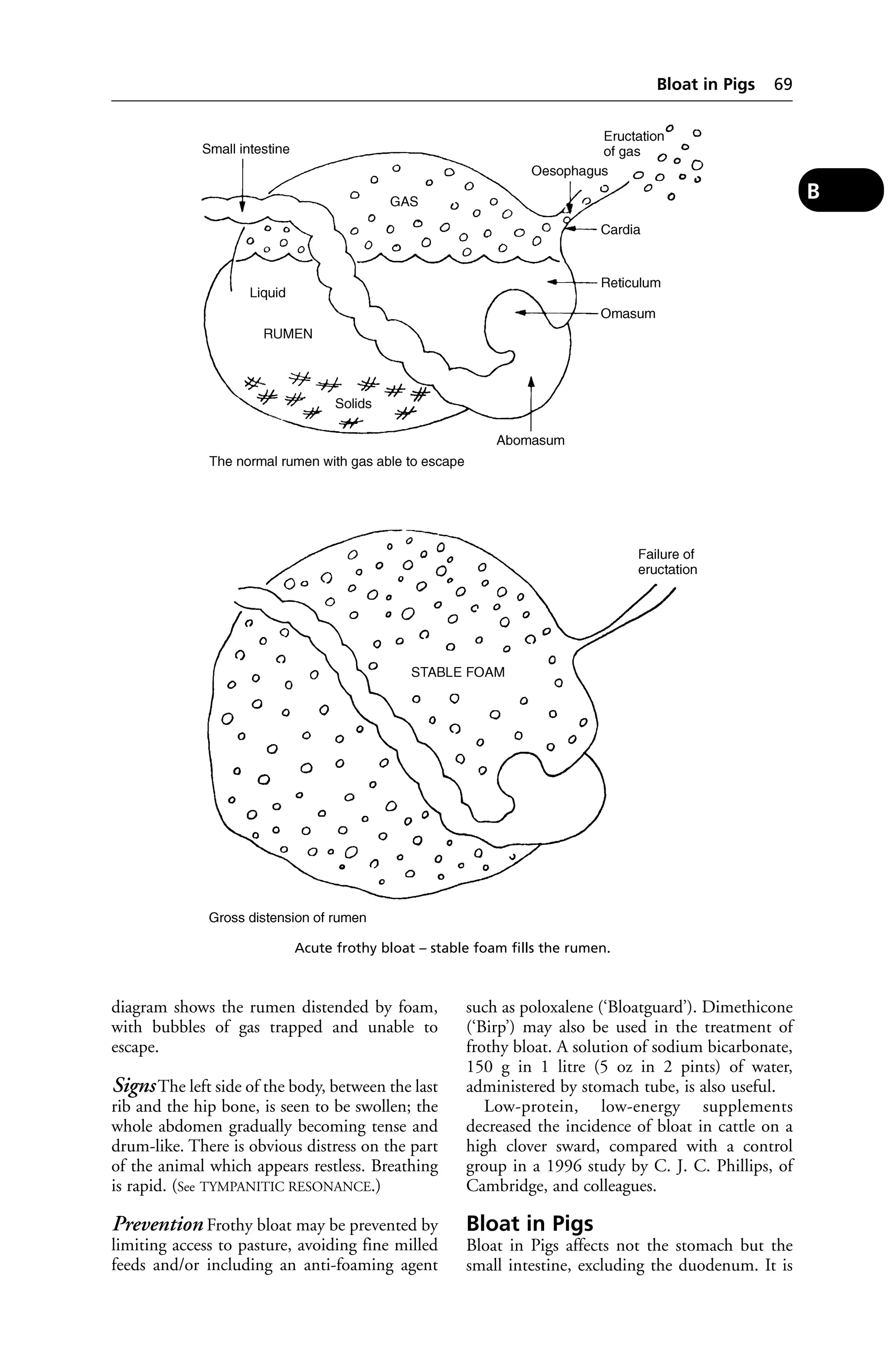 diagram shows the rumen distended by foam, 
with bubbles of gas trapped and unable to 
escape. 
Signs The left side of the body, between the last 
rib and the hip bone, is seen to be swollen; the 
whole abdomen gradually becoming tense and 
drum-like. There is obvious distress on the part 
of the animal which appears restless. Breathing 
is rapid. (See TYMPANITIC RESONANCE.) 
Prevention Frothy bloat may be prevented by 
limiting access to pasture, avoiding fine milled 
feeds and/or including an anti-foaming agent 
Bloat in Pigs 69 
such as poloxalene (‘Bloatguard’). Dimethicone 
(‘Birp’) may also be used in the treatment of 
frothy bloat. A solution of sodium bicarbonate, 
150 g in 1 litre (5 oz in 2 pints) of water, 
administered by stomach tube, is also useful. 
Low-protein, low-energy supplements 
decreased the incidence of bloat in cattle on a 
high clover sward, compared with a control 
group in a 1996 study by C. J. C. Phillips, of 
Cambridge, and colleagues. 
Bloat in Pigs 
Bloat in Pigs affects not the stomach but the 
small intestine, excluding the duodenum. It is 
B 
Acute frothy bloat – stable foam fills the rumen. 
 