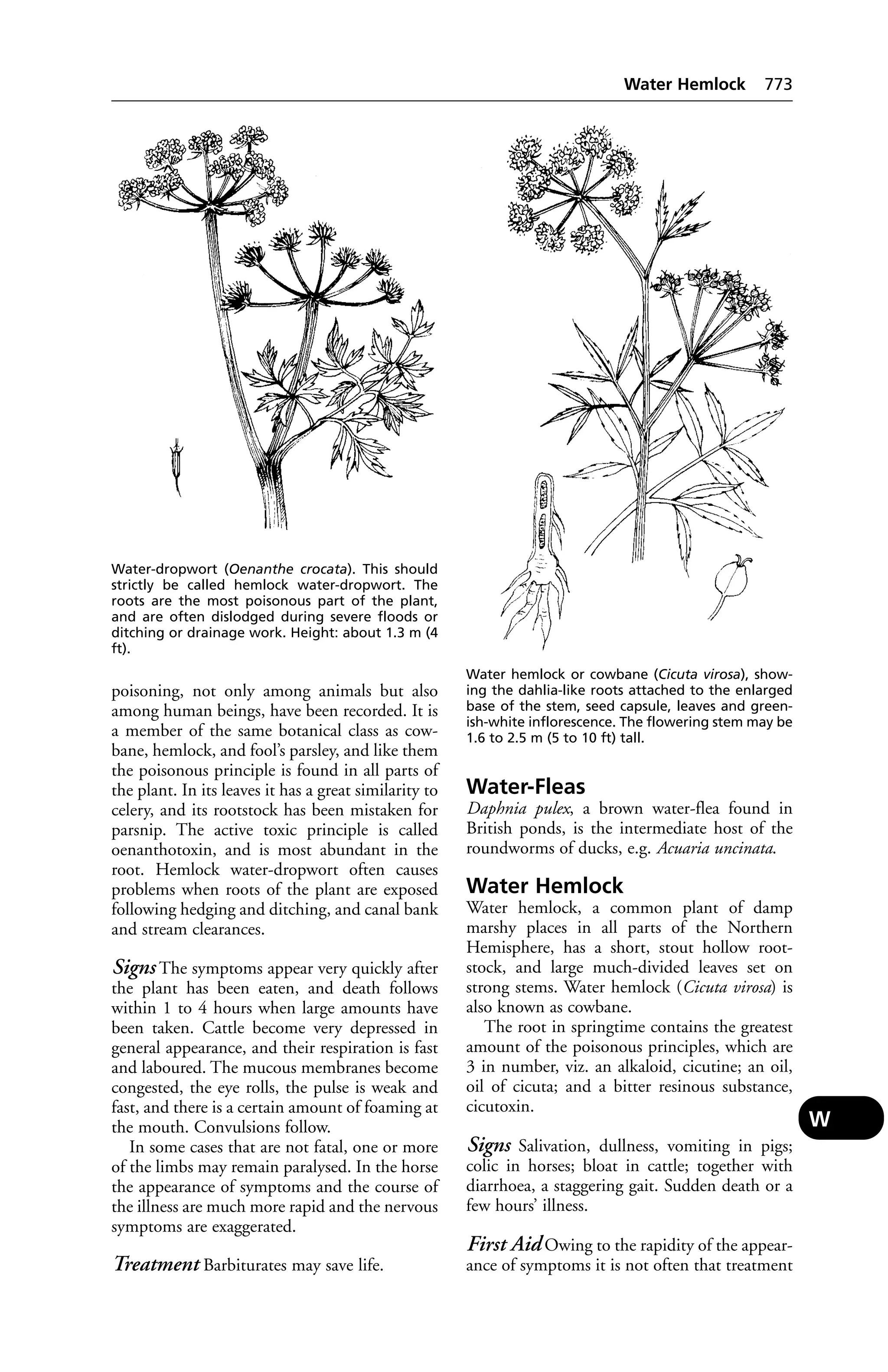 Veterinary dictionary _21st_edition