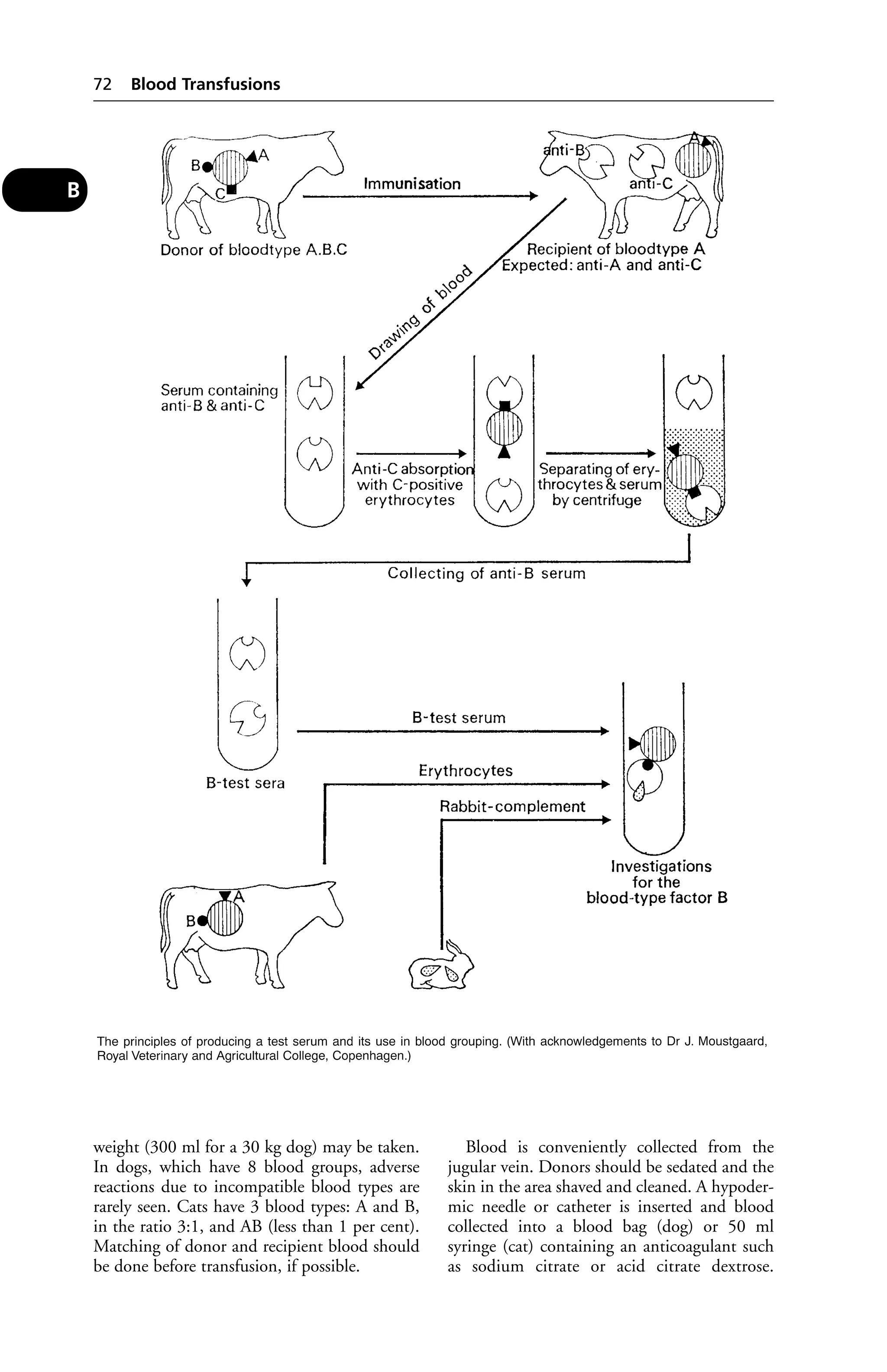 weight (300 ml for a 30 kg dog) may be taken. 
In dogs, which have 8 blood groups, adverse 
reactions due to incompatible blood types are 
rarely seen. Cats have 3 blood types: A and B, 
in the ratio 3:1, and AB (less than 1 per cent). 
Matching of donor and recipient blood should 
be done before transfusion, if possible. 
Blood is conveniently collected from the 
jugular vein. Donors should be sedated and the 
skin in the area shaved and cleaned. A hypoder-mic 
needle or catheter is inserted and blood 
collected into a blood bag (dog) or 50 ml 
syringe (cat) containing an anticoagulant such 
as sodium citrate or acid citrate dextrose. 
72 Blood Transfusions 
B 
 