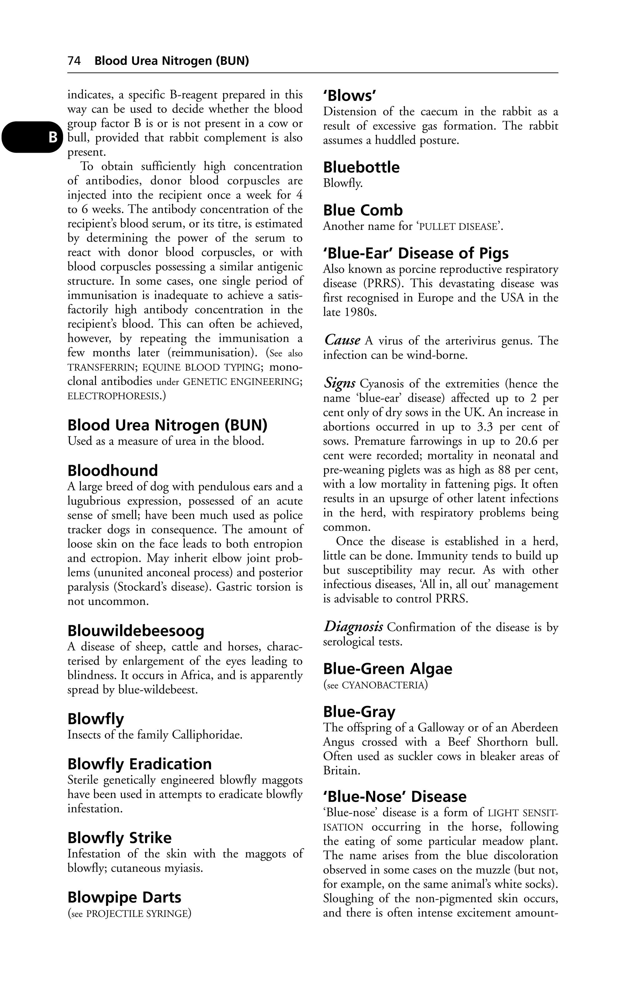 indicates, a specific B-reagent prepared in this 
way can be used to decide whether the blood 
group factor B is or is not present in a cow or 
bull, provided that rabbit complement is also 
present. 
To obtain sufficiently high concentration 
of antibodies, donor blood corpuscles are 
injected into the recipient once a week for 4 
to 6 weeks. The antibody concentration of the 
recipient’s blood serum, or its titre, is estimated 
by determining the power of the serum to 
react with donor blood corpuscles, or with 
blood corpuscles possessing a similar antigenic 
structure. In some cases, one single period of 
immunisation is inadequate to achieve a satis-factorily 
high antibody concentration in the 
recipient’s blood. This can often be achieved, 
however, by repeating the immunisation a 
few months later (reimmunisation). (See also 
TRANSFERRIN; EQUINE BLOOD TYPING; mono-clonal 
antibodies under GENETIC ENGINEERING; 
ELECTROPHORESIS.) 
Blood Urea Nitrogen (BUN) 
Used as a measure of urea in the blood. 
Bloodhound 
A large breed of dog with pendulous ears and a 
lugubrious expression, possessed of an acute 
sense of smell; have been much used as police 
tracker dogs in consequence. The amount of 
loose skin on the face leads to both entropion 
and ectropion. May inherit elbow joint prob-lems 
(ununited anconeal process) and posterior 
paralysis (Stockard’s disease). Gastric torsion is 
not uncommon. 
Blouwildebeesoog 
A disease of sheep, cattle and horses, charac-terised 
by enlargement of the eyes leading to 
blindness. It occurs in Africa, and is apparently 
spread by blue-wildebeest. 
Blowfly 
Insects of the family Calliphoridae. 
Blowfly Eradication 
Sterile genetically engineered blowfly maggots 
have been used in attempts to eradicate blowfly 
infestation. 
Blowfly Strike 
Infestation of the skin with the maggots of 
blowfly; cutaneous myiasis. 
Blowpipe Darts 
(see PROJECTILE SYRINGE) 
‘Blows’ 
Distension of the caecum in the rabbit as a 
result of excessive gas formation. The rabbit 
assumes a huddled posture. 
Bluebottle 
Blowfly. 
Blue Comb 
Another name for ‘PULLET DISEASE’. 
‘Blue-Ear’ Disease of Pigs 
Also known as porcine reproductive respiratory 
disease (PRRS). This devastating disease was 
first recognised in Europe and the USA in the 
late 1980s. 
Cause A virus of the arterivirus genus. The 
infection can be wind-borne. 
Signs Cyanosis of the extremities (hence the 
name ‘blue-ear’ disease) affected up to 2 per 
cent only of dry sows in the UK. An increase in 
abortions occurred in up to 3.3 per cent of 
sows. Premature farrowings in up to 20.6 per 
cent were recorded; mortality in neonatal and 
pre-weaning piglets was as high as 88 per cent, 
with a low mortality in fattening pigs. It often 
results in an upsurge of other latent infections 
in the herd, with respiratory problems being 
common. 
Once the disease is established in a herd, 
little can be done. Immunity tends to build up 
but susceptibility may recur. As with other 
infectious diseases, ‘All in, all out’ management 
is advisable to control PRRS. 
Diagnosis Confirmation of the disease is by 
serological tests. 
Blue-Green Algae 
(see CYANOBACTERIA) 
Blue-Gray 
The offspring of a Galloway or of an Aberdeen 
Angus crossed with a Beef Shorthorn bull. 
Often used as suckler cows in bleaker areas of 
Britain. 
‘Blue-Nose’ Disease 
‘Blue-nose’ disease is a form of LIGHT SENSIT-ISATION 
occurring in the horse, following 
the eating of some particular meadow plant. 
The name arises from the blue discoloration 
observed in some cases on the muzzle (but not, 
for example, on the same animal’s white socks). 
Sloughing of the non-pigmented skin occurs, 
and there is often intense excitement amount- 
74 Blood Urea Nitrogen (BUN) 
B 
 