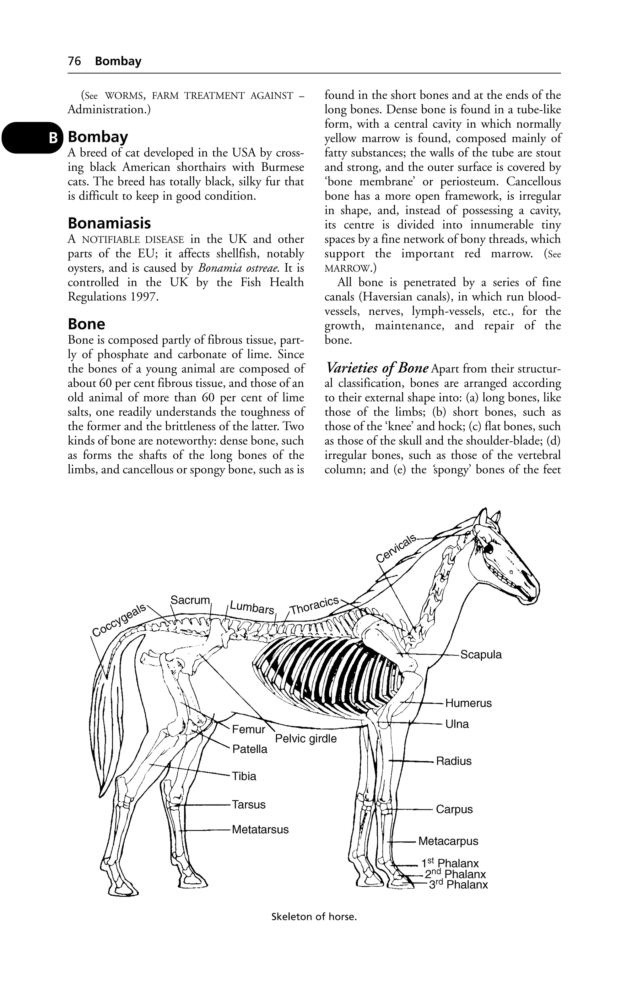 (See WORMS, FARM TREATMENT AGAINST – 
Administration.) 
Bombay 
A breed of cat developed in the USA by cross-ing 
black American shorthairs with Burmese 
cats. The breed has totally black, silky fur that 
is difficult to keep in good condition. 
Bonamiasis 
A NOTIFIABLE DISEASE in the UK and other 
parts of the EU; it affects shellfish, notably 
oysters, and is caused by Bonamia ostreae. It is 
controlled in the UK by the Fish Health 
Regulations 1997. 
Bone 
Bone is composed partly of fibrous tissue, part-ly 
of phosphate and carbonate of lime. Since 
the bones of a young animal are composed of 
about 60 per cent fibrous tissue, and those of an 
old animal of more than 60 per cent of lime 
salts, one readily understands the toughness of 
the former and the brittleness of the latter. Two 
kinds of bone are noteworthy: dense bone, such 
as forms the shafts of the long bones of the 
limbs, and cancellous or spongy bone, such as is 
found in the short bones and at the ends of the 
long bones. Dense bone is found in a tube-like 
form, with a central cavity in which normally 
yellow marrow is found, composed mainly of 
fatty substances; the walls of the tube are stout 
and strong, and the outer surface is covered by 
‘bone membrane’ or periosteum. Cancellous 
bone has a more open framework, is irregular 
in shape, and, instead of possessing a cavity, 
its centre is divided into innumerable tiny 
spaces by a fine network of bony threads, which 
support the important red marrow. (See 
MARROW.) 
All bone is penetrated by a series of fine 
canals (Haversian canals), in which run blood-vessels, 
nerves, lymph-vessels, etc., for the 
growth, maintenance, and repair of the 
bone. 
Varieties of Bone Apart from their structur-al 
classification, bones are arranged according 
to their external shape into: (a) long bones, like 
those of the limbs; (b) short bones, such as 
those of the ‘knee’ and hock; (c) flat bones, such 
as those of the skull and the shoulder-blade; (d) 
irregular bones, such as those of the vertebral 
column; and (e) the ‘spongy’ bones of the feet 
76 Bombay 
B 
Skeleton of horse. 
 