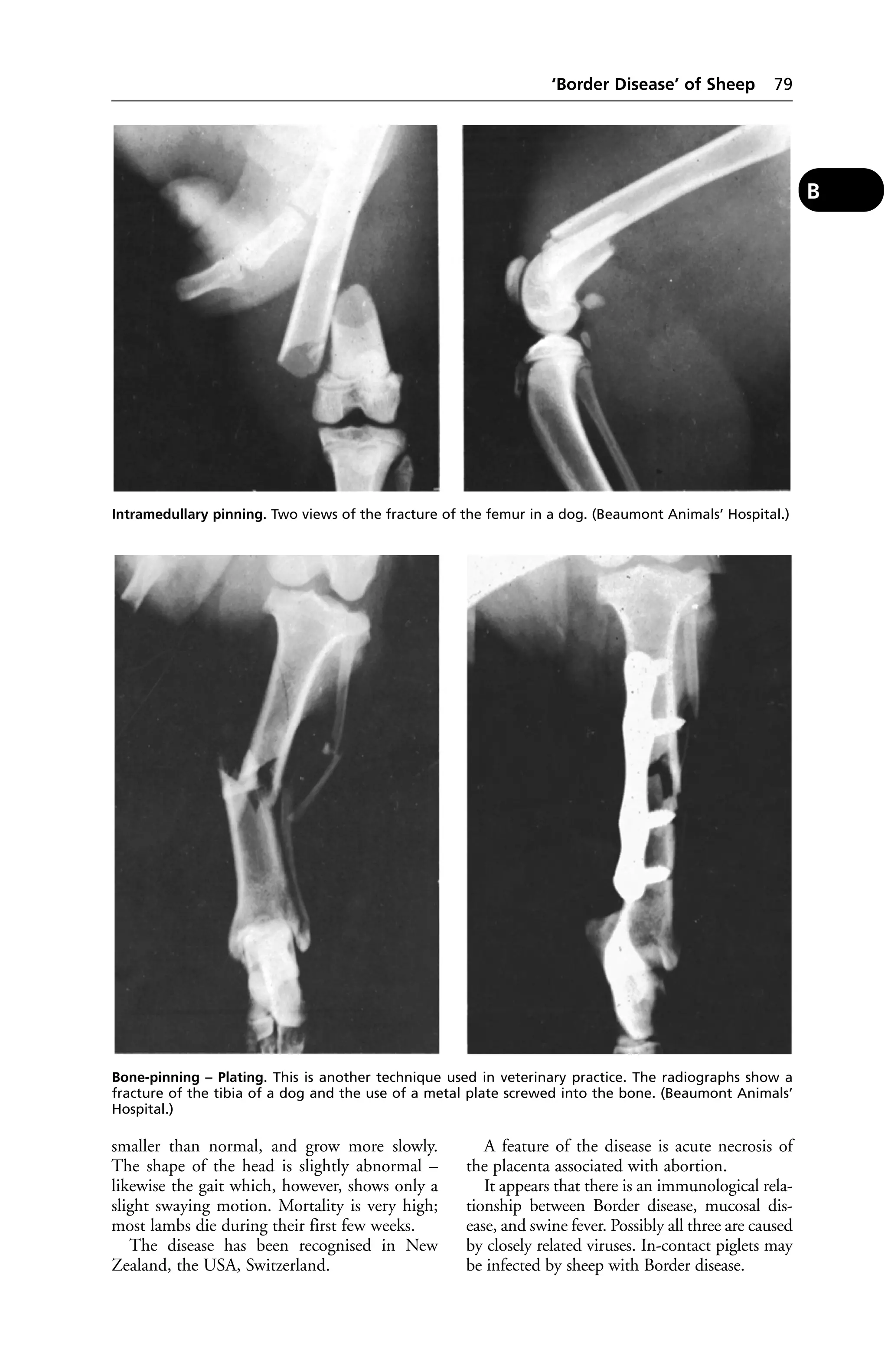 Intramedullary pinning. Two views of the fracture of the femur in a dog. (Beaumont Animals’ Hospital.) 
smaller than normal, and grow more slowly. 
The shape of the head is slightly abnormal – 
likewise the gait which, however, shows only a 
slight swaying motion. Mortality is very high; 
most lambs die during their first few weeks. 
The disease has been recognised in New 
Zealand, the USA, Switzerland. 
‘Border Disease’ of Sheep 79 
A feature of the disease is acute necrosis of 
the placenta associated with abortion. 
It appears that there is an immunological rela-tionship 
between Border disease, mucosal dis-ease, 
and swine fever. Possibly all three are caused 
by closely related viruses. In-contact piglets may 
be infected by sheep with Border disease. 
B 
Bone-pinning – Plating. This is another technique used in veterinary practice. The radiographs show a 
fracture of the tibia of a dog and the use of a metal plate screwed into the bone. (Beaumont Animals’ 
Hospital.) 
 