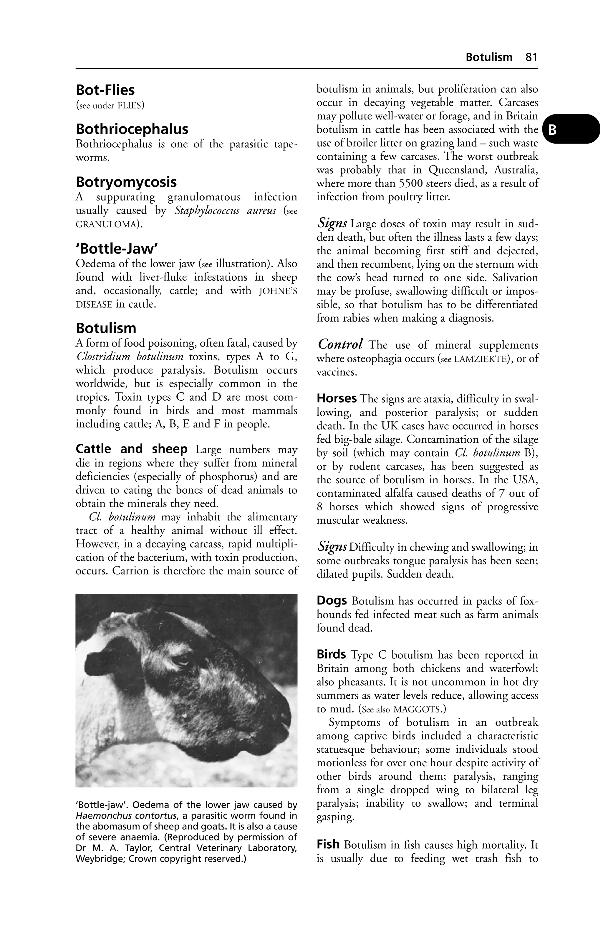 Bot-Flies 
(see under FLIES) 
Bothriocephalus 
Bothriocephalus is one of the parasitic tape-worms. 
Botryomycosis 
A suppurating granulomatous infection 
usually caused by Staphylococcus aureus (see 
GRANULOMA). 
‘Bottle-Jaw’ 
Oedema of the lower jaw (see illustration). Also 
found with liver-fluke infestations in sheep 
and, occasionally, cattle; and with JOHNE’S 
DISEASE in cattle. 
Botulism 
A form of food poisoning, often fatal, caused by 
Clostridium botulinum toxins, types A to G, 
which produce paralysis. Botulism occurs 
worldwide, but is especially common in the 
tropics. Toxin types C and D are most com-monly 
found in birds and most mammals 
including cattle; A, B, E and F in people. 
Cattle and sheep Large numbers may 
die in regions where they suffer from mineral 
deficiencies (especially of phosphorus) and are 
driven to eating the bones of dead animals to 
obtain the minerals they need. 
Cl. botulinum may inhabit the alimentary 
tract of a healthy animal without ill effect. 
However, in a decaying carcass, rapid multipli-cation 
of the bacterium, with toxin production, 
occurs. Carrion is therefore the main source of 
Botulism 81 
botulism in animals, but proliferation can also 
occur in decaying vegetable matter. Carcases 
may pollute well-water or forage, and in Britain 
botulism in cattle has been associated with the 
use of broiler litter on grazing land – such waste 
containing a few carcases. The worst outbreak 
was probably that in Queensland, Australia, 
where more than 5500 steers died, as a result of 
infection from poultry litter. 
Signs Large doses of toxin may result in sud-den 
death, but often the illness lasts a few days; 
the animal becoming first stiff and dejected, 
and then recumbent, lying on the sternum with 
the cow’s head turned to one side. Salivation 
may be profuse, swallowing difficult or impos-sible, 
so that botulism has to be differentiated 
from rabies when making a diagnosis. 
Control The use of mineral supplements 
where osteophagia occurs (see LAMZIEKTE), or of 
vaccines. 
Horses The signs are ataxia, difficulty in swal-lowing, 
and posterior paralysis; or sudden 
death. In the UK cases have occurred in horses 
fed big-bale silage. Contamination of the silage 
by soil (which may contain Cl. botulinum B), 
or by rodent carcases, has been suggested as 
the source of botulism in horses. In the USA, 
contaminated alfalfa caused deaths of 7 out of 
8 horses which showed signs of progressive 
muscular weakness. 
Signs Difficulty in chewing and swallowing; in 
some outbreaks tongue paralysis has been seen; 
dilated pupils. Sudden death. 
Dogs Botulism has occurred in packs of fox-hounds 
fed infected meat such as farm animals 
found dead. 
Birds Type C botulism has been reported in 
Britain among both chickens and waterfowl; 
also pheasants. It is not uncommon in hot dry 
summers as water levels reduce, allowing access 
to mud. (See also MAGGOTS.) 
Symptoms of botulism in an outbreak 
among captive birds included a characteristic 
statuesque behaviour; some individuals stood 
motionless for over one hour despite activity of 
other birds around them; paralysis, ranging 
from a single dropped wing to bilateral leg 
paralysis; inability to swallow; and terminal 
gasping. 
Fish Botulism in fish causes high mortality. It 
is usually due to feeding wet trash fish to 
B 
‘Bottle-jaw’. Oedema of the lower jaw caused by 
Haemonchus contortus, a parasitic worm found in 
the abomasum of sheep and goats. It is also a cause 
of severe anaemia. (Reproduced by permission of 
Dr M. A. Taylor, Central Veterinary Laboratory, 
Weybridge; Crown copyright reserved.) 
 