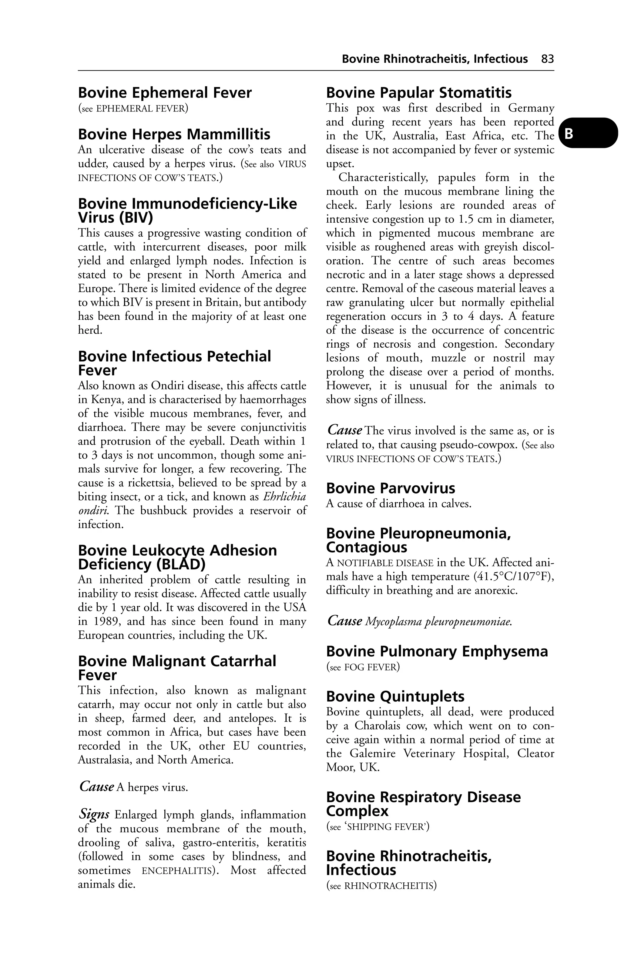 Bovine Ephemeral Fever 
(see EPHEMERAL FEVER) 
Bovine Herpes Mammillitis 
An ulcerative disease of the cow’s teats and 
udder, caused by a herpes virus. (See also VIRUS 
INFECTIONS OF COW’S TEATS.) 
Bovine Immunodeficiency-Like 
Virus (BIV) 
This causes a progressive wasting condition of 
cattle, with intercurrent diseases, poor milk 
yield and enlarged lymph nodes. Infection is 
stated to be present in North America and 
Europe. There is limited evidence of the degree 
to which BIV is present in Britain, but antibody 
has been found in the majority of at least one 
herd. 
Bovine Infectious Petechial 
Fever 
Also known as Ondiri disease, this affects cattle 
in Kenya, and is characterised by haemorrhages 
of the visible mucous membranes, fever, and 
diarrhoea. There may be severe conjunctivitis 
and protrusion of the eyeball. Death within 1 
to 3 days is not uncommon, though some ani-mals 
survive for longer, a few recovering. The 
cause is a rickettsia, believed to be spread by a 
biting insect, or a tick, and known as Ehrlichia 
ondiri. The bushbuck provides a reservoir of 
infection. 
Bovine Leukocyte Adhesion 
Deficiency (BLAD) 
An inherited problem of cattle resulting in 
inability to resist disease. Affected cattle usually 
die by 1 year old. It was discovered in the USA 
in 1989, and has since been found in many 
European countries, including the UK. 
Bovine Malignant Catarrhal 
Fever 
This infection, also known as malignant 
catarrh, may occur not only in cattle but also 
in sheep, farmed deer, and antelopes. It is 
most common in Africa, but cases have been 
recorded in the UK, other EU countries, 
Australasia, and North America. 
Cause A herpes virus. 
Signs Enlarged lymph glands, inflammation 
of the mucous membrane of the mouth, 
drooling of saliva, gastro-enteritis, keratitis 
(followed in some cases by blindness, and 
sometimes ENCEPHALITIS). Most affected 
animals die. 
Bovine Rhinotracheitis, Infectious 83 
Bovine Papular Stomatitis 
This pox was first described in Germany 
and during recent years has been reported 
in the UK, Australia, East Africa, etc. The 
disease is not accompanied by fever or systemic 
upset. 
Characteristically, papules form in the 
mouth on the mucous membrane lining the 
cheek. Early lesions are rounded areas of 
intensive congestion up to 1.5 cm in diameter, 
which in pigmented mucous membrane are 
visible as roughened areas with greyish discol-oration. 
The centre of such areas becomes 
necrotic and in a later stage shows a depressed 
centre. Removal of the caseous material leaves a 
raw granulating ulcer but normally epithelial 
regeneration occurs in 3 to 4 days. A feature 
of the disease is the occurrence of concentric 
rings of necrosis and congestion. Secondary 
lesions of mouth, muzzle or nostril may 
prolong the disease over a period of months. 
However, it is unusual for the animals to 
show signs of illness. 
Cause The virus involved is the same as, or is 
related to, that causing pseudo-cowpox. (See also 
VIRUS INFECTIONS OF COW’S TEATS.) 
Bovine Parvovirus 
A cause of diarrhoea in calves. 
Bovine Pleuropneumonia, 
Contagious 
A NOTIFIABLE DISEASE in the UK. Affected ani-mals 
have a high temperature (41.5°C/107°F), 
difficulty in breathing and are anorexic. 
Cause Mycoplasma pleuropneumoniae. 
Bovine Pulmonary Emphysema 
(see FOG FEVER) 
Bovine Quintuplets 
Bovine quintuplets, all dead, were produced 
by a Charolais cow, which went on to con-ceive 
again within a normal period of time at 
the Galemire Veterinary Hospital, Cleator 
Moor, UK. 
Bovine Respiratory Disease 
Complex 
(see ‘SHIPPING FEVER’) 
Bovine Rhinotracheitis, 
Infectious 
(see RHINOTRACHEITIS) 
B 
 