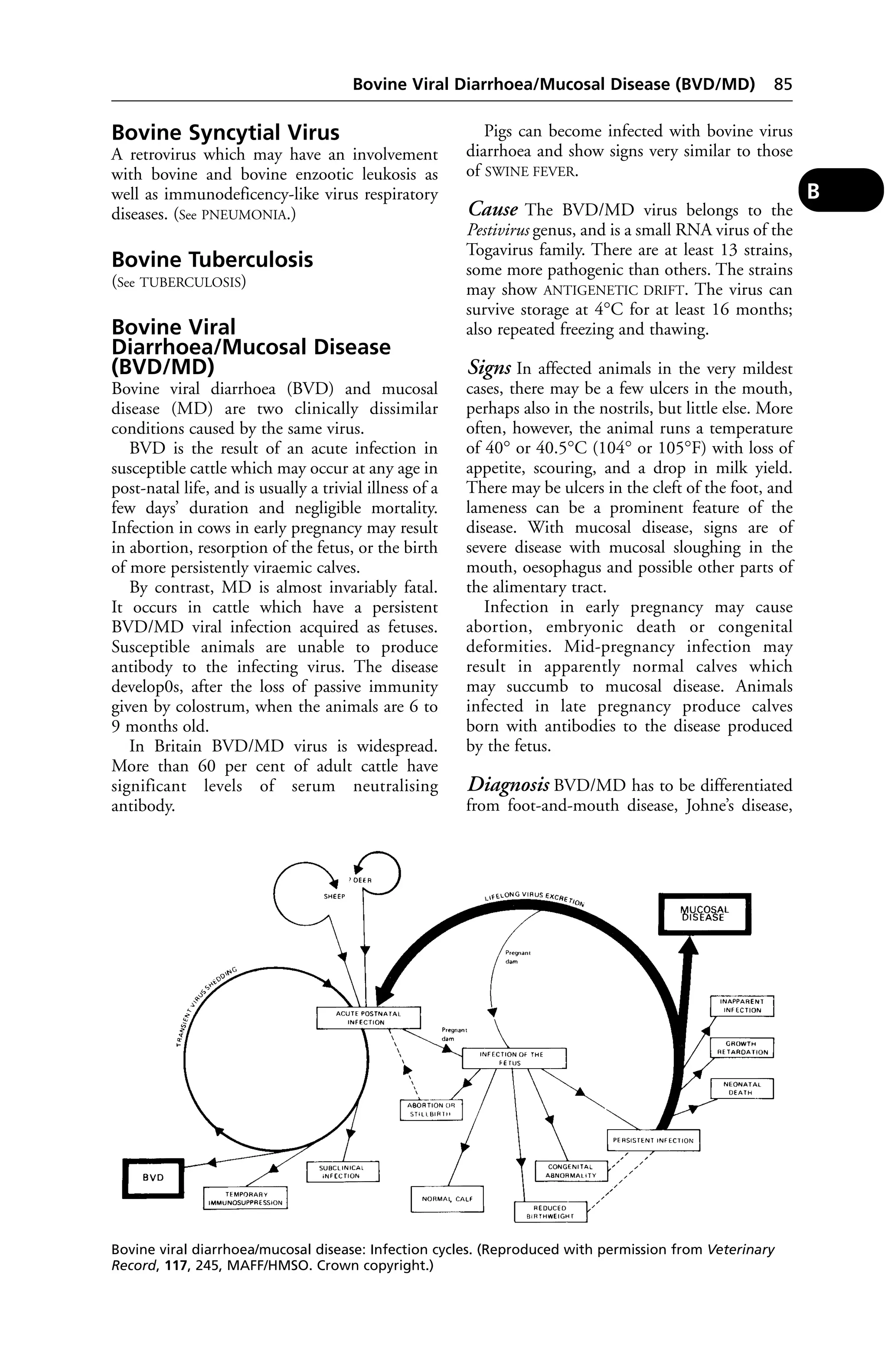 Bovine Viral Diarrhoea/Mucosal Disease (BVD/MD) 85 
Bovine Syncytial Virus 
A retrovirus which may have an involvement 
with bovine and bovine enzootic leukosis as 
well as immunodeficency-like virus respiratory 
diseases. (See PNEUMONIA.) 
Bovine Tuberculosis 
(See TUBERCULOSIS) 
Bovine Viral 
Diarrhoea/Mucosal Disease 
(BVD/MD) 
Bovine viral diarrhoea (BVD) and mucosal 
disease (MD) are two clinically dissimilar 
conditions caused by the same virus. 
BVD is the result of an acute infection in 
susceptible cattle which may occur at any age in 
post-natal life, and is usually a trivial illness of a 
few days’ duration and negligible mortality. 
Infection in cows in early pregnancy may result 
in abortion, resorption of the fetus, or the birth 
of more persistently viraemic calves. 
By contrast, MD is almost invariably fatal. 
It occurs in cattle which have a persistent 
BVD/MD viral infection acquired as fetuses. 
Susceptible animals are unable to produce 
antibody to the infecting virus. The disease 
develop0s, after the loss of passive immunity 
given by colostrum, when the animals are 6 to 
9 months old. 
In Britain BVD/MD virus is widespread. 
More than 60 per cent of adult cattle have 
significant levels of serum neutralising 
antibody. 
Pigs can become infected with bovine virus 
diarrhoea and show signs very similar to those 
of SWINE FEVER. 
Cause The BVD/MD virus belongs to the 
Pestivirus genus, and is a small RNA virus of the 
Togavirus family. There are at least 13 strains, 
some more pathogenic than others. The strains 
may show ANTIGENETIC DRIFT. The virus can 
survive storage at 4°C for at least 16 months; 
also repeated freezing and thawing. 
Signs In affected animals in the very mildest 
cases, there may be a few ulcers in the mouth, 
perhaps also in the nostrils, but little else. More 
often, however, the animal runs a temperature 
of 40° or 40.5°C (104° or 105°F) with loss of 
appetite, scouring, and a drop in milk yield. 
There may be ulcers in the cleft of the foot, and 
lameness can be a prominent feature of the 
disease. With mucosal disease, signs are of 
severe disease with mucosal sloughing in the 
mouth, oesophagus and possible other parts of 
the alimentary tract. 
Infection in early pregnancy may cause 
abortion, embryonic death or congenital 
deformities. Mid-pregnancy infection may 
result in apparently normal calves which 
may succumb to mucosal disease. Animals 
infected in late pregnancy produce calves 
born with antibodies to the disease produced 
by the fetus. 
Diagnosis BVD/MD has to be differentiated 
from foot-and-mouth disease, Johne’s disease, 
B 
Bovine viral diarrhoea/mucosal disease: Infection cycles. (Reproduced with permission from Veterinary 
Record, 117, 245, MAFF/HMSO. Crown copyright.) 
 