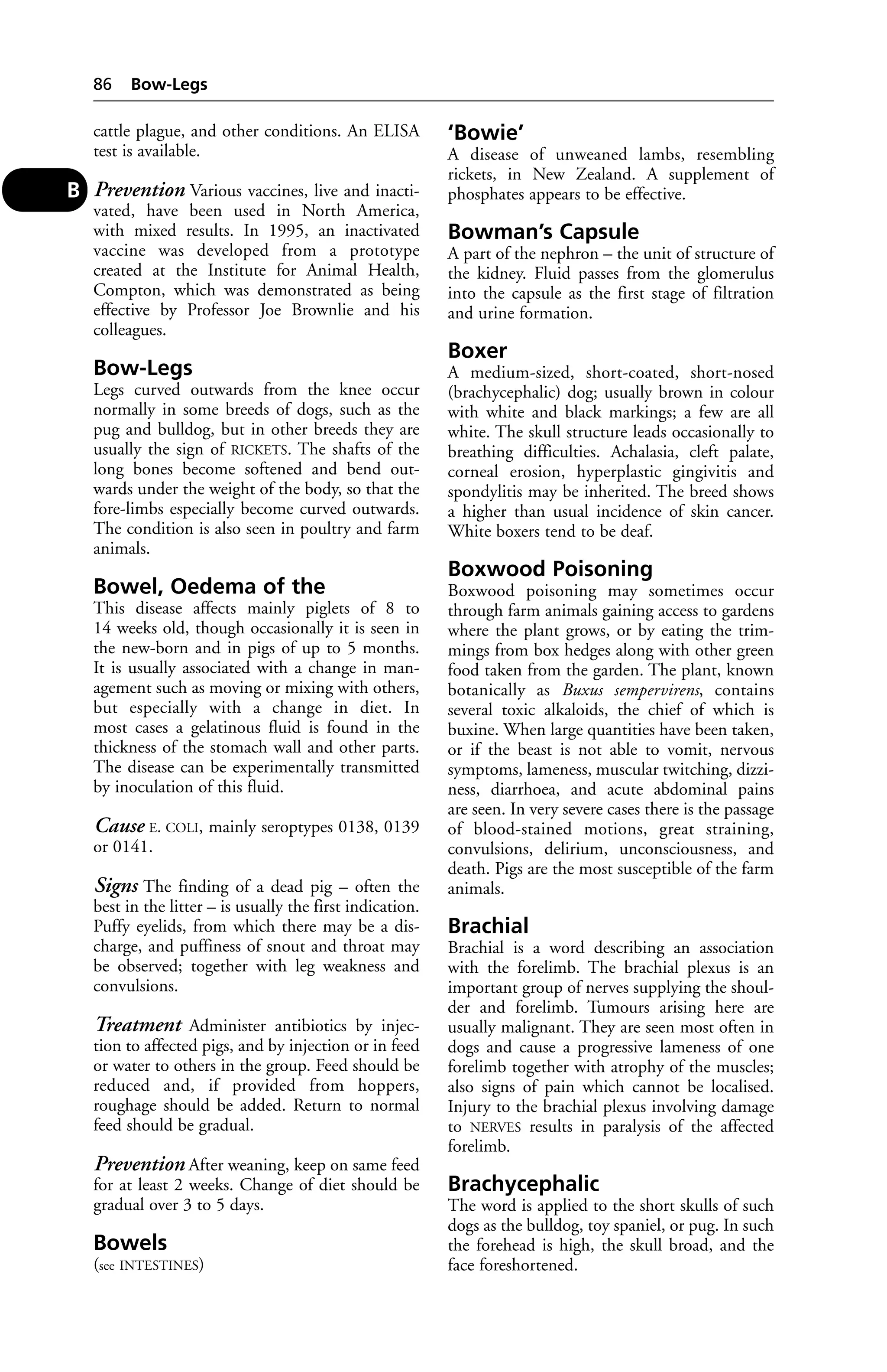 cattle plague, and other conditions. An ELISA 
test is available. 
Prevention Various vaccines, live and inacti-vated, 
have been used in North America, 
with mixed results. In 1995, an inactivated 
vaccine was developed from a prototype 
created at the Institute for Animal Health, 
Compton, which was demonstrated as being 
effective by Professor Joe Brownlie and his 
colleagues. 
Bow-Legs 
Legs curved outwards from the knee occur 
normally in some breeds of dogs, such as the 
pug and bulldog, but in other breeds they are 
usually the sign of RICKETS. The shafts of the 
long bones become softened and bend out-wards 
under the weight of the body, so that the 
fore-limbs especially become curved outwards. 
The condition is also seen in poultry and farm 
animals. 
Bowel, Oedema of the 
This disease affects mainly piglets of 8 to 
14 weeks old, though occasionally it is seen in 
the new-born and in pigs of up to 5 months. 
It is usually associated with a change in man-agement 
such as moving or mixing with others, 
but especially with a change in diet. In 
most cases a gelatinous fluid is found in the 
thickness of the stomach wall and other parts. 
The disease can be experimentally transmitted 
by inoculation of this fluid. 
Cause E. COLI, mainly seroptypes 0138, 0139 
or 0141. 
Signs The finding of a dead pig – often the 
best in the litter – is usually the first indication. 
Puffy eyelids, from which there may be a dis-charge, 
and puffiness of snout and throat may 
be observed; together with leg weakness and 
convulsions. 
Treatment Administer antibiotics by injec-tion 
to affected pigs, and by injection or in feed 
or water to others in the group. Feed should be 
reduced and, if provided from hoppers, 
roughage should be added. Return to normal 
feed should be gradual. 
Prevention After weaning, keep on same feed 
for at least 2 weeks. Change of diet should be 
gradual over 3 to 5 days. 
Bowels 
(see INTESTINES) 
‘Bowie’ 
A disease of unweaned lambs, resembling 
rickets, in New Zealand. A supplement of 
phosphates appears to be effective. 
Bowman’s Capsule 
A part of the nephron – the unit of structure of 
the kidney. Fluid passes from the glomerulus 
into the capsule as the first stage of filtration 
and urine formation. 
Boxer 
A medium-sized, short-coated, short-nosed 
(brachycephalic) dog; usually brown in colour 
with white and black markings; a few are all 
white. The skull structure leads occasionally to 
breathing difficulties. Achalasia, cleft palate, 
corneal erosion, hyperplastic gingivitis and 
spondylitis may be inherited. The breed shows 
a higher than usual incidence of skin cancer. 
White boxers tend to be deaf. 
Boxwood Poisoning 
Boxwood poisoning may sometimes occur 
through farm animals gaining access to gardens 
where the plant grows, or by eating the trim-mings 
from box hedges along with other green 
food taken from the garden. The plant, known 
botanically as Buxus sempervirens, contains 
several toxic alkaloids, the chief of which is 
buxine. When large quantities have been taken, 
or if the beast is not able to vomit, nervous 
symptoms, lameness, muscular twitching, dizzi-ness, 
diarrhoea, and acute abdominal pains 
are seen. In very severe cases there is the passage 
of blood-stained motions, great straining, 
convulsions, delirium, unconsciousness, and 
death. Pigs are the most susceptible of the farm 
animals. 
Brachial 
Brachial is a word describing an association 
with the forelimb. The brachial plexus is an 
important group of nerves supplying the shoul-der 
and forelimb. Tumours arising here are 
usually malignant. They are seen most often in 
dogs and cause a progressive lameness of one 
forelimb together with atrophy of the muscles; 
also signs of pain which cannot be localised. 
Injury to the brachial plexus involving damage 
to NERVES results in paralysis of the affected 
forelimb. 
Brachycephalic 
The word is applied to the short skulls of such 
dogs as the bulldog, toy spaniel, or pug. In such 
the forehead is high, the skull broad, and the 
face foreshortened. 
86 Bow-Legs 
B 
 