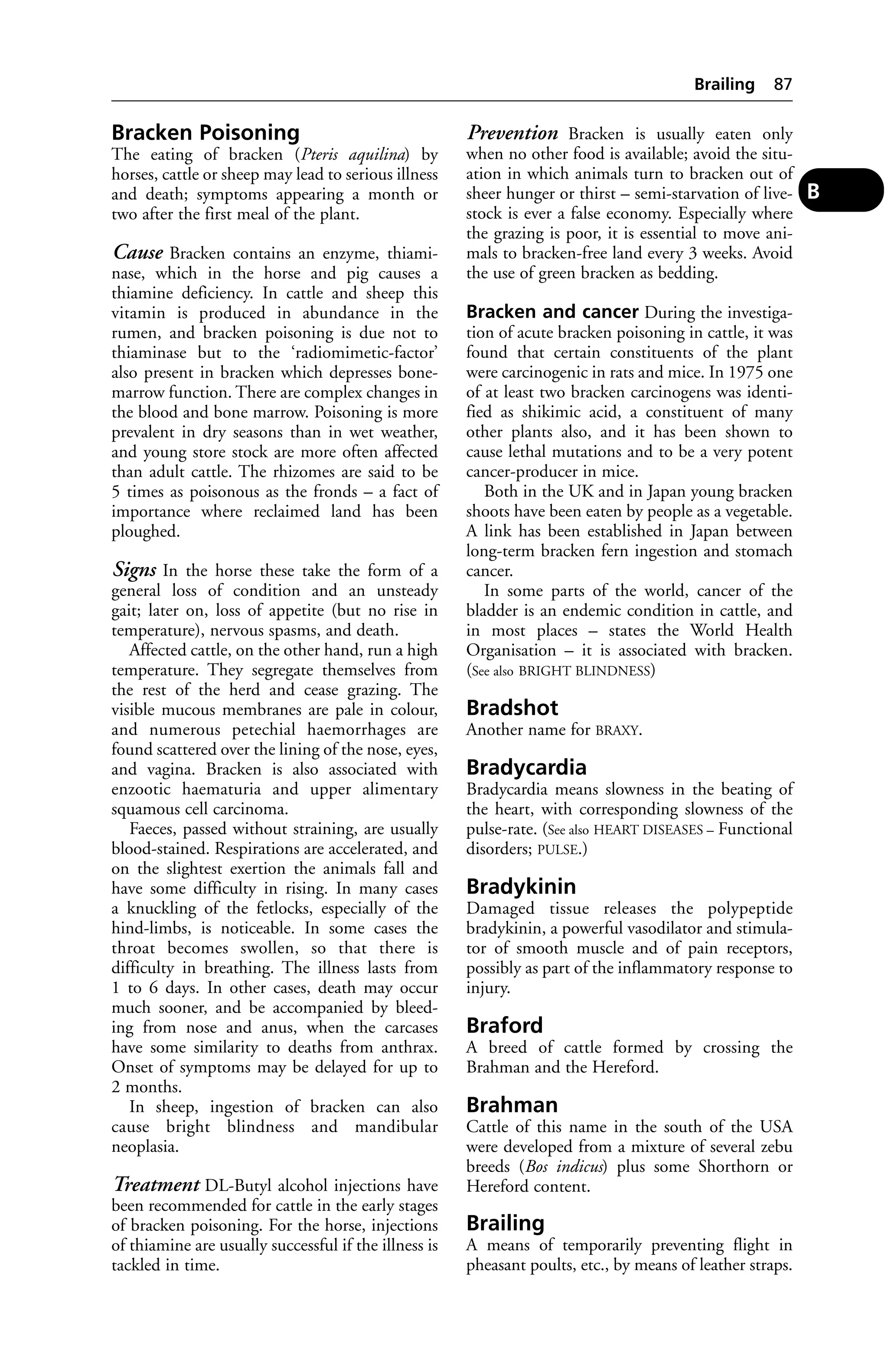 Bracken Poisoning 
The eating of bracken (Pteris aquilina) by 
horses, cattle or sheep may lead to serious illness 
and death; symptoms appearing a month or 
two after the first meal of the plant. 
Cause Bracken contains an enzyme, thiami-nase, 
which in the horse and pig causes a 
thiamine deficiency. In cattle and sheep this 
vitamin is produced in abundance in the 
rumen, and bracken poisoning is due not to 
thiaminase but to the ‘radiomimetic-factor’ 
also present in bracken which depresses bone-marrow 
function. There are complex changes in 
the blood and bone marrow. Poisoning is more 
prevalent in dry seasons than in wet weather, 
and young store stock are more often affected 
than adult cattle. The rhizomes are said to be 
5 times as poisonous as the fronds – a fact of 
importance where reclaimed land has been 
ploughed. 
Signs In the horse these take the form of a 
general loss of condition and an unsteady 
gait; later on, loss of appetite (but no rise in 
temperature), nervous spasms, and death. 
Affected cattle, on the other hand, run a high 
temperature. They segregate themselves from 
the rest of the herd and cease grazing. The 
visible mucous membranes are pale in colour, 
and numerous petechial haemorrhages are 
found scattered over the lining of the nose, eyes, 
and vagina. Bracken is also associated with 
enzootic haematuria and upper alimentary 
squamous cell carcinoma. 
Faeces, passed without straining, are usually 
blood-stained. Respirations are accelerated, and 
on the slightest exertion the animals fall and 
have some difficulty in rising. In many cases 
a knuckling of the fetlocks, especially of the 
hind-limbs, is noticeable. In some cases the 
throat becomes swollen, so that there is 
difficulty in breathing. The illness lasts from 
1 to 6 days. In other cases, death may occur 
much sooner, and be accompanied by bleed-ing 
from nose and anus, when the carcases 
have some similarity to deaths from anthrax. 
Onset of symptoms may be delayed for up to 
2 months. 
In sheep, ingestion of bracken can also 
cause bright blindness and mandibular 
neoplasia. 
Treatment DL-Butyl alcohol injections have 
been recommended for cattle in the early stages 
of bracken poisoning. For the horse, injections 
of thiamine are usually successful if the illness is 
tackled in time. 
Brailing 87 
Prevention Bracken is usually eaten only 
when no other food is available; avoid the situ-ation 
in which animals turn to bracken out of 
sheer hunger or thirst – semi-starvation of live-stock 
is ever a false economy. Especially where 
the grazing is poor, it is essential to move ani-mals 
to bracken-free land every 3 weeks. Avoid 
the use of green bracken as bedding. 
Bracken and cancer During the investiga-tion 
of acute bracken poisoning in cattle, it was 
found that certain constituents of the plant 
were carcinogenic in rats and mice. In 1975 one 
of at least two bracken carcinogens was identi-fied 
as shikimic acid, a constituent of many 
other plants also, and it has been shown to 
cause lethal mutations and to be a very potent 
cancer-producer in mice. 
Both in the UK and in Japan young bracken 
shoots have been eaten by people as a vegetable. 
A link has been established in Japan between 
long-term bracken fern ingestion and stomach 
cancer. 
In some parts of the world, cancer of the 
bladder is an endemic condition in cattle, and 
in most places – states the World Health 
Organisation – it is associated with bracken. 
(See also BRIGHT BLINDNESS) 
Bradshot 
Another name for BRAXY. 
Bradycardia 
Bradycardia means slowness in the beating of 
the heart, with corresponding slowness of the 
pulse-rate. (See also HEART DISEASES – Functional 
disorders; PULSE.) 
Bradykinin 
Damaged tissue releases the polypeptide 
bradykinin, a powerful vasodilator and stimula-tor 
of smooth muscle and of pain receptors, 
possibly as part of the inflammatory response to 
injury. 
Braford 
A breed of cattle formed by crossing the 
Brahman and the Hereford. 
Brahman 
Cattle of this name in the south of the USA 
were developed from a mixture of several zebu 
breeds (Bos indicus) plus some Shorthorn or 
Hereford content. 
Brailing 
A means of temporarily preventing flight in 
pheasant poults, etc., by means of leather straps. 
B 
 