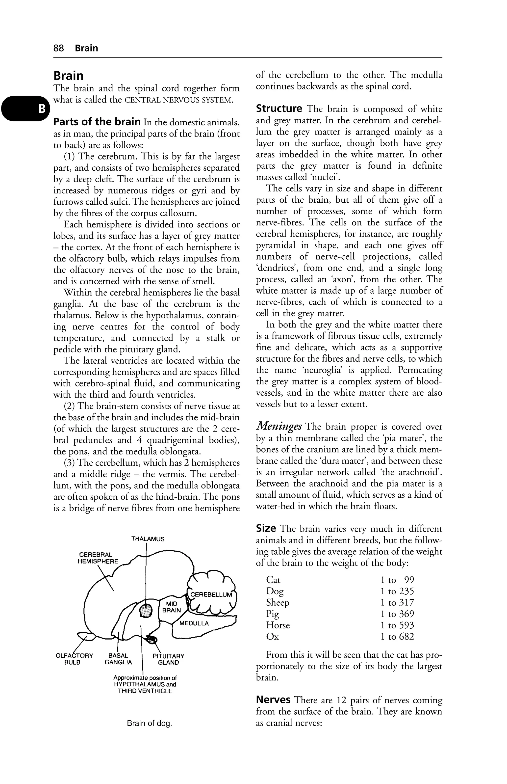 Brain 
The brain and the spinal cord together form 
what is called the CENTRAL NERVOUS SYSTEM. 
Parts of the brain In the domestic animals, 
as in man, the principal parts of the brain (front 
to back) are as follows: 
(1) The cerebrum. This is by far the largest 
part, and consists of two hemispheres separated 
by a deep cleft. The surface of the cerebrum is 
increased by numerous ridges or gyri and by 
furrows called sulci. The hemispheres are joined 
by the fibres of the corpus callosum. 
Each hemisphere is divided into sections or 
lobes, and its surface has a layer of grey matter 
– the cortex. At the front of each hemisphere is 
the olfactory bulb, which relays impulses from 
the olfactory nerves of the nose to the brain, 
and is concerned with the sense of smell. 
Within the cerebral hemispheres lie the basal 
ganglia. At the base of the cerebrum is the 
thalamus. Below is the hypothalamus, contain-ing 
nerve centres for the control of body 
temperature, and connected by a stalk or 
pedicle with the pituitary gland. 
The lateral ventricles are located within the 
corresponding hemispheres and are spaces filled 
with cerebro-spinal fluid, and communicating 
with the third and fourth ventricles. 
(2) The brain-stem consists of nerve tissue at 
the base of the brain and includes the mid-brain 
(of which the largest structures are the 2 cere-bral 
peduncles and 4 quadrigeminal bodies), 
the pons, and the medulla oblongata. 
(3) The cerebellum, which has 2 hemispheres 
and a middle ridge – the vermis. The cerebel-lum, 
with the pons, and the medulla oblongata 
are often spoken of as the hind-brain. The pons 
is a bridge of nerve fibres from one hemisphere 
of the cerebellum to the other. The medulla 
continues backwards as the spinal cord. 
Structure The brain is composed of white 
and grey matter. In the cerebrum and cerebel-lum 
the grey matter is arranged mainly as a 
layer on the surface, though both have grey 
areas imbedded in the white matter. In other 
parts the grey matter is found in definite 
masses called ‘nuclei’. 
The cells vary in size and shape in different 
parts of the brain, but all of them give off a 
number of processes, some of which form 
nerve-fibres. The cells on the surface of the 
cerebral hemispheres, for instance, are roughly 
pyramidal in shape, and each one gives off 
numbers of nerve-cell projections, called 
‘dendrites’, from one end, and a single long 
process, called an ‘axon’, from the other. The 
white matter is made up of a large number of 
nerve-fibres, each of which is connected to a 
cell in the grey matter. 
In both the grey and the white matter there 
is a framework of fibrous tissue cells, extremely 
fine and delicate, which acts as a supportive 
structure for the fibres and nerve cells, to which 
the name ‘neuroglia’ is applied. Permeating 
the grey matter is a complex system of blood-vessels, 
and in the white matter there are also 
vessels but to a lesser extent. 
Meninges The brain proper is covered over 
by a thin membrane called the ‘pia mater’, the 
bones of the cranium are lined by a thick mem-brane 
called the ‘dura mater’, and between these 
is an irregular network called ‘the arachnoid’. 
Between the arachnoid and the pia mater is a 
small amount of fluid, which serves as a kind of 
water-bed in which the brain floats. 
Size The brain varies very much in different 
animals and in different breeds, but the follow-ing 
table gives the average relation of the weight 
of the brain to the weight of the body: 
Cat 1 to 99 
Dog 1 to 235 
Sheep 1 to 317 
Pig 1 to 369 
Horse 1 to 593 
Ox 1 to 682 
From this it will be seen that the cat has pro-portionately 
to the size of its body the largest 
brain. 
Nerves There are 12 pairs of nerves coming 
from the surface of the brain. They are known 
as cranial nerves: 
88 Brain 
B 
 