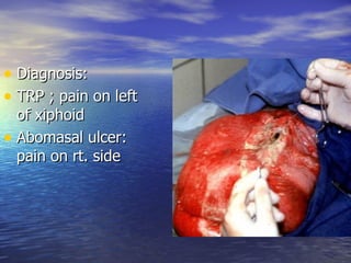 • Diagnosis:
• TRP ; pain on left
  of xiphoid
• Abomasal ulcer:
  pain on rt. side
 
