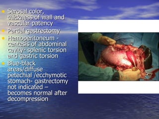 • Serosal color,
    thickness of wall and
    vascular patency
•   Partial gastrectomy
•   Hemoperitoneum -
    centesis of abdominal
    cavity- splenic torsion
    and gastric torsion
•   Blue-black
    areas/diffuse
    petechial /ecchymotic
    stomach- gastrectomy
    not indicated –
    becomes normal after
    decompression
 