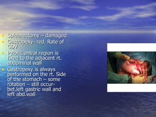 • Spleenectomy – damaged
• Gastropexy- red. Rate of
    GDV
•   Pyloric antral region is
    fixed to the adjacent rt.
    abdominal wall
•   Gastropexy is always
    performed on the rt. Side
    of the stomach – some
    rotation – still occur-
    bet.left gastric wall and
    left abd.wall
 