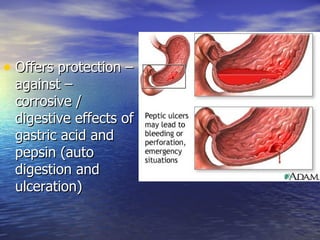 • Offers protection –
 against –
 corrosive /
 digestive effects of
 gastric acid and
 pepsin (auto
 digestion and
 ulceration)
 